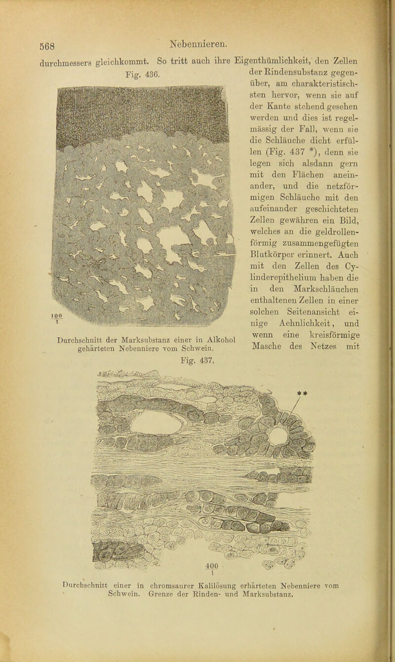 durchmessers gleichkommt. So tritt auch ihre Eigentkiimlichkeit, den Zellen Fig. 43G. 100 1 Durchschnitt der Marksubstanz einer in Alkohol geharteten Nebenniere vom Schwein. Fig. 437. der Kindensubstanz gegen- uber, am charakteristisch- sten hervor, wenn sie auf der Kante stehend gesehen werden und dies ist regel- massig der Fall, wenn Bie die Schlauche dicht erfiil- len (Fig. 437 *), denn sie legen sich alsdann gem mit den Flachen anein- ander, und die netzfor- migen Schlauche mit den aufeinander geschichteten Zellen gewahren ein Bild, welches an die geldrollen- formig zusammengefugten Blutkorper erinnert. Auch mit den Zellen des Cy- linderepithelium haben die in den Markschlauchen enthaltenen Zellen in einer solchen Seitenansicht ei- nige Aehnlichkeit, und wenn eine kreisformige Masche des Netzes mit ** Durchschnitt einer in chromsaurer Kalilosung erharteten Nebenniere vom Schwein. Grenze der Rinden- und Marksubstanz.