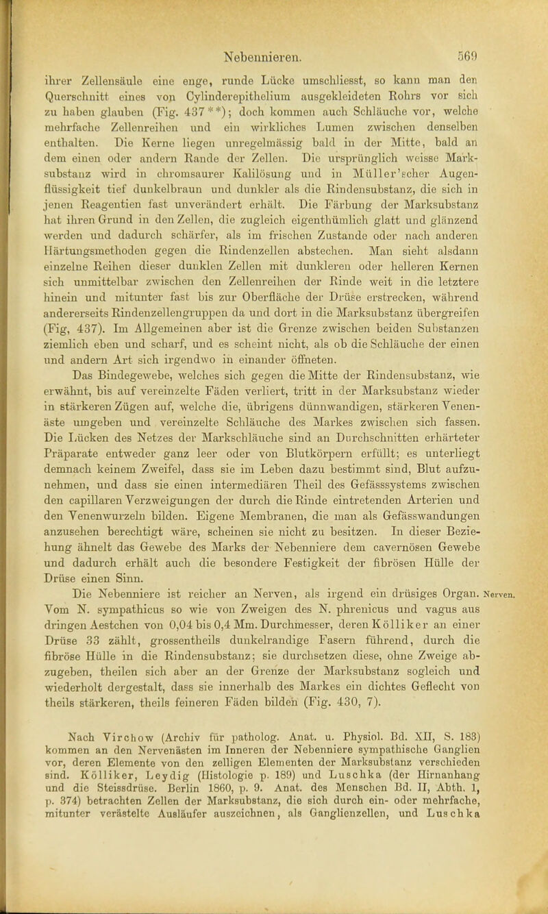 lkrer Zellensaule eine enge, runde Liicke umschliesst, so kann man den Querschnitt eines von Cylinderepithelium ausgekleideten Rohrs vor sich zn haben glauben (Fig. 437**); doch kommen auch Schlauche vor, welche mehrfache Zellenreihen nnd ein wirkliches Lumen zwischen denselben enthalten. Die Kerne liegen unregelmassig bald in der Mitte, bald an dem einen oder andern Rande der Zellen. Die urspriinglich weisse Mark- substanz wird in chroinsaurer Kalilosung and in Miiller'echer Augen- flussigkeit tief duukelbraun und dunkler als die Rindensubstanz, die sich in jenen Reagentien fast unverilndert erkalt. Die Fiirbung der Marksubstanz hat ihren Grund in den Zellen, die zugleich eigenthiimlich glatt und glanzend werden und dadureh schitrfer, als im frischen Zustande oder nach anderen Hartuugsmethoden gegen die Rindenzellen abstechen. Man sieht alsdann einzelne Reihen dieser dunklen Zellen mit dunkleren oder helleren Kernen sich unmittelbar zwischen den Zellenreihen der Rinde weit in die letztere hinein und mitunter fast bis zur Oberflache der Druse erstrecken, wahrend andererseits Rindenzellengruppen da und dort in die Marksubstanz ubergreifen (Fig, 437). Im Allgemeinen aber ist die Grenze zwischen beiden Substanzen ziemlich eben und scharf, und es scheint nicht, als ob die Schlauche der einen und andern Art sich irgendwo in einander offneten. Das Bindegewebe, welches sich gegen die Mitte der Rindensubstanz, wie erwahnt, bis auf vereinzelte Faden veiiiert, tritt in der Marksubstanz wieder in starkeren Ziigen auf, welche die, tibrigens diinnwandigen, starkeren Venen- aste umgeben und vereinzelte Schlauche des Markes zwischen sich fassen. Die Liicken des Netzes der Markschlauche sind an Durchschnitten erharteter Praparate entweder ganz leer oder von Blutkorpern erfiillt; es unterliegt demnach keinem Zweifel, dass sie im Leben dazu bestimmt sind, Blut aufzu- nehmen, und dass sie einen intermediaren Theil des Gefasssystems zwischen den capillaren Verzweigungen der durch die Rinde eintretenden Arterien und den Yenenwurzeln bilden. Eigene Membranen, die man als Gefasswandungen anzusehen berechtigt ware, scheinen sie nicht zu besitzen. In dieser Bezie- hung ahnelt das Gewebe des Marks der Nebenniere dem cavernosen Gewebe und dadureh erhalt auch die besondere Festigkeit der fibrosen Hiille der Druse einen Sinn. Die Nebenniere ist reicher an Nerven, als irgend ein driisiges Organ. Nerven. Vom N. sympathicus so wie von Zweigen des N. phrenicus und vagus aus dringen Aestchen von 0,04 bis 0,4 Mm. Durchmesser, deren Kolliker an einer Druse 33 zahlt, grossentheils dunkelrandige Fasern fiihrend, durch die fibrose Hiille in die Rindensubstanz; sie durchsetzen diese, ohne Zweige ab- zugeben, theilen sich aber an der Grenze der Marksubstanz sogleich und wiederholt dergestalt, dass sie innerhalb des Markes ein dichtes Geflecht von theils starkeren, theils feineren Faden bildeh (Fig. 430, 7). Nach Virchow (Archiv fur patholog. Anat. u. Physiol. Bd. XII, S. 183) kommen an den Nervenasten im Inneren der Nebenniere sympathische Ganglien vor, deren Elemente von den zelligen Elernenten der Marksubstanz verschieden sind. Kolliker, Leydig (Ilistologie p. 189) und Luschka (der Hirnanhang und die Steissdruse. Berlin 1860, p. 9. Anat. des Menschen Bd. II, Abth. 1, j>. 374) betrachten Zellen der Marksubstanz, die sich durch ein- oder mehrfache, mitunter vcrastelte Auslaufer auszcichnen, als Ganglienzellen, und Luschka