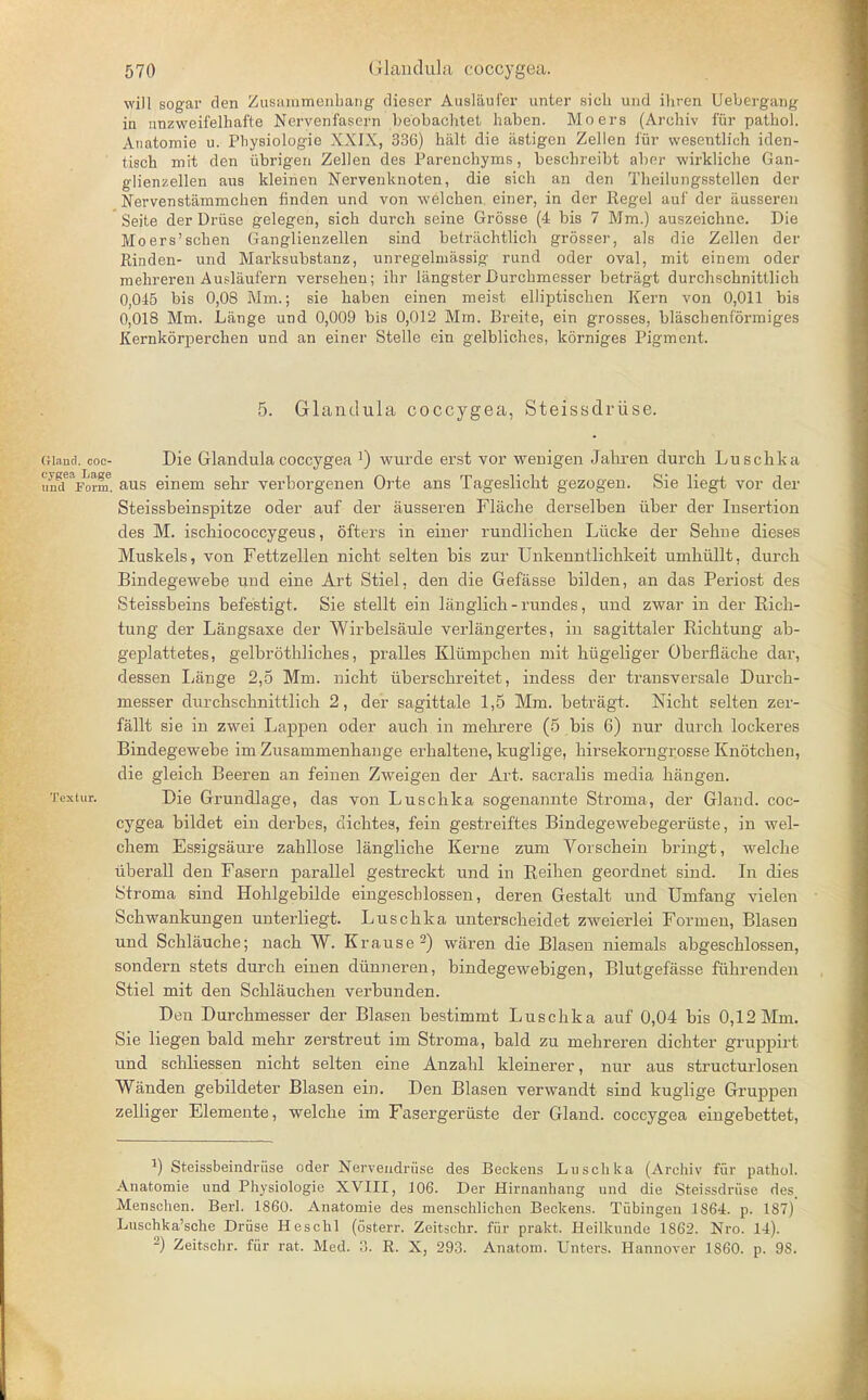 will sogar den Zusammenbang dieser Ausliiufer unter sich und ihren Debergang in nnzweifelhafte Nervenfasern beobachtet haben. Moers (Archiv fur patliol. Atiatomie u. Physiologie XXIX, 336) halt die astigen Zellen fur wesentlich iden- tisch mit den iibrigen Zellen des Parenchyms, besehreibt aber wirkliche Gan- glienzellen ans kleinen Nervenknoten, die sich an den Theilungsstellen der Nervenstammchen finden und von welchen. einer, in der Regel auf der ausseren Seite der Druse gelegen, sich durch seine Grosse (4 bis 7 Mm.) auszeichne. Die Moers'schen Ganglienzellen sind belrachtlich grosser, als die Zellen der Rinden- und Marksubstanz, unregelinassig rund oder oval, mit einem oder mehreren Auslaufern versehen; ihr langster Durcbmesser betriigt durchschnittlich 0,045 bis 0,08 Mm.; sie haben einen meist elliptischen Kern von 0,011 bis 0,018 Mm. Lange und 0,009 bis 0,012 Mm. Breite, ein grosses, blascbenformiges Kernkorpercken und an einer Stelle ein gelbliches, korniges Pigment. 5. Glanclula coccygea, Steissdriise. (Hand, coc- Die Glandula coccygea l) wurde erst vor wenigen Jahren durch Luschka undeapomf. aus einem sehr verborgenen Orte ans Tageslicht gezogen. Sie liegt vor der Steissbeinspitze oder auf der ausseren Flache derselben uber der Insertion des M. ischiococcygeus, offers in einer rundlichen Liicke der Sehne dieses Muskels, von Fettzellen nicht selten bis zur Unkenntlichkeit umhiillt, durch Bindegewebe und eine Art Stiel, den die Gefasse bilden, an das Periost des Steissbeins befestigt. Sie stellt ein langlich - rundes, und zwar in der Eich- tung der Langsaxe der Wirbelsaule verlangertes, in sagittaler Richtung ab- geplattetes, gelbrothliches, pralles Kliimpchen mit hiigeliger Oberfiache dar, dessen Ijfinge 2,5 Mm. nicht uberschreitet, indess der transversale Durch- messer durchschnittlich 2, der sagittale 1,5 Mm. betragt. Nicht selten zer- fallt sie in zwei Lappen oder auch in mehrere (5 bis 6) nur durch lockeres Bindegewebe im Zusammenhange erhaltene, kuglige, hirsekorngr.osse Knotchen, die gleich Beeren an f'einen Zweigen der Art. sacralis media hangen. Textur. Die Grundlage, das von Luschka sogenannte Stroma, der Gland, coc- cygea bildet ein derbes, dichtes, fein gestreiftes Bindegewebegeriiste, in wel- chem Essigsaure zahllose langliche Kerne zum Vorschein bringt, welche iiberall den Fasern parallel gestreckt und in Reihen geordnet sind. In dies Stroma sind Hohlgebilde eingeschlossen, deren Gestalt und Umfang vielen Schwankungen unterliegt. Luschka unterscheidet zweierlei Formen, Blasen und Schlauche; nach W. Krause2) waren die Blasen niemals abgeschlossen, sondern stets durch einen dunneren, bindegewebigen, Blutgefasse fuhrenden Stiel mit den Schlauchen verbunden. Den Durchmesser der Blasen bestimmt Luschka auf 0,04 bis 0,12 Mm. Sie liegen bald mehr zerstreut im Stroma, bald zu mehreren dichter gruppirt und schliessen nicht selten eine Anzahl kleinerer, nur aus structurlosen Wanden gebildeter Blasen ein. Den Blasen verwandt sind kuglige Gruppen zelliger Elemente, welche im Fasergeriiste der Gland, coccygea eingebettet, J) Steissbeindriise oder Nervendriise des Beckens Luschka (Archiv fur pathol. Anatomie und Physiologie XVIII, 106. Der Hirnanhang und die Steissdriise des, Menschen. Berl. 1860. Anatomie des menschlichen Beckens. Tubingen 1S64. p. 187) Luschka'sche Driise Heschl (osterr. Zeitschr. fiir prakt. Heilkunde 1862. Nro. 14). 2) Zeitschr. fiir rat. Med. 3. R. X, 293. Anatom. Unters. Hannover 1S60. p. 98.