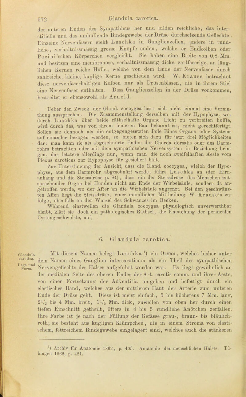 der unteren Enden des Syinpathicus her und bilden reichliche, das inter- stitielle und das umhullende Bindegewebe der Druse durchsetzende Geflechte . Einzelne Nervenfasern sieht Luschka in Ganglienzellen, andere in rund- liche, verhaltnissmassig grosse Knopfe enden, welche er Endkolben oder Pacini'schen Korperchen vergleicht. Sie baben eine Breite von 0,8 Mm. und besitzen eine menibranose, verhaltnissmassig dicke, zartfaserige, an lang- lichen Kernen reiche Hiille, welche von dem Ende der Nervenfaser durch zahlreiche, kleine, kuglige Kerne geschieden wird. W. Krause betrachtet diese nervenfaserhaltigen Kolben nnr als Driisenblasen, die in ihrem Stiel eine Nervenfaser enthalten. Dass Ganglienzellen in der Diiise vorkommen, bestreitet er ebensowohl als Arnold. Ueber den Zweck der Gland, coccygea lasst sich nicht einmal eine Vermu- thung aussprechen. Die Zusammenstellung derselben mit der Hypophyse, wo- durch Luschka iiber beide rathselhafte Organe Licht zu verbreiten hoffte, wird durch das, was von ihrem feineren Bau bekannt ist, nicht gerechtfertigt. Sollen sie dennoch als die entgegengesetzten Pole Eines Organs oder Systems auf einander bezogen werden, so bieten sich dazu fur jetzt drei Moglichkeiten dar: man kann sie als abgeschniirte Enden der Chorda dorsalis oder des Darm- rohrs betrachten oder mit dem sympathischen Nervensystem in Beziehung brin- geu, das letztere allerdings nur, wenn man die noch zweifelhaften Aeste vom Plexus caroticus zur Hypophyse fur gesichert halt. Zur Unterstiitzung der Ansicht, dass die Gland, coccygea, gleich der Hypo- physe, aus dem Darmrohr abgeschniirt werde, fiihrt Luschka an (der Hirn- anhang und die Steissdriise p. 84), dass ein der Steissdriise des Menschen ent- sprechendes Organ bei Hunden nicht am Ende der Wirbelsaule, sondern da an- getroffen werde, wo der After an die Wirbelsaule angrenzt. Bei den geschwanz- ten Affen liegt die Steissdriise, einer miindlichen Mittheilung W. Krause's zu- folge, ebenfalls an der Wurzel des Schwanzes im Becken. Wahrend einstweilen die Glandula coccygea physiologisch unverwerthbar bleibt, kliirt sie doch ein pathologisches Rathsel, die Entstehung der perinealen Cystengeschwiilste, auf. 6. Glandula carotica. Glandula Mit diesem Namen belegt Luschka x) ein Organ, welches bisher unter carotica. ^em ]^amen eines Ganglion intercaroticum als ein Theil des sympathischen Lpvrmnd Nervengeflechts des Halses aufgefiihrt worden war. Es liegt gewohnlich an der medialen Seite des oberen Endes der Art. carotis comm. und ihrer Aeste, von einer Fortsetzung der Adventitia umgeben und befestigt durch ein elastisches Band, welches aus der mittleren Haut der Arterie zum unteren Ende der Druse geht. Diese ist meist einfach, 5 bis hochstens 7 Mm. lang, 2lji bis 4 Mm. breit, IV2 Mm. dick, zuweilen von oben her durch einen tiefen Einschnitt getheilt, ofters in 4 bis 5 rundliche Knotchen zerfallen. Ihre Farbe ist je nach der Fiillung der Gefasse grau-, braun- bis blaulich- roth; sie besteht aus kugligen Klumpchen, die in einem Stroma von elasti- schem, fettreichem Bindegewebe eingelagert sind, welches auch die starkeren l) Archiv fur Anatomie 1862 , p. 405. Anatomie deg menschlichen Halses. Tu- bingen 1862, p. 421.