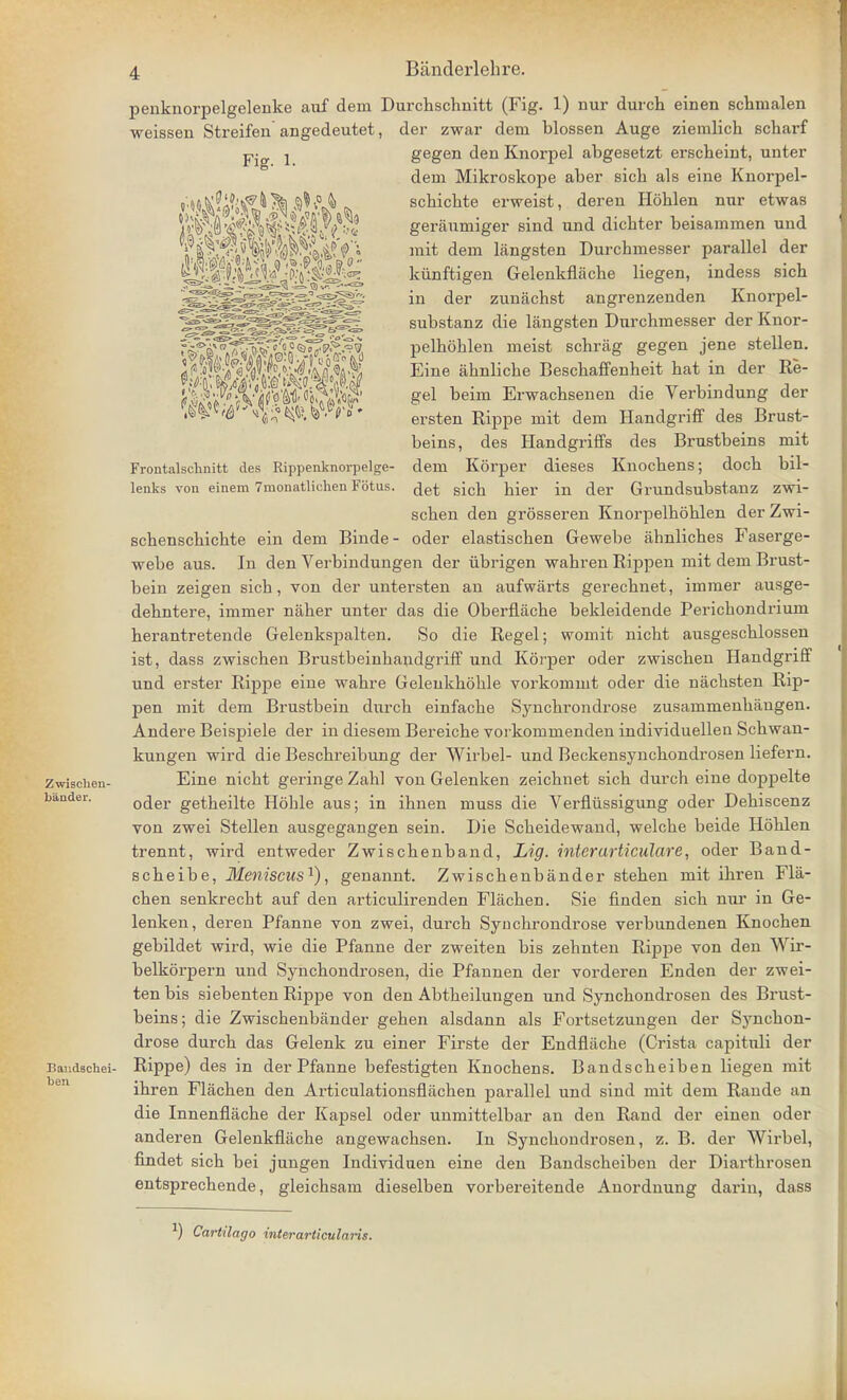 Zwiscben- bander. penknorpelgelenke aiif dem Durchschnitt (Fig. 1) nur durcb einen schnialen weissen Streifen angedeutet, der zwar dem blossen Auge ziemlich scharf Bandschei- ben Fig. 1. Frontalschnitt des Rippenknorpelge- lenks von einem 7monatlichen Fotus. gegen den Knorpel abgesetzt erscbeint, unter dem Mikroskope aber sicb als eine Knorpel- scbicbte erweist, deren Hohlen nnr etwas geraumiger sind nnd dicbter beisammen und mit dem liingsten Durcbmesser parallel der kiinftigen Gelenkflache liegen, indess sicb in der zunachst angrenzenden Knorpel- substanz die langsten Durchmesser der Knor- pelboblen meist schrag gegen jene stellen. Eine abnlicbe Bescbaffenheit bat in der Re- gel beim Erwacbsenen die Verbindung der ersten Rippe mit dem Handgriff des Brust- beins, des Handgriffs des Brustbeins mit dem Korper dieses Knocbens; docb bil- det sicb bier in der Grundsubstanz zwi- scben den grosseren Knorpelboblen der Zwi- scbenscbicbte ein dem Binde- oder elastiscben Gewebe ahnlicbes Faserge- webe aus. In den Verbindungen der iibrigen wabren Rippen mit dem Brust- bein zeigen sich, von der untersten an aufwarts gerecbnet, immer ausge- debntere, immer naber unter das die Oberflacbe bekleidende Pericbondrium herantretende Gelenkspalten. So die Regel; womit nicbt ausgescblossen ist, dass zwiscben Brustbeinbandgriff und Korper oder zwiscben Handgriff und erster Rippe eine wabre Gelenkboble vorkommt oder die nacbsten Rip- pen mit dem Brustbein durcb einfacbe Syncbrondrose zusammenbangen. Andere Beispiele der in diesem Bereicbe vorkommenden individuellen Scbwan- kungen wird die Bescbreibung der Wirbel- und Beckensyncbondrosen liefern. Eine nicbt geringe Zahl von Gelenken zeicbnet sicb durch eine doppelte oder getbeilte Hoble aus; in ibnen muss die Verfliissigung oder Debiscenz von zwei Stellen ausgegangen sein. Die Scbeidewand, welcbe beide Hoblen trennt, wird entweder Zwiscbenband, Lig. interarticalare, oder Band- scbeibe, Meniscus1), genannt. Zwiscbenbander steben mit ihren Fla- cben senkrecbt auf den articulirenden Flacben. Sie finden sicb nur in Ge- lenken, deren Pfanne von zwei, durcb Syucbrondrose verbundenen Knocben gebildet wird, wie die Pfanne der zweiten bis zebnten Rippe von den Wir- belkorpern und Syncbondrosen, die Pfannen der vorderen Enden der zwei- ten bis siebenten Rippe von den Abtheilungen und Syncbondrosen des Brust- beins; die Zwiscbenbander geben alsdann als Fortsetzungen der Syncbon- drose durcb das Gelenk zu einer Firste der Endflilcbe (Crista capituli der Rippe) des in der Pfanne befestigten Knocbens. Bandscbeiben liegen mit ibren Flacben den Articulationsflachen parallel und sind mit dem Rande an die Innenflacbe der Kapsel oder unmittelbar an den Rand der einen oder anderen Gelenkflacbe angewacbsen. In Syncbondrosen, z. B. der Wirbel, findet sich bei jungen Individuen eine den Bandscheiben der Diartbrosen entsprechende, gleicbsam dieselben vorbereitende Anordnung darin, dass ) Cartilago interarticularis.