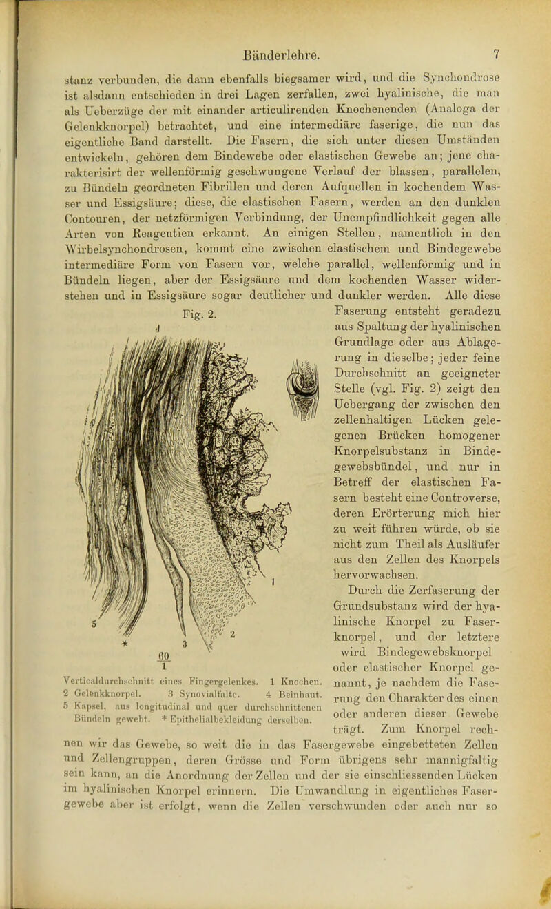 stanz verbunden, die dann ebenfalls biegsamer wird, und die Synchondrose ist alsdann entschieden in drei Lagen zerfallen, zwei byaliniscbe, die man als Ueberzuge der mit einander articulirenden Knochenenden (Analoga der Gelenkknorpel) betrachtet, und eine intermediare faserige, die nun das eigentliche Band darstellt. Die Fasern, die sich unter diesen Umstanden entwickeln, geboren dem Bindewebe oder elastischen Gewebe an; jene cba- rakterisirt der wellenforinig geschwungene Verlauf der blassen, parallelen, zu Biindeln geordneten Fibrillen und deren Aufquellen in kocbendem Was- ser und Essigsaure; diese, die elastiscben Fasern, werden an den dunklen Contouren, der netzformigen Verbindung, der Unempfindlicbkeit gegen alle Arten von Reagentien erkannt. An einigen Stellen, namentlicb in den Wirbelsynchondrosen, kommt eine zwischen elastiscbem und Bindegewebe intermediare Form von Fasern vor, welcbe parallel, wellenformig und in Biindeln liegen, aber der Essigsaure und dem kocbenden Wasser wider- steben und in Essigsaure sogar deutlicber und dunkler werden. Alle diese Faserung entsteht geradezu aus Spaltung der byalinischen Grundlage oder aus Ablage- rung in dieselbe; jeder feine Diircbscbnitt an geeigneter Stelle (vgl. Fig. 2) zeigt den Uebergang der zwiscben den zellenbaltigen Liicken gele- genen Briicken bomogener Knorpelsubstanz in Binde- gewebsbiindel, und nur in Betreff der elastiscben Fa- sern bestebt eine Controverse, deren Erorterung micb bier zu weit fiibren witrde, ob sie nicbt zum Tbeil als Auslaufer aus den Zellen des Knorpels bervorwacbsen. Durch die Zerfaserung der Grundsubstanz wird der bya- liniscbe Knorpel zu Faser- knorpel, und der letztere wird Bindegewebsknorpel oder elastiscber Knorpel ge- nannt, je nacbdem die Fase- rung den Charakter des einen oder anderen dieser Gewebe tragt. Zum Knorpel recb- nen wir das Gewebe, so weit die in das Fasergewebe eingebetteten Zellen und Zellengruppen, deren Grosse und Form iibrigens sebr inannigfaltig sein kann, an die Anordnung der Zellen und der sie einscldiessenden Luckeu tm nyaliiiisclicn Knorpel criniK-rn. Die Umwandlung in eigentlicbos Faser- gewebe aber ist erfolgt, wenn die Zellen verscbwundeu otler aucb nur so 1 Knochen. 4 Beinhaut. Vertiraklurchschnitt eines Fingergclenkes. 2 Gelenkknorpel. 3 Synovialthlte. 5 Kapgel, aus longitudinal unci quer durchschnittenen Biindeln gewebt. * Epitliclialljekleidung derselben.
