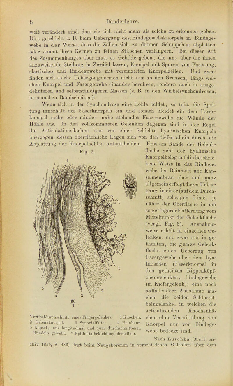 weit verandert sind, dass sie sich nicht mehr als solche zu erkennen geben. Dies geschieht z. B. beim Uebergang des Bindegewebsknorpels in Bindege- webe in der Weise, dass die Zellen sich zu diinnen Schiippchen abplatten oder sammt ihren Kernen zu feinen Stabchen verlangern. Bei dieser Art des Zusammenhanges aber muss es Gebilde geben, die uns iiber die ihnen anzuweisende Stellung in Zweifel lassen, Kuorpel mit Spuren von Faseiung, elastisches und Bindegewebe mit vereinzelten Knorpelzellen. Und zwar finden sich solche Uebergangsformen nicht nur an den Grenzen, langs wel- chen Knorpel und Fasergewebe einander beriihren, sondern auch in ausge- dehnteren und selbststandigeren Massen (z. B. in den Wirbelsynchondrosen, in manchen Bandscheiben). Wenn sich in der Synchondrose eine Hohle bildet, so tritt die Spal- tung innerhalb des Faserknorpels ein und sonach kleidet ein dem Faser- knorpel mehr oder minder nahe stehendes Fasergewebe die Wande der Hohle aus. In den vollkommneren Gelenken dagegen sind in der Regel die Articulationsfiachen nur von einer Schichte hyalinischen Knorpels iiberzogen, dessen oberfliichliche Lagen sich von den tiefen allein durch die Abplattung der Knorpelhohlen unterscheiden. Erst am Rande der Gelenk- Fig. 3. flache geht der hyalinische Knorpelbeleg anf die beschrie- bene Weise in das Bindege- webe der Beinhaut und Kap- selmembran iiber und ganz allgemein erfolgtdieser Ueber- gang in einer (auf dem Durch- schnitt) schragen Linie, je naher der Oberflache in um so geringerer Eutfernung vom Mittelpunkt der Gelenkflache (vergl. Fig. 3). Ausnahms- weise erhalt in einzelnen Ge- lenken, und zwar nur in ge- theilten, die ganze Gelenk- flache einen Ueberzug von Fasergewebe iiber dem hya- linischen (Faserknorpel in den getheilten Rippenkopf- cheugelenken, Bindegewebe im Kiefergelenk); eine noch auffallendere Ausnahme nia- chen die beiden Schliissel- beingelenke, in welchen die articuHrenden Knochenflii- chen ohne Vermittelung von Knorpel nur vou Bindege- webe bedeckt sind. 1 Knochen. 4 Beinhaut. Verticaldurchschnitt eines Fingergelenkes. 2 Gelenkknorpel. 3 Synovialfalte. 5 Kapsel, aus longitudinal und quer durchschnittenen Biindeln gewebt. * Epithelialbekleidung derselbcn. Nacli Luschka (Miill. Ar- chiv 1855, S. 486) liegt beim Neugeborenen in verschiedenen Gelenken iiber dem