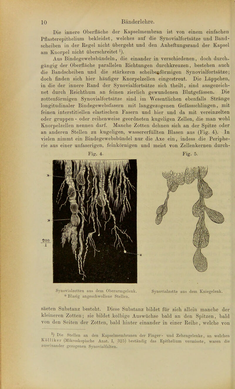 Die innere Oberflache der Kapselinenibi'an ist von einem einfachen Pflasterepithelium bekleidet, welches auf die Synovialfortsatze und Band- scheiben in der Regel nicht iibergeht und den Anbeftungsrand der Kapsel am Knorpel nicht iiberschreitet]). Aus Bindegewebsbiindeln, die einander in verschiedenen, doch durch- gangig der Oberflache parallelen Richtungen durchkreuzen, bestehen auch die Bandscheiben und die starkeren scheibejifbrmigen Synovialfortsatze; doch finden sich hier haufiger Knorpelzellen eingestreut. Die Lappchen, in die der innere Rand der Synovialfortsatze sich theilt, sind ausgezeich- net durch Reichthum an feinen zierlich gewundenen Blutgefassen. Die zottenformigen Synovialfortsatze sind im Wesentlichen ebenfalls Strange longitudinaler Bindegewebsfasern mit langgezogenen Gefassschlingen, mit feinen interstitiellen elastischen Fasern und hier und da mit vereinzelten oder gruppen - oder reihenweise geordneten kugeligen Zellen, die man wohl Knorpelzellen nennen darf. Manche Zotten dehnen sich an der Spitze oder an anderen Stellen zu kugeligen, wassererfullten Blasen aus (Fig. 4). In vielen nimmt ein Bindegewebsbiindel nur die Axe ein, indess die Periphe- rie aus einer unfaserigen, feinkornigen und meist von Zellenkernen durch- Fig-. 4. Fig. 5. Synovialzotten aus dem Oberarmgelenk. Synovialzotte aus dem Kniegelenk. * Blasig angeschwollene Stellen. saeten Substanz besteht. Diese Substanz bildet fur sich allein manche der kleineren Zotten; sie bildet kolbige Auswiichse bald an den Spitzen, bald von den Seiten der Zotten, bald hinter einander in einer Reihe, welche von J) Die Stellen an den Kapselmembranen der Finger- und Zehengolenke, an welehcn Kblliker (Miki'oskopisohe Anat. I, 325) bestandig das Epithelium rermisste, waren die ausrinander gezogenen Synoviulfalten.