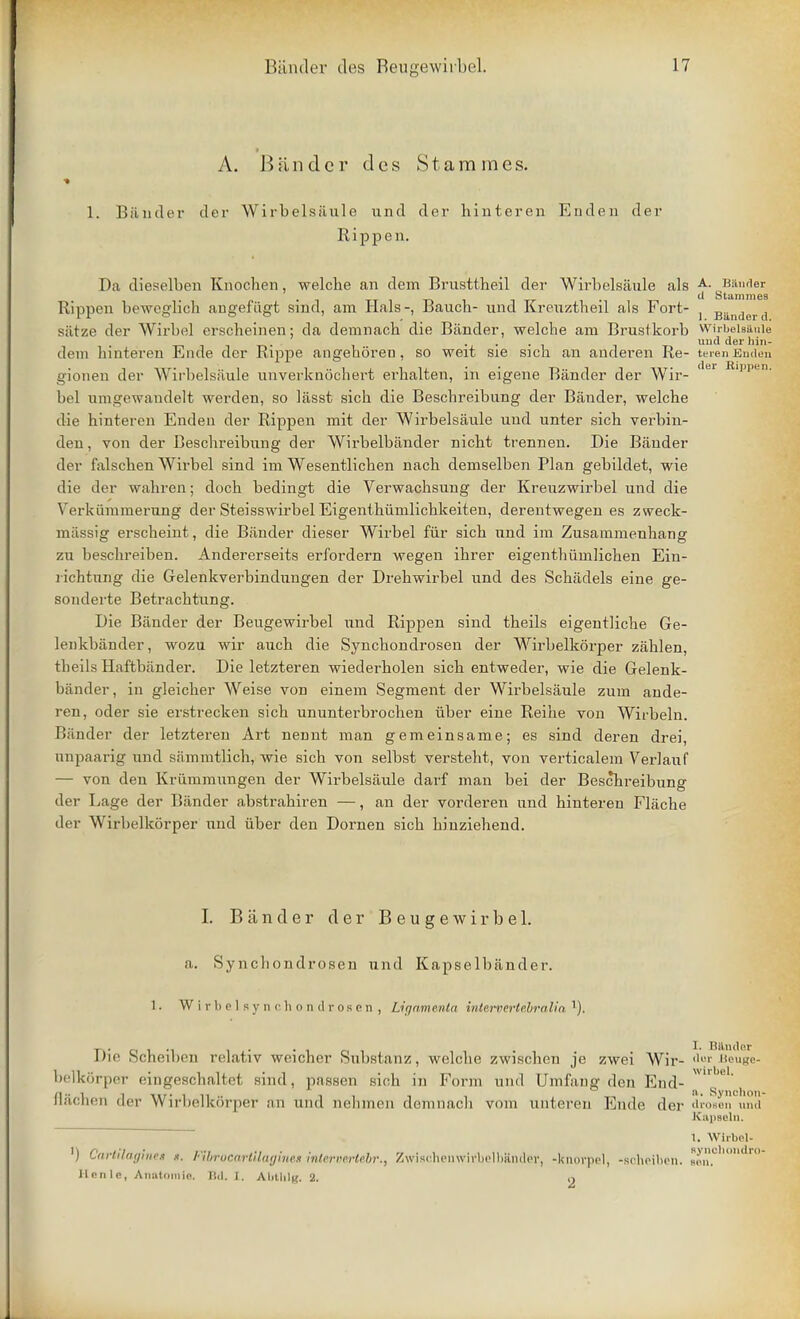A. Bander des Stammes. 1. Bander der Wirbelsiiule und der hinteren Enden der Rippen. Da dieselben Knochen, welche an dem Brusttheil der Wirbelsaide als A- Bander d Stammes Rippen beweglich angefiigt sind, am Hals-, Baucb- und Kreuztheil als Fort- } Banderd satze der Wirbel erscheinen; da demnach die Bander, welche am Brustkorb Wirbelsaule ... und der hin- dem hinteren Ende der Rippe angehoren, so weit sie sich an anderen Re- teren Enden gionen der Wirbelsaule unverknochert erhalten, in eigene Bander der Wir- fel lppeni bel umgewandelt werden, so lasst sich die Beschreibung der Bander, welche die hinteren Enden der Rippen mit der Wirbelsiiule und unter sich verbin- den, von der Beschreibung der Wirbelbiinder nicht trennen. Die Bander der falschen Wirbel sind im Wesentlichen nach demselben Plan gebildet, wie die der wahren; doch bedingt die Verwachsung der Kreuzwirbel und die Verkiimmerung der Steisswirbel Eigenthiimlichkeiten, derentwegen es zweck- miissig erscheint, die Bander dieser Wirbel fur sich und im Zusammenhang zu beschreiben. Andererseits erfordern wegen ihrer eigenthiimlichen Ein- richtung die Gelenkverbindungen der Drehwirbel und des Schadels eine ge- sonderte Betrachtung. Die Bander der Beugewirbel und Rippen sind theils eigentliche Ge- lenkbander, wozu wir auch die Synchondrosen der Wirbelkorper zahlen, theils Haftbiinder. Die letzteren wiederholen sich entweder, wie die Gelenk- bander, in gleicher Weise von einem Segment der Wirbelsaule zum ande- ren, oder sie erstrecken sich ununterbrochen iiber eine Reihe von Wirbeln. Bander der letzteren Art nennt man gemeinsame; es sind deren drei, nnpaarig und sam.mtlich, wie sich von selbst versteht, von verticalem Yerlauf — von den Kriimmungen der Wirbelsaule darf man bei der Beschreibung der Lage der Bander abstrahiren —, an der vorderen und hinteren Flache der Wirbelkorper und iiber den Dornen sich hinziehend. I. Bander der Beugewirbel. a. Synchondrosen und Kapse lb an der. 1. Wirb el sy n o li o n d r oson , Ligamenia interveriehralia 1). Die Scheiben relativ weicher Substanz, welche zwischen je zwei Wir- dur Bouge- belkorper eingeschaltet sind, passen sich in Form und Umfang den End- w'r'' flacnen der Wirbelkorper an und nt'limen demnach vom untereu Ende der drosen und Kapseln. 1. Wirbel- ') Cartilaginet s. Fibrocartilagines inlervertebr., ZwischenwirbelbHnder, -lcnorpel, -scheiben. m llcnle, Anatomie, nd. i. Abthlg. 2. i)