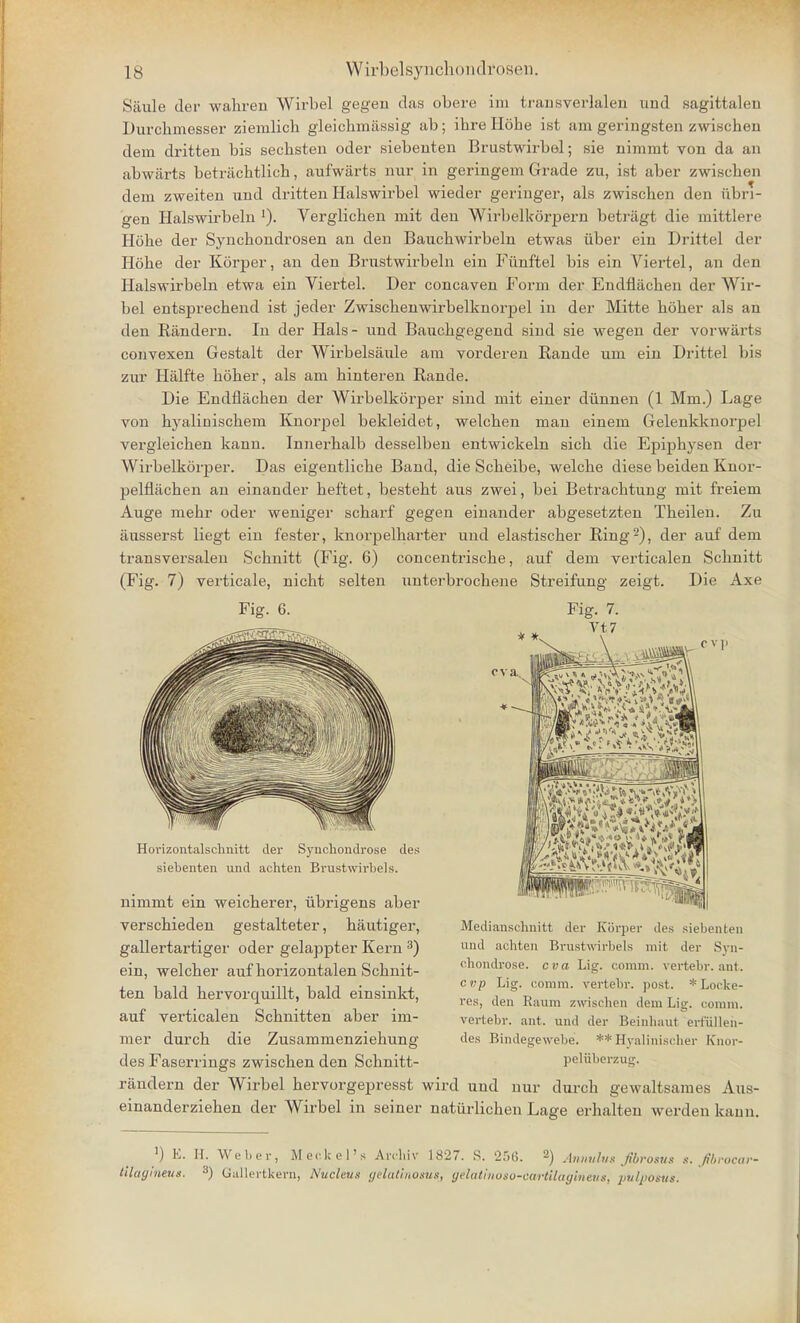 Saule der wahreu Wirbel gcjjeii das obere iin trail sverlalen und sagittalen Durcbmesser ziemlich gleichmassig ab; ihre Hohe ist am geringsten zwischen clem dritten bis secbsten oder siebenten Brustwirbel; sie nimmt von da an abwarts betriichtlicb, aufwarts nur in geringem Grade zu, ist aber zwiseben dem zweiten und dritten Halswirbel wieder geringer, als zwischen den iibri- gen Halswn-beln Verglichen mit den Wirbelkorpern betriigt die mittlere Hobe der Syncbondrosen an den Bancbwirbeln etwas iiber ein Drittel der Hobe der Korper, an den Brnstwirbeln ein Ftinftel bis ein Viertel, an den Halswirbeln etwa ein Viertel. Der concaven Form der Endflacben der Wir- bel entsprecbend ist jeder Zwiscbenwirbelknorpel in der Mitte bober als an den Randern. In der Hals- und Baucbgegend sind sie wegen der vorwarts convexen Gestalt der Wirbelsaule am vorderen Rande um ein Drittel bis zur Halfte bober, als am hinteren Rande. Die Endflacben der Wirbelkorper sind mit einer dunnen (1 Mm.) Lage von hyaliniscbem Knorpel bekleidet, welcben man einem Gelenkknorpel vergleicben kann. Innerbalb desselben entwickeln sicb die Epipbysen der Wirbelkorper. Das eigentlicbe Band, die Scbeibe, welcbe diese beiden Knor- pelflacben an einander beftet, bestebt aus zwei, bei Betracbtung mit freiem Auge mebr oder weniger scbarf gegen einander abgesetzten Tbeilen. Zu ausserst liegt ein fester, knorpelharter und elastiscber Ring2), der auf dem transversalen Schnitt (Fig. 6) concentriscbe, auf dem verticalen Scbnitt (Fig. 7) verticale, nicbt selten unterbrocbene Streifung zeigt. Die Axe Fig. 6. Horizontalschnitt der Synohondrose des siebenten und achten Brustwirbels. nimmt ein weicberer, ubrigens aber verscbieden gestalteter, bautiger, gallertartiger oder gelappter Kern 3) ein, welcber auf borizontalen Scbnit- ten bald bervorquillt, bald einsinkt, auf verticalen Scbnitten aber iin- raer durch die Zusammenziebune- C V )i Medianschnitt der Ki5rper des siebenten und achten Brustwirbels mil der Syn- ohondrose. cva Lig. comm. vertebr. ant. cvp Lig. comm. verlclir. post. * Locke- res, den Raum zwischen dem Lig. comm. vertebr. ant. und der Beinliaut erfullen- des Bindegewebe. **Hyalinischer Knor- des Faserrings zwiseben den Scbnitt- pelnberzug. randern der Wirbel bervorgepresst wird und nur durch gewaltsames Aus- einanderzieben der Wirbel in seiner natiirlichen Lage erhalten werden kaun. ]) E. H. Weber, Meckel's Arcbiv 1827. S. 256. 2) Annulus jibrosus s. fbrocar- tilagineus. 3) Gallertkern, Nucleus yclatinosus, yelatiitosu-cartilayhieu.i, pulpO$U».