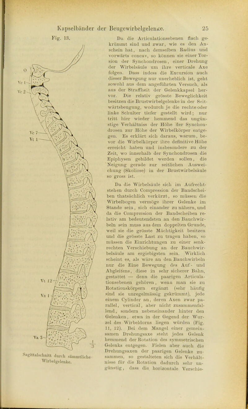 Fig. 18. Sagittalschnitt (lurch Hammtliche Wirlielgclciikc. Da die ArtioulationsebeneE flaoh ge- kriimmt sind und zwar, wie es den An- schein hat, nach dumselben Radius mid vorwiirts concav, so konnen sie einer Tor- sion der Synchondrosen, einer Drehung der Wirbelsaule urn ihre verticale Axe folgen. Dass indess die Excursion audi dieser Bewegung nur unerheblich ist, gelit sowohl aus dem angefuhrten Versuch, als aus der Straff'heit der Gelenkkapsel her- vor. Die relativ grosste Beweglicbkeit besitzen die Brustwirbelgelenke in der Seit- wartsbeugung, wodurch je die rechte oder linke Sclmlter tiefer gestellt wird; nur tritt bier wieder bemmend das ungiin- stige Verhaltniss der Hobe der Synchon- drosen zur Hijhe der Wirbelkorper entge- geu. Es erklart sicb daraus, warum, be- vor die Wirbelkorper ihre definitive Hohe erreicbt babeu und insbesondere zu der Zeit, wo innerbalb der Synchondrosen die Ejiiphysen gebildet werden sollen, die Neigung gerade zur seitlicben Auswei- cbung (Skoliose) in der Brustwirbelsiiule so gross ist. Da die Wirbelsaule sicb im Aufrecbt- steben durcb Compression der Bandschei- ben tbatsiicblicb verkiirzt, so miissen die Wirbelbogen vermoge ibrer Gelenke im Stande sein , sicb einander zu nabern, und da die Compression der Bandscbeiben re- lativ am bedeutendsten an den Baucbwir- beln sein muss aus dem doppelten Grunde, veil sie die grosste Machtigkeit besitzen und die grosste Last zu tragen baben, so miissen die Einrichtungen zu einer senk- rechten Verscbiebung an der Bauchwir- belsaule am ergiebigsten sein. Wirklich scbeint es, als ware an den Bauclnvirbeln nur die Eiue Bewegung des Auf- und Abgleitens, diese in sebr sicberer Babn, gestattet — denn die paarigen Articula- tionsebeuen geboren, wenn man sie zu Rotationskorpern erganzt (sebr haufig sind sie unregelmassig gekriimmt), jede einem Cylinder an, deren Axen zwar pa- rallel, vertical, aber nicht zusammenfal- lend, sondern nebeneinander hinter den Gelenkon, elwn in der Gegend der Wtir- zel des Wirbeldorns liegeu wiirden (Fig. 11, 12). Bei dem Mangel einer gemein- samen Drehungsaxe stebt jedes Gelenk ln-ininend del' Rotation d<>s svmmet riscli<>n Geleuks entgegen. Pielen aber auob die Drebungsaxen der paarigen Gelenke zu- Hainmen, so gestalteten sicb die Verbiilt- nisse fiir die Rotation dadurcb sebr im- giinstig, dass die horizontal Verschie-