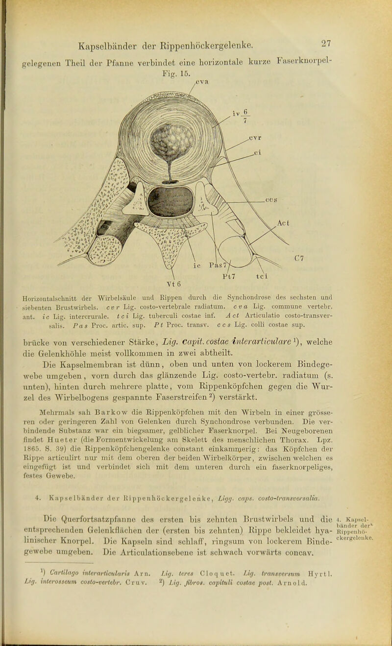 gelegenen Theil der Pfanne verbinclet eine horizontal kurze Faserknorpel- Fig. 15. Vt 6 Horizontalschnitt der Wirbelsaule unci Rippen durch die Synchondrose des sechsten und siebenten Brustwirbels. cvr Lig. costo-vertebrale radiatum. cva Lig. commune vertebr. ant. ic Lig. intercrurale. tci Lig. tubereuli costae inf. Act Articulatio costo-transver- salis. Pas Proc. artio. sup. Pt Proc. transv. ccs Lig. colli costae sup. briicke von verscbiedener Starke, Lig. Capit, costae inter articular ex), welche die Gelenkhohle meist vollkoininen in zwei abtheilt. Die Kapselmembran ist diinn, oben und unten von lockerem Bindege- webe umgeben, vorn durch das glanzende Lig. costo-vertebr. radiatum (s. unten), hinten durch mehrere platte, vom Rippenkopfchen gegen die Wur- zel des Wrrbelbogens gespannte Faserstreifen 2) verstarkt. Mehrmals sah Barkow die Rippenkopfchen mit den Wirbelu in einer grosse- ren oder geringeren Zahl von Gelenken durch Synchondrose verbunden. Die ver- bindende Substanz war ein biegsamer, gelblicher Faserknorpel. Bei Neugeborenen findet Hueter (die Fonnentwickelung am Skelett des menschlichen Thorax. Lpz. 1865. 8. 39) die Rippenkopfchengelenke constant einkamnjerig: das Kopfchen der Rpippe articulirt nur mit dem oberen der beiden Wirbelkorper, zwischen welchen es eingef&gt ist und verbindet sich mit dem unteren durch ein faserknorpeliges, festes Gewebe. 4. Kapselbander der K i p p c nh iic k e rgc 1 c n k c, Ligg. caps, costo-lransversalia. Die Qnerfortsfi.tz|)fiMiiK? des ersten bis zehnten Brustwirbels und die i. Kapsel- cntsprechenden Gelenkfliichen der (ersten bis zehnten) Rippe bekleidet hya- RippenhO- linischer Knorpel. Die Kapseln sind sohlaff, ringsum von lockerem Biude- ckerselenkl gewebe umgeben. Die Articulationsebeno ist schwach vorwiirts concav. l) Cartilago iitlerarticularis Am. Lig. teres Cloquct. Lig. transvcrsum Hyrtl. Lig. interosseum coslo-vertcbr. Cruv. 2) Lig. jibros. capituli costae post. Arnold.