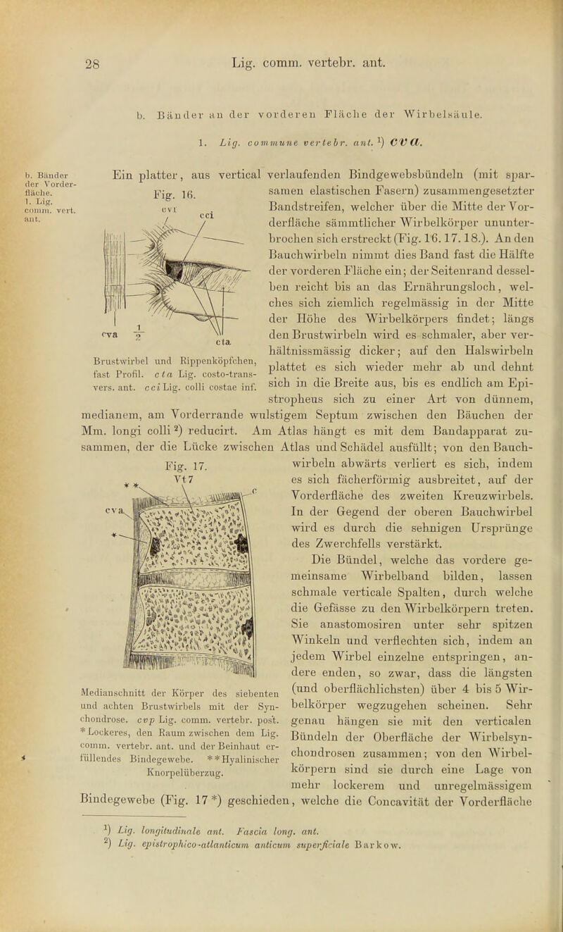 b. Bander au der vordereu Flaclie der Wirbeltsaule. 1. Lig. commune verlebr. ant.1) CV d. b. Biimlei- der Vorcler- Q&che. 1. Lig. c- iii. vert. ant. Ein platter, aus vertical verlaufeuden Bindgewebsbundeln (mit spar- Fig. Hi. cva eta Brustwirbel und Rippenkbpfehen, fast Profil. eta Lig. costo-trans- vers. ant. cci Lig. colli costae inf. sanieii elastischen Fasern) zusammengesetzter Bandstreifen, welcher iiber die Mitte der Vor- derllache sammtlicher Wirbelkorper ununter- brochen sich erstreckt (Fig. 16.17.18.). An den Bauchwirbeln nimmt dies Band fast die Halfte der vorderen Flache ein; der Seitenrand dessel- ben reicbt bis an das Ernabrungsloch, Wel- ches sich ziemlicb regelmassig in der Mitte der Hobe des Wirbelkorpers findet; langs den Brnstwirbeln wird es schnialer, aber ver- haltnissmassig dicker; anf den Halswirbeln plattet es sicb wieder mebr ab und debnt sicb in die Breite aus, bis es endlicb am Epi- stropheus sicb zu einer Art von diinnem, raedianem, am Vorderrande wulstigem Septum zwiscben den Bauchen der Mm. longi colli 2) reducirt. Am Atlas hangt es mit dem Bandapparat zu- sammen, der die Liicke zwiscben Atlas und Scbadel ausfullt; von den Bauch- wirbeln abwarts verliert es sich, indem es sich facherformig ausbreitet, auf der Vorderflache des zweiten Kreuzwirbels. In der Gegend der oberen Bauchwirbel wird es durcb die sehnigen Urspriinge des Zwerchfells verstarkt. Die Biindel, welche das vordere ge- meinsame Wirbelband bilden, lassen schmale verticale Spalten, durch welche die Gefasse zu den Wirbelkorpern treten. Sie anastomosiren unter sehr spitzen Winkeln und verflechten sich, indem an jedem Wirbel einzelne entsj^ringen, an- dere enden, so zwar, dass die liingsten Medianschnitt der Kbrper des siebenten (Und oberflachlichsten) iiber 4 bis 5 Wir- belkorjaer wegzugehen scheinen. Sehr genau ban gen sie mit den verticalen Biindeln der Oberflache der Wirbelsjrn- chondrosen zusammen; von den AVirbel- korpern sind sie durch eine Lage von mehr lockerem und unregelmassigem Bindegewebe (Fig. 17*) geschieden, welche die Concavitiit der Vorderflacbe und achten Brustwirbels rnit der Syn- chondrose. cvp Lig. comm. vertebr. post. *Lockeres, den Raum zwischen dem Lig. comm. vertebr. ant. und der Beinhaut er- t'iillendes Bindegewebe. **Hyalinischer Knorpeliiberzug. J) Lig. longitudinals ant. Fascia long. ant. 2) Lig. cpistrophico-atlanticum anticum superjiciale Barkow.