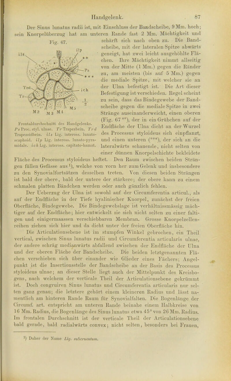 Dei- Sinus lunatus radii ist, rnit Einschluss der Bandscheibe, 9 Mm. hoch; st'in Knorpeluberzug hat am untercn Rande fast 2 Mm. Machtigkeit und scharft sich nach oben zu. Die Band- scbeibe, mit der lateralen Spitze abwiirts geneigt, bat zwei leicbt ausgehohlte Flii- cbeu. Ibre Machtigkeit nimmt allseitig von der Mitte (1 Mm.) gegen die Rander zu, am meisten (bis auf 5 Mm.) gegen die mediale Spitze, mit welcber sie an der Ulna befestigt ist. Die Art dieser Befestigung ist verscbieden. Regel scheint zu sein, dass das Bindegewebe der Band- scheibe gegen die mediale Spitze in zwei Strange auseinanderweicht, einen oberen (Fig. 67**), der in ein Grubchen auf der Endflache der Ulna dicht an derWurzel Ps Proc. styl. ulnae. Tr IrapezDem. Tvd Trapezoidbein. ils Lig. inteross. lunato- ties Processus styloideus sich einpflanzt, scaphoid, ilp Lig. inteross. hmato-pyra- und einen unteren (***)i der sich an die midale. ich Lig. inteross. capitato-hamat. lateralwarts schauende, nicht selten von einer diinnen Knorpelschicbte bekleidete Fliiche des Processus styloideus heftet. Den Raum zwiscben beiden Stran- gen fiillen Gefasse aus a), welche von vorn ber zum Gelenk und insbesondere zu den Synovialfortsatzen desselben treten. Von diesen beiden Strangen ist bald der obere, bald der untere der starkere; der obere kann zu einem schmalen platten Bandchen werden oder aucb ganzlich fehlen. Der Ueberzug der Ulna ist sowobl auf der Circumferentia articub, als auf der Endflache in der Tiefe hyaliniscber Knorpel, zunachst der freien Oberflache, Bindegewebe. Die Bindegewebslage ist verhjiltnissmassig miicb- tiger auf der Endflache; bier entwickelt sie sich nicht selten zu einer falti- gen und einigermaassen verschiebbaren Membran. Grosse Knorpelzellen- reihen zieben sich bier und da dicht unter der freien Oberfliicbe bin. Die Articulationsebene ist im stumpfen Winkel gebrochen, ein Theil vertical, zwiscben Sinus lunatus radii und Circumferentia articularis ulnae, der andere schriig medianwitrts abfallend zwiscben der Endflache der Ulna and der oberen Flacbe der Bandscheibe. Die beiden letztgenannten Fla- ( hen verschieben sich iiber einander wie Glieder eines Fjichers; Angel- punkt ist die Insertionsstelle der Bandscheibe an der Basis des Processus styloideus ulnae; an dicser Stelle liegt auch der Mittelpunkt des Kreisbo- gens, nach welchem der verticale Theil der Articulationsebene gekriimmt ist. Doch congruiren Sinus lunatus und Circumferentia articularis nur sel- fceB ganz genau; die letztere gehort einem kleineren Radius und lasst na- mentlich am hinteren Rande Raum fiir Synovialfalten. Die Bogenlilnge der Circumfi art. entspricbt am unteren Rande beinabe einem Halbkreise von 16 Mm. Radius, die Bogenlange des Sinus lunatus etwa 45° von 26 Mm. Radius. Im frontalen Darcbscbnitt ist der vertically Theil der A.rticulationsebene bald gerade, bald radialwarts convex; nicht selten, besonders bei Frauen, ) Dahcr der Name Lig. subcruenium.