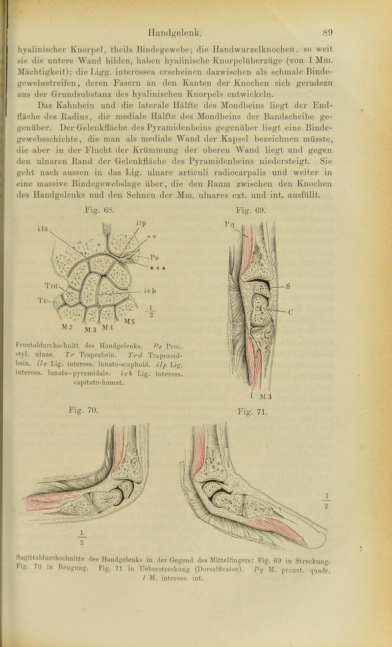 byaliniscker Knorpel, bheila Bindegewebej die Eandwurzelknocken, so weit sie die antere Wand bilden, babeii hyaliniscke Knorpeliiberzuge (von 1 Mm. Macktigkeit); dieLigg. interossea ersckeinen dazwisclun als selnnale Binde- gewebsstreifen, dei-en Fasern an den Kanten der Knochen sicb geradezu aus dei- Grundsubstanz des kyaliniscken Knorpels entwickeln. Das Kaliabein und die laterale Hiilftc des Mondbeins liegt der End- flacbe des Radius, die mediale Halffce des Mondbeins der Bandscbeibe ge- geniiber. Der Gelenkfliiche des Pyramidenbeins gegeniiber liegt eine Binde- gewebsscbicbte, die man als mediale Wand der Kapsel bezeicbnen miisste, die aber in der Flncbt der Krummung der oberen Wand liegt und gegen den ulnaren Rand der (ielenkfliiebe des Pyramidenbeins niedersteigt. Sie gekt nacb aussen in das Lig. ulnare articnli radiocarpalis und weiter in eine massive Bindegewebslage iiber, die den Raum zwiscben den Knocben des Handgelenks und den Sebnen der Mm. ulnares ext. und int. ausfullt. Fig. 63. Fig. 69. Sagittaldurchschnitte des Handgelenks in der Gegeiul des MitteKingcrs: Fig. 69 in Streckung. Fig. 70 in Bcugung. Fig. 71 in Uehcrstreckung (Dorsalflexion). Pq M. pronnt. qnadr. / M. inteross. int.