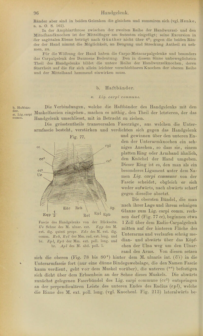 Bander aber sind in beiden Gelenkeu die gleichen uud summiren sich (vgl. Henke, a. a. O. S. 162). In der Amphiarthrose zwiscben der zweiten Beilie der Handwurzel- und den Mittelhandknochen ist der Mittelfinger am f'estesten ein'gefiigt; seine Excursion in der sagittalen Ebene betragt uaeh Giinther nicht iiber 6°; gegen die beiden Ban- der der Hand nimmt die Mogliebkeit, an Beugung und Streckung Antheil zu neh- men, zu. Fiir die Wolbung der Hand haben die Carpo-Metacarpalgelenke uud besonders das Carpalgelenk des Daumens Bedeutung. Den in diesem Sinne unbeweglicbsten Tbeil des Handgeleuks bildet die untere Beihe der Handwurzelknoelieu, deren Starrheit auf die fiir sich allein leichter verscbiebbaren Knochen der oberen Beibe und der Mittelhaud hemmend einwirken muss. b. Haftbander. ((. Lig. carpi commune. b. H&ftbiin- der. Ct. Lig. carpi comm. Die Verbindungen, welcbe die Haftbander des Handgelenks mit den Mnskelfascien eingeben, macben es notbig, den Tbeil der letzteren, der das Handgelenk mnscbliesst, mit in Betracbt zu zieben. Die grosstentbeils transversalen Faserziige, aus welcben die Unter- armfascie bestebt, verstarken und verdicbten sicb gegen das Handgelenk Fig. 77. und gewinnen iiber den unteren En- den der Unterarmknocben ein seb- niges Anseben, so dass sie, einem platten Ring oder Armband abnlicb, den Knocbel der Hand umgeben. Dieser Ring ist es, den man als ein besonderes Ligament unter dem Na- men Lig. carpi commune von der Fascie scbeidet, obgleicb er sicb weder aufwarts, nacb abwiirts scbarf gegen dieselbe absetzt. Die obersten Biindel, die man nacb ibrerLageund ibrem sebnigen Grlanze zum Lig. carpi comm. recb- nen darf (Fig. 77 cc), beginnen etwa 1 Zoll iiber dem Radio-Carpalgelenk mitten auf der binteren Fliicbe des Unterarms und verlaufen scbriig me- dian- und abwarts iiber das Kopf- rand des Arms. Von diesen setzen sicb die oberen (Fig. 78 bis 80*) binter dem M. ulnaris int. (£77) in die Unterarmfascie fort (nur eine diinne Bindegewebslage, die den Namen Fascie kaum verdient, gebt vor dem Muskel voriiber), die unteren (**) befestigeu sicb dicbt iiber dem Erbsenbein an der Sebne dieses Muskels. Die abwiirts zunacbst gelegenen Faserbiindel des Lig. carpi commune (cc1) entspringen an der perpendicularen Leiste des unteren Endes des Radius (epl), welcbe die Rinne des M. ext. poll. long. (vgl. Knoclienl. Fig. 213) lateralwarts be- EP1 Epb Fascie des Handgelenks von der Riickseite. We Sehne des M. ulnar, ext. -Eqp des M. ext. dig. quinti propr. Edc des M. ext. dig. comm. Reb, Rel der Mm. rad. ext. long, und br. Epl, Epb der Mm. ext. poll. long, und