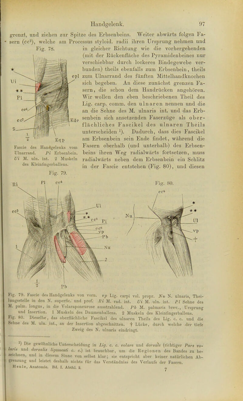 grenzt, rind Ziehen zur Spitze des Erbsenbeins. Weiter abwiirts folgen Fa- sern (cc2), welcbe ain Processus styloid, radii ihren Ursprung nehmen und Fig. 78. in gleicher Riclitung wie die vorhergebenden (mit der Ruckenfliiche des Pyramidenbeines nur verschiebbar durch lockeres Bindegewebe ver- bunden) theils ebenfalls zum Erbsenbein, theils epl zum Ulnarrand des fiinfteu Mittelbaudknochen sicb begebeu. An diese zunacbst grenzen Fa- sern, die scbon dem Handriicken angehoren. Wir wollen den eben bescbriebenen Tbeil des Lig. carp. comm. den ulnar en nennen und die an die Sebne des M. ulnaris int. und das Erb- senbein sicb ansetzenden Faserziige als ober- flacbliches Fascikel des ulnaren Theils unterscbeiden ]). Dadurch, dass dies Fascikel am Erbsenbein sein Ende findet, wahrend die Fasern oberhalb (und unterbalb) des Erbsen- beins ibren Weg radialwarts fortsetzen, muss radialwarts neben dem Erbsenbein ein Scblitz in der Fascie entstehen (Fig. 80), und diesen Fascie des Handgelenks vom Ulnarrand. Pi Erbsenbein. Ui M. ulu. int. 2 Muskeln des Kleinfingerballens. Fig. 79. Na Fig. 79. Fascie des Handgelenks von vom. vp Lig. carpi vol. propr. Nu N. ulnaris, Thei- lungsstelle in den N. superfic. und prof. Hi M. rad. int. Ui M. uln. int. PI Sehne des M. palm, longus, in die Volaraponeurose ausstrahlend. Pb M. palmaris brev., Ursprung und Insertion. 1 Muskeln des Daumenballens. 2 Muskeln des Kleinfingerballens. Fig. 80. Dieselbe, das oberflachliclie Fascikel des ulnaren Theils des Lig. c. c. und die Sehne des M. uln. int., an der Insertion abgeschnitten. f Liicke, durch welche der tiefe Zweig des N. ulnaris eindringt. ]) Die gewobnliche Unterscheidung in Lig. c. c. volare und dorsale. (richtiger Pars vo- larU und dorsalis Vujammti c. c.) ist brauchbar, um die Regionen des Bandes zu be- zeichnen, und in diesem Sinne von selbst Ular; sie entspricht aber keiner naturlichen Ab- grenzung und leistet deshalb nichts Fix das Verstiindniss des Verlaufs der Fasern. Henle, Anatomic. Ticl. I. Abthl. 2. 7