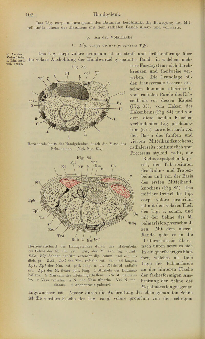 Das Lig. carpo-inetacarpeurn ties Daumens beschrankt die Bewegung des Mit- telliandknochens des Daumens mit dem radialen Eaude ulnar- und vorwavts. Horizontalschnitt des Handgelenkes durch die Mitte des Erbsenbeins. (Vgl. Fig. 81.) Fig. 84. Fpl vpr A /N. y. An del* Volarflaehe. 1. Lig. carpi volare proprium VJ>. ^. An der Das Lig. carpi volare proprium ist ein straff und bruekenformig iiber i.°L^g.carpi die volare Auskohlung der Handwurzel gespanntes Band, in welchem meh- rere Fasersysteine sich durch- kreuzen und theilweise ver- weben. Die Grundlage bil- den transversale Fasern; die- selben koninien ulnarerseits vom radialen Kande des Erb- senbeins vor dessen Kapsel (Fig. 83), vom Haken des Hakenbeins (Fig. 84) und von dem diese beiden Knocben verbindenden Lig. pisohama- tum (s. u.), zuweilen aucb von den Basen des funften und vierten Mittelhandknocbens; radialerseits continuirlicb vom Processus styloid, radii, der Kadiocarpalgelenkkap- sel, den Tuberositaten des Kahn- und Trapez- beins und von der Basis des ersten Mittelhand- knocbens (Fig. 85). Das mittlere Drittel des Lig. carpi volare proprium ist mit dem volar en Tbeil des Lig. c. comm. und mit der Sebne des M. Edq palmarisloDg.verscbmol- zen. Mit dem oberen Rande gebt es in die Reb C EipEdc Unterarmfascie iiber; Horizontalschnitt des Handgelenkes durch das Hakenbein. nach unten setzt es sich Ue Sehne des M. uln. ext. Edq des M. ext. dig. qumti. in ein querfaserigesBlatt Edc, Eip Sehnen der Mm. extensor dig. comm. und ext. in- £ort welcnes als tiefe dicis pr. Reb, Rel der Mm. radialis ext. br. und longus. T , ^ , c • Epl, Eyb der Mm. ext. poll. long. u. br. Ri desM. radialis La£e . falmartascie int. Fpl des M. flexor poll. long. 1 Muskeln des Daumen- an der hinteren Flacbe ballens. 2 Muskeln des Kleinfingerballens. Pb M. palmaris der fiicberformigen Aus- br. r Vasa radialia. u N. und Vasa ulnaria. Nm N. me- breituno- der Sebne des dianus. A Aponeurosis palmaris. . M. palmaris longus genau angewacbsen ist Ausser durch die Ausbreitung der eben genannten Sehne ist die vordere Fliiche des Lig. carpi volare proprium von den schragen