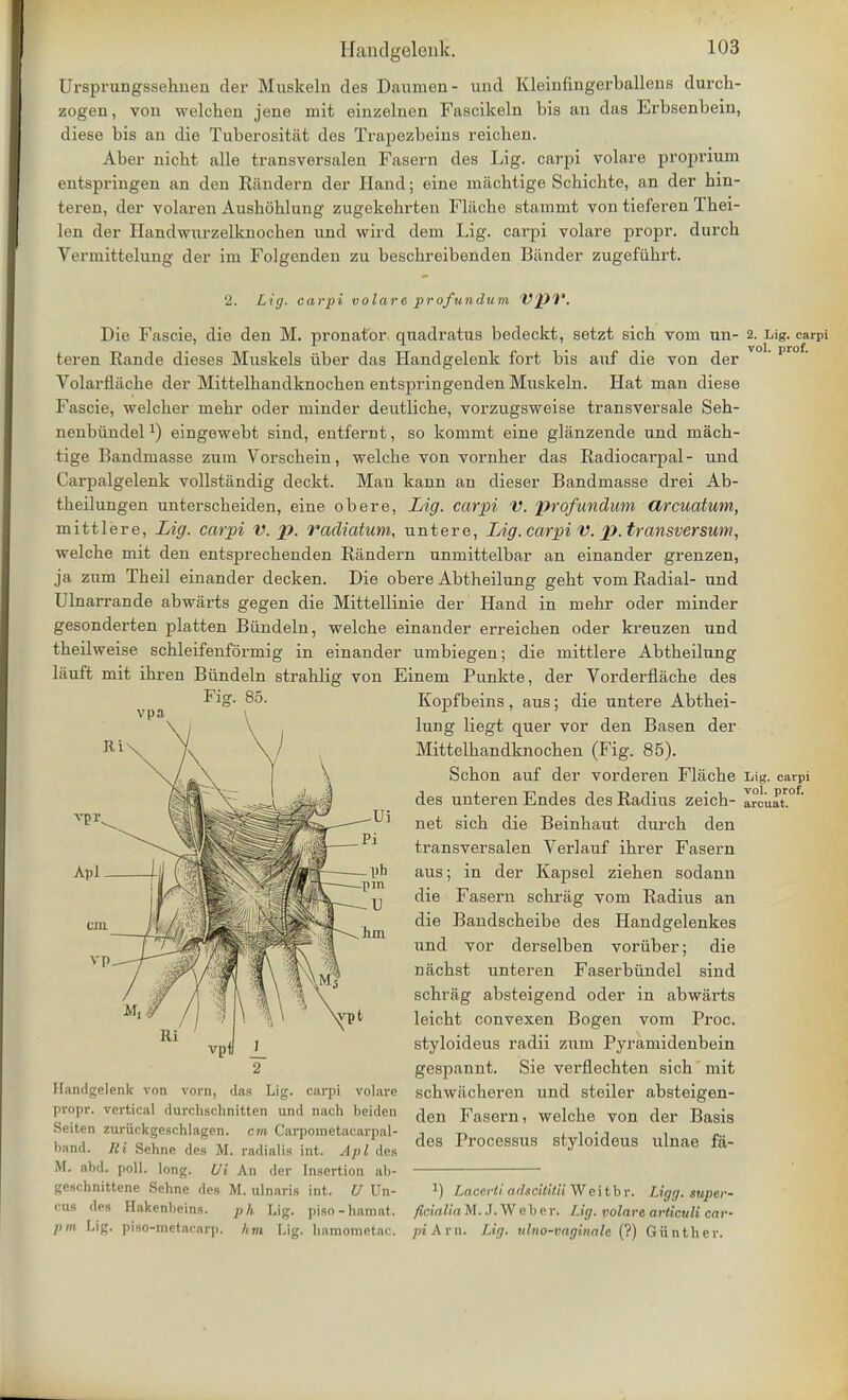 Ursprungssehnen der Muskeln des Daumen- und Kleinfingerballens durch- zogen, von welchen jene mit einzelnen Fascikeln bis an das Erbsenbein, diese bis an die Tuberosittit des Trapezbeins reichen. Aber nicht alle transversalen Fasern des Lig. carpi volare proprium entspringen an den Randern der Hand; eine machtige Scbichte, an der hin- teren, der volaren Ausbdhlung zugekebrten Fliicbe starnmt von tieferen Thei- len der Handwurzelknochen und wird dern Lig. carpi volare propr. durch Vermittelung der im Folgenden zu beschreibenden Bander zugefiihrt. Lig. carpi volare profundum VJ)t*. Die Fascie, die den M. pronator qnadratus bedeckt, setzt sicb voni un- 2. Lig. carpi teren Rande dieses Muskels iiber das Handgelenk fort bis auf die von der Volarfliiche der Mittelhandknochen entspringenden Muskeln. Hat man diese Fascie, welcher mebr oder minder deutlicbe, vorzugsweise transversale Seh- nenbiindel*) eingewebt sind, entfernt, so kommt eine glanzende und mach- tige Bandmasse zum Vorschein, welche von vornher das Radiocarpal- und Carpalgelenk vollstiindig deckt. Man kann an dieser Bandmasse drei Ab- theilungen unterscheiden, eine obere, Lig. carpi V. profundum drcuatum, mittlere, Lig. carpi V. p. vadiatum, untere, Lig. carpi V. 2>-transversum, welche mit den entsprechenden Randern unmittelbar an einander grenzen, ja zum Theil einander clecken. Die obere Abtheilung geht vom Radial- und Ulnarrande abwarts gegen die Mittellinie der Hand in mehr oder minder gesonderten platten Biindeln, welche einander erreichen oder kreuzen und theilweise schleifenformig in einander umbiegen; die mittlere Abtheilung lauft mit ihren Biindeln strahlig von Einem Punkte, der Vorderflache des Kopfbeins, aus; die untere Abthei- lung liegt quer vor den Basen der Mittelhandknochen (Fig. 85). Schon auf der vorderen Flache Lig. carpi des unterenEndes des Radius zeich- Ircuat°f' net sich die Beinhaut durch den transversalen Verlauf ihrer Fasern aus; in der Kapsel ziehen sodann die Fasern schrag vom Radius an die Bandscheibe des Handgelenkes und vor derselben voriiber; die nachst unteren Faserbiindel sind schrag absteigend oder in abwarts leicht convexen Bogen vom Proc. styloideus radii zum Pyramidenbein gespannt. Sie verflechten sich mit schwiicheren und steiler absteigen- den Fasern, welche von der Basis des Processus styloideus ulnae fa- Fi<?. 85. Handgelenk von vorn, das Lig. carpi volare propr. vertical dnrchscbnitten und nach lioiden Seiten zuriickgeschlagen. cm Carpometacarpal- hand. Ri Sehne des M. radialis int. Apl des M. abd. poll. long. Ui An der Insertion ab- geschnittene Sehne des M. ulnaris int. U Un- cus des Hakenbeins. ph Lig. piso-haraat. pm Lig. piso-metacarp. hm Lig. barnometac. ]) Lacerti adsckitii Weitbr. Ligg. siipcr- ficialia M. .1. W e li e r. Lig. polare articuli car- pi Arn. Lig. ulno-vaginah (?) Giintber.
