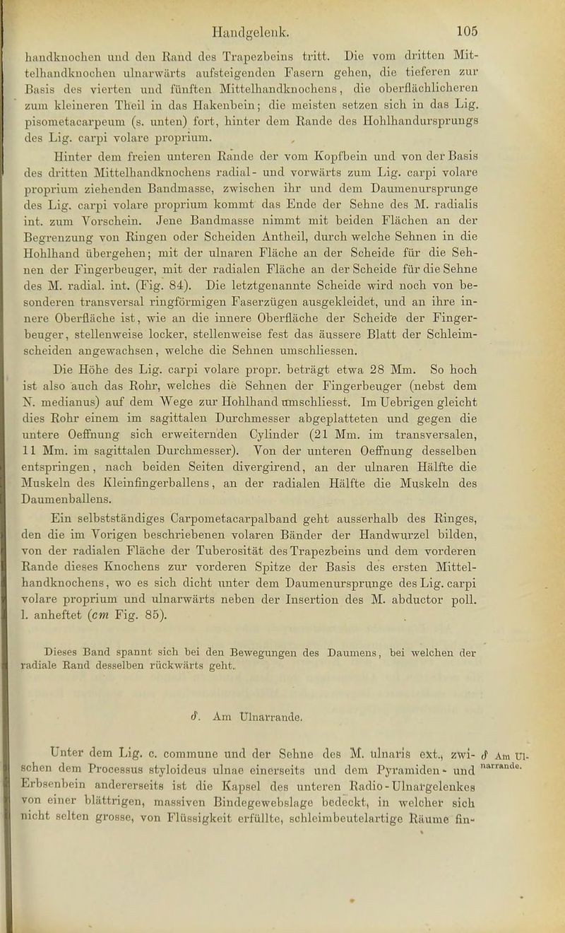 handknoolien unci den Rand des Trapezbeins tritt. Die vom dritten Mit- fcelhandknooh.en ulnarwarts aufsteigenden Fasern gehen, die tieferen zur Basis des vierten und fiinften Mittelhandknochens, die oberfiacblicheren zum kleineren Tbeil in das Hakenbein; die meisten setzen sicb in das Lig. pisometacarpeum (s. unten) fort, binter dem Rande des Hoblbandurspruugs des Lig. carpi volare proprium. Hinter dem freien unteren Rande der vom Kopfbein und von der Basis des dritten Mittelbandknocbens radial- und vorwarts zum Lig. carpi volare proprium ziebenden Bandmasse, zwiscben ibr und dem Daumenursprunge des Lig. carpi volare proprium kommt das Ende der Sebne des M. radialis int. zum Vorscbein. Jene Bandmasse nimmt mit beiden Flacben an der Begrenzung von Ringen oder Scbeiden Antbeil, durcb welcbe Sebnen in die Hoblband iibergeben; mit der ulnaren Flitcbe an der Scbeide fur die Seb- nen der Fingerbeuger, mit der radialen Flacbe an der Scbeide fur die Sebne des M. radial, int. (Fig. 84). Die letztgenannte Scbeide wird nocb von be- sonderen transversal ringformigen Faserzugen ausgekleidet, und an ibre in- nere Obernacbe ist, wie an die innere Oberflacbe der Scheide der Finger- beuger, stellenweise locker, stellenweise fest das aussere Blatt der Scbleim- scbeiden angewacbsen, welcbe die Sebnen umscbliessen. Die Hobe des Lig. carpi volare propr. betragt etwa 28 Mm. So boch ist also auch das Robr, welcbes die Sebnen der Fingerbeuger (nebst dem N. medianus) auf dem Wege zur Hoblband umscbliesst. Im Uebrigen gleicbt dies Robr einem im sagittalen Durcbmesser abgeplatteten und gegen die untere Oeffnung sicb erweiternden Cylinder (21 Mm. im transversalen, 11 Mm. im sagittalen Durcbmesser). Von der unteren Oeffnung desselben entspringen, nacb beiden Seiten divergirend, an der ulnaren Halfte die Muskeln des Kleinfingerballens, an der radialen Halfte die Muskeln des Daumenballens. Ein selbststandiges Carpometacarpalband gebt ausserbalb des Ringes, den die im Vorigen bescbriebenen volaren Bander der Handwurzel bilden, von der radialen Flacbe der Tuberositas des Trapezbeins und dem vorderen Rande dieses Knochens zur vorderen Spitze der Basis des ersten Mittel- bandknocbens, wo es sicb dicbt unter dem Daumenursprunge des Lig. carpi volare proprium und ulnarwarts neben der Insertion des M. abductor poll. 1. anbeftet (cm Fig. 85). Dieses Band spannt sich bei den Bewegungen des Daumens, bei welchen der radiale Band desselben ruckwiirts geht. rJ\ Am Ulnarrande. Unter dem Lig. c. commune und der Sehue des M. ulnaris ext., zwi- d1 Am Ul- schen dem Processus styloideus ulnae einerseits und dem Pyramiden- und narrande- Erbsenbein andererseits ist die Kapsel des unteren Radio - Ulnargelenkes von einer blattrigen, massivcn Bindegewebslage bedeckt, in wclcber sicb nicht seiten grosse, von Flussigkeit erfullte, schleimbeutelartigc Rtiume fin-