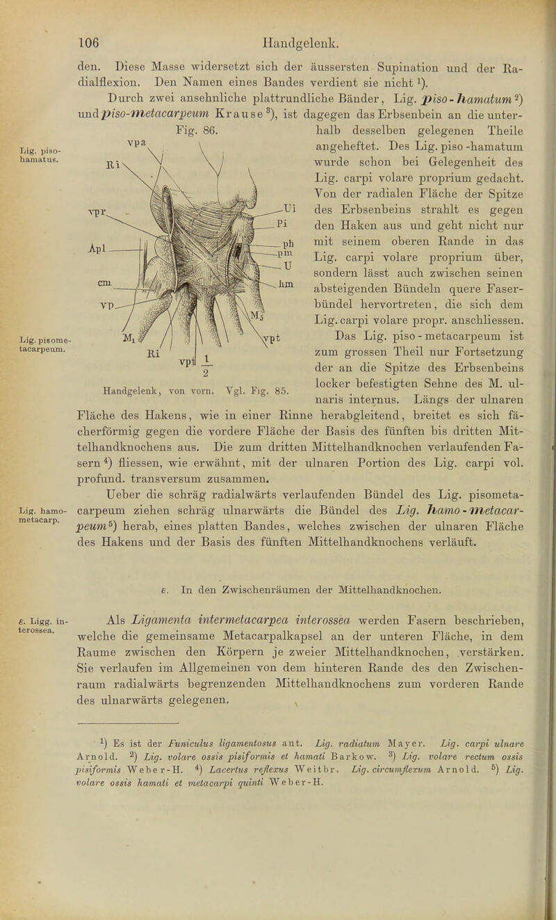 den. Diese Masse widersetzt sich der aussersten Supination und der Ra- dialflexion. Den Namen eines Bandes verdient sie nicht Dui'cb zwei ansebnlicbe plattrundliche Bander, Lig. piso-hamatum'1) undpiso-nietacarpeum Krause8), ist dagegen das Erbsenbein an die unter- halb desselben gelegenen Theile angebeftet. Des Lig. piso -bamatum wurde scbon bei Gelegenbeit des Lig. carpi volare proprium gedacbt. Von der radialen Flacbe der Spitze des Erbsenbeins strablt es gegen den Haken aus und gebt nicbt nur mit seineni oberen Rande in das Lig. carpi volare proprium iiber, sondern lasst aucb zwiscben seinen absteigenden Bundeln quere Faser- bundel bervortreten, die sicb deni Lig. carpi volare propr. anscbliessen. Das Lig. piso - metacarpeuin ist zum grossen Tbeil nur Fortsetzung der an die Spitze des Erbsenbeins locker befestigten Sebne des M. ul- naris internus. Langs der ulnaren Flacbe des Hakens, wie in einer Rinne berabgleitend, breitet es sicb fa- cberformig gegen die vordere Flacbe der Basis des fiinften bis dritten Mit- telbandknocbens aus. Die zum dritten Mittelbandknocben verlaufenden Fa- sern4) fliessen, wie erwabnt, mit der ulnaren Portion des Lig. carpi vol. profund. transversum zusammen. Ueber die scbrag radialwarts verlaufenden Biindel des Lig. pisometa- Lig. hamo- carpeum zieben scbrag ulnarwarts die Biindel des Lig. foamo - metacar- metacarp. peumbj herab, eines platten Bandes, welcbes zwiscben der ulnaren Flacbe des Hakens und der Basis des fiinften Mittelbandknochens verlauft. £. In den Zwischenraumen der Mittelhandknochen. £. Ligg. in- Als Ligamenta intermetacarpea interossea werden Fasern bescbrieben, welcbe die gemeinsame Metacarpalkapsel an der unteren Flacbe, in dem Raume zwiscben den Korpern je zweier Mittelbandknocben, verstarken. Sie verlaufen im Allgemeinen von dem binteren Rande des den Zwiscben- raum radialwarts begrenzenden Mittelbandknocbens zum vorderen Rande des ulnarwarts gelegenen. v ^ Es ist der Funiculus ligamenlosus aut. Lig. radiatum Mayer. Lig. carpi ulnare Arnold. 2) Lig. volare ossis pisiformis el hamati Barkow. 3) Lig. volare rectum ossis pisiformis Weber-H. 4) Lacertus rejlexus Weitbr. Lig. circumjlerum Arnold. 5) Lig. volare ossis hamati et melacarpi quinti Weber-H.