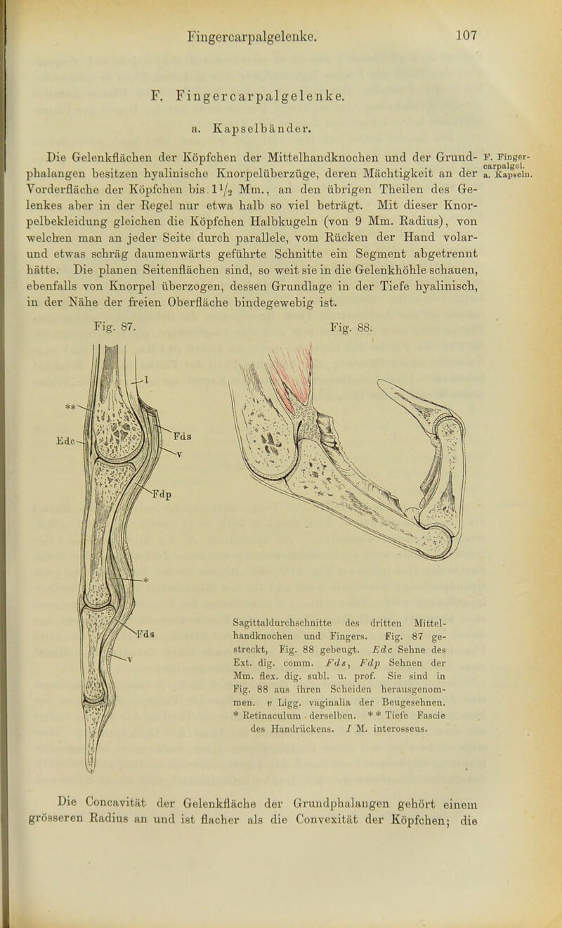 F. Fingercarpalgelenke. a. Kapselbander. Die Gelenkfiachen der Kopfchen der Mittelhandknochen und der Grund- V. Finger- phalangen besitzen hyalinische Knorpeliiberziige, deren Machtigkeit an der a. Kapaelu. Vorderflacbe der Kopfchen bis 1 i/2 Mm., an den ubrigen Theilen des Ge- lenkes aber in der Kegel nur etwa halb so viel betriigt. Mit dieser Knor- pelbekleidung gleichen die Kopfchen Halbkugeln (von 9 Mm. Kadius), von welcben man an jeder Seite durch parallele, vom Riicken der Hand volar- und etwas schrag daumenwiirts gefiihrte Schnitte ein Segment abgetrennt hatte. Die planen Seitenflachen sind, so weit sie in die Gelenkhohle schauen, ebenfalls von Knorpel iiberzogen, dessen Grundlage in der Tiefe hyalinisch, in der Nahe der freien Oberflache bindegewebig ist. Fig. 87. Fig. 88. Sagittaldurcbschnitte des dritten Mittel- handknochen und Fingers. Fig. 87 ge- streckt, Fig. 88 gebeugt. Edc Sehne des Ext. dig. comm. Fds, Fdp Sehnen der Mm. flex. dig. subl. u. prof. Sie sind in Fig. 88 aus ihren Scheiden herausgenom- men. v Ligg. vaginalia der Beugesehnen. * Retinaculum derselben. ** Tiefe Fascie des Handriickens. / M. interosseus. Die Concavitiit der Gelenkflache der Grundphalangen gehort einem grosseren Radius an und ist flacher als die Convexitiit der Kopfchen; die