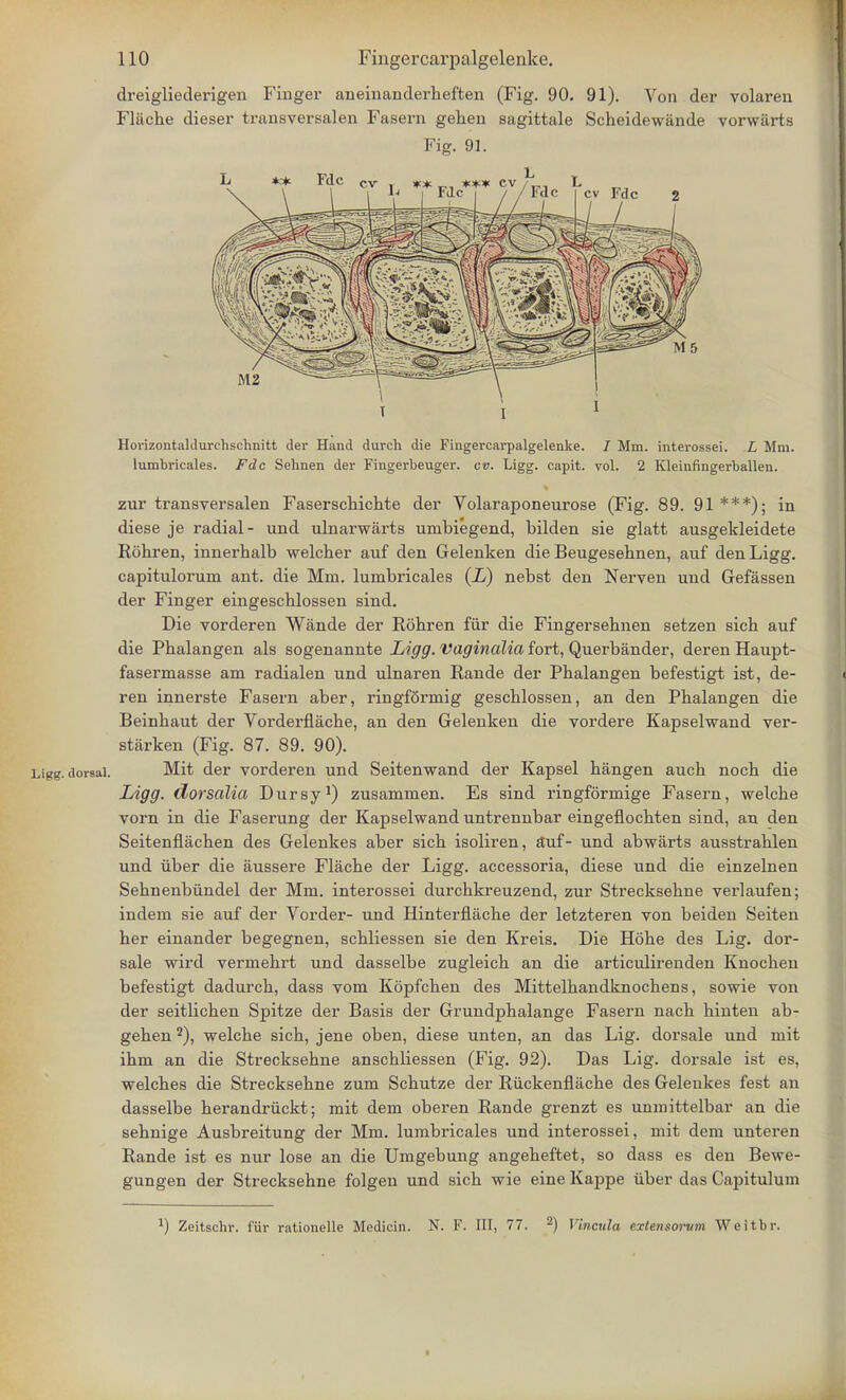dreigliederigen Finger aneinanderbeften (Fig. 90. 91). Von der volaren Flficbe dieser transversa]en Fasern gehen sagittale Scheidewande vorwarts Fig. 91. Horizontaldurchschnitt der Hand durch die Fingercarpalgelenke. / Mm. interossei. L Mm. himbricales. Fdc Sehnen der Fingerbeuger. cv. Ligg. capit. vol. 2 Kleinfingerballen. zur transversalen Faserschichte der Volaraponeurose (Fig. 89. 91 ***); in diese je radial- und ulnarwarts umbiegend, bilden sie glatt ausgekleidete Robren, innerbalb welcber auf den Gelenken die Beugesebnen, auf den Ligg. capituloruni ant. die Mm. lumbricales (_Z>) nebst den Nerven und Gefassen der Finger eingescblossen sind. Die vorderen Wande der Robren fur die Fingersehnen setzen sicb auf die Pbalangen als sogenannte Ligg. Vaginalia fort, Querbander, deren Haupt- fasermasse am radialen und ulnaren Rande der Pbalangen befestigt ist, de- ren innerste Fasern aber, ringfSrmig gescblossen, an den Pbalangen die Beinbaut der Vorderflacbe, an den Gelenken die vordere Kapselwand ver- starken (Fig. 87. 89. 90). Ligg. dorsal. Mit der vorderen und Seitenwand der Kapsel bangen aucb nocb die Ligg. dorsalia Dursy1) zusammen. Es sind ringformige Fasern, welcbe vorn in die Faserung der Kapselwand untrennbar eingeflocbten sind, an den Seitenflacben des Gelenkes aber sicb isoliren, auf- und abwarts ausstrablen und uber die aussere Flacbe der Ligg. accessoria, diese und die einzelnen Sebnenbundel der Mm. interossei durcbkreuzend, zur Strecksebne verlaufen; indem sie auf der Vorder- und Hinterflacbe der letzteren von beiden Seiten ber einander begegnen, scbliessen sie den Kreis. Die Hobe des Lig. dor- sale wird vermebrt und dasselbe zugleicb an die articulirenden Knocben befestigt dadurcb, dass vom Kopfcben des Mittelbandknocbens, sowie von der seitlicben Spitze der Basis der Grundpbalange Fasern nacb hinten ab- geben 2), welcbe sicb, jene oben, diese unten, an das Lig. dorsale und mit ibm an die Strecksebne anscbliessen (Fig. 92). Das Lig. dorsale ist es, welcbes die Strecksebne zum Scbutze der Riickenflacbe des Gelenkes fest an dasselbe berandruckt; mit dem oberen Rande grenzt es unmittelbar an die sebnige Ausbreitung der Mm. lumbricales und interossei, mit dem unteren Rande ist es nur lose an die Umgebung angebeftet, so dass es den Bewe- gungen der Strecksebne folgen und sicb wie eine Kappe iiber das Capitulum a) Zeitschr. fiir rationelle Medicin. N. F. Ill, 77. 2) Vinculo, extensorum Weitbr.