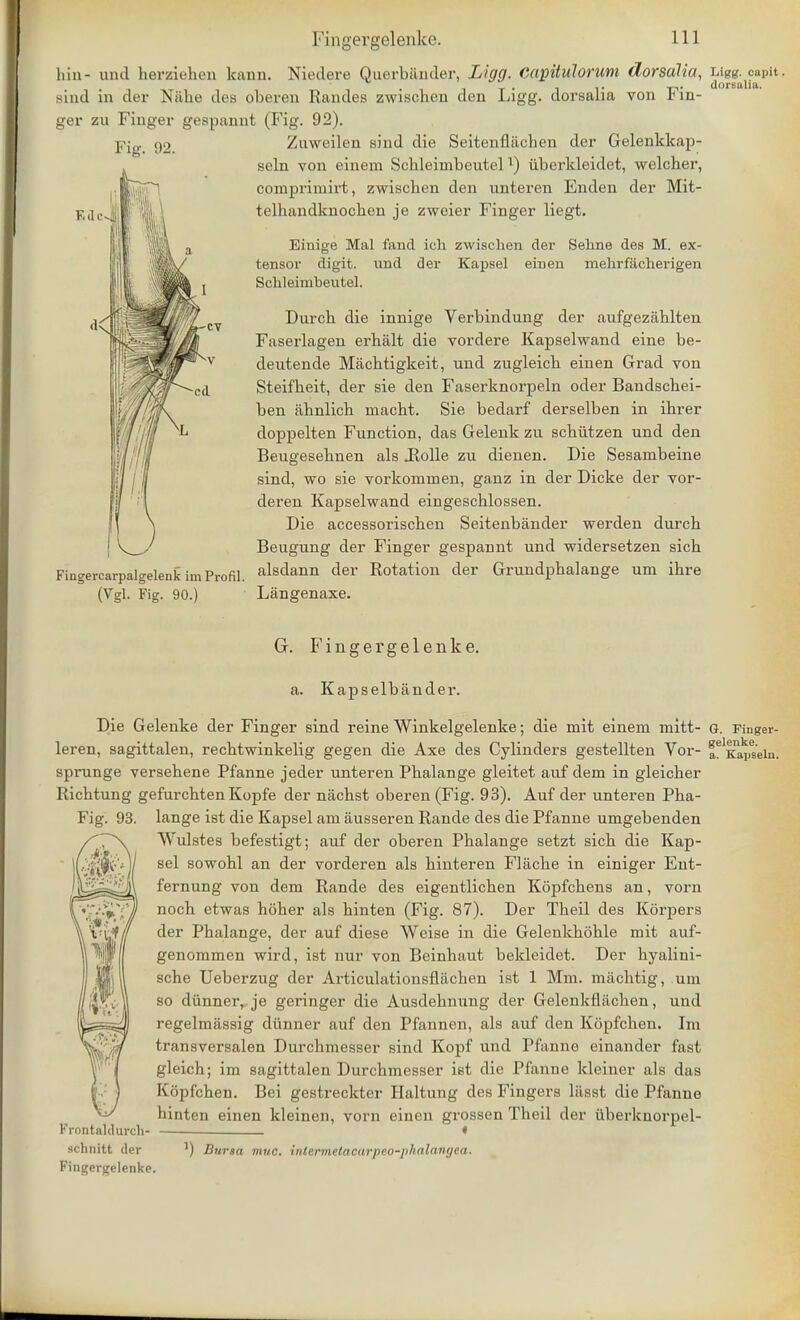 hin- unci herzieben kann. Niedere Querbiinder, Ligg. Capitnloriini dorsalia, Ligg. capit. ...... -p,. dorsalia. sind in der Nahe des obeven Randes zwischen den Ligg. dorsaha von lin- ger zu Finger gespannt (Fig. 92). Fig. 92. F.ilc^jj Fingercarpalgelenk im Profil. (Vgl. Fig. 90.) Zuweilen sind die Seitenfliichen der Gelenkkap- seln von einem ScbleimbeutelT) uberkleidet, welcher, comprimirt, zwiscben den unteren Enden der Mit- telhandknochen je zweier Finger liegt. Einige Mai fand ich zwischen der Sehne des M. ex- tensor digit, und der Kapsel einen mehrfacherigen Sclileimbeutel. Durcb die innige Verbindung der aufgeziiblten Faserlagen erhalt die vordere Kapselwand eine be- deutende Macbtigkeit, und zugleicb einen Grad von Steifbeit, der sie den Faserknorpeln oder Bandschei- ben iihnlich inacht. Sie bedarf derselben in ibrer doppelten Function, das Gelenk zu schtitzen und den Beugesehnen als JRolle zu dienen. Die Sesanibeine sind, wo sie vorkommen, ganz in der Dicke der vor- deren Kapselwand eingescblossen. Die accessoriscben Seitenbander werden durcb Beugung der Finger gespannt und widersetzen sicb alsdann der Rotation der Grundpbalange una ibre Langenaxe. G. Fingergelenke. a. Kapselbander. Die Gelenke der Finger sind reine Winkelgelenke; die mit einem mitt- G. Finger- leren, sagittalen, recbtwinkelig gegen die Axe des Cylinders gestellten Vor- a^Kapsein. sprunge versebene Pfanne jeder unteren Pbalange gleitet auf dem in gleicber Ricbtung gefurcbten Kopfe der nacbst oberen (Fig. 93). Auf der unteren Pba- Fig. 93. lange ist die Kapsel am ausseren Rande des die Pfanne umgebenden Wulstes befestigt; auf der oberen Pbalange setzt sicb die Kap- sel sowohl an der vorderen als binteren Flacbe in einiger Ent- fernung von dem Rande des eigentlicben Kopfcbens an, vorn nocb etwas hober als hinten (Fig. 87). Der Tbeil des Korpers HTri$/ der Phalange, der auf diese Weise in die Gelenkhoble mit auf- genommen wird, ist nur von Beinbaut bekleidet. Der byalini- sche Ueberzug der Articulationsflachen ist 1 Mm. macbtig, um so diinner, je geringer die Ausdebnung der Gelenkflacben, und regelmassig diinner auf den Pfannen, als auf den Kopfchen. Im transversalen Durchmesser sind Kopf und Pfanne einander fast gleich; im sagittalen Durchmesser ist die Pfanne kleiner als das Kopfchen. Bei gestreckter Haltung des Fingers liisst die Pfanne binten einen kleinen, vorn einen grossen Theil der iiberknorpel- « Krontaldurcli- schnitt der Fingergelenke. Bursa muc. inlermelacarpeo-pltalavgea.