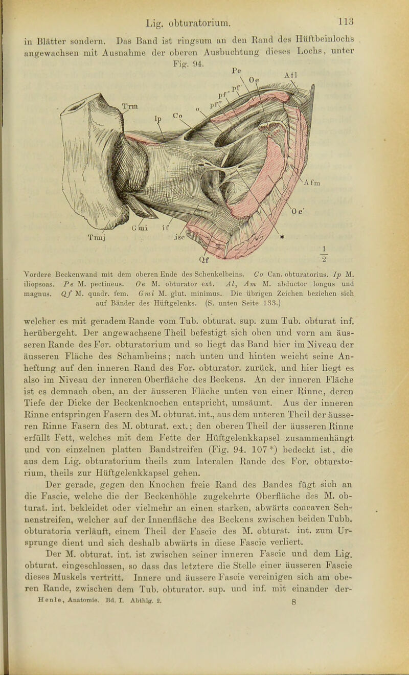 in Bliitter sondern. Das Band ist ringsum an den Rand des Iliiftbeinlochs angewachsen tnit Ausnahme der oberen Ausbuchtung dieses Lochs, unter Vordere Beckenwand mit dem oberen Ende des Schenkelbeins. Co Can. obturatorius. Ip M. iliopsoas. Pe M. pectineus. Oe M. obturator ext. Al, Am M. abductor lougus und magnus. Qf M. quadr. t'em. Gmi M. glut, minimus. Die iibrigen Zeichen beziehen sich auf Bander des Hiiftgelenks. (S. unten Seite 133.) welcher es mit geradem Bande vom Tub. obturat. sup. zuni Tub. obturat inf. heriibergeht. Der angewacbsene Theil befestigt sich oben und vorn am aus- seren Bande des For. obturatorium und so liegt das Band hier im Niveau der iiusseren Flache des Schambeins; nach unten und hinten weicht seine An- heftung auf den inneren Band des For. obturator, zuriick, und hier liegt es also im Niveau der inneren Oberfiache des Beckens. An der inneren Flache ist es demnacb oben, an der iiusseren Flache unten von einer Binne, deren Tiefe der Dicke der Beckenknochen entspricht, umsaumt. Aus der inneren Binne entspringen Fasern des M. obturat. int., aus dem unteren Theil der ausse- ren Binne Fasern des M. obturat. ext.; den oberen Theil der aussereu Binne erfiillt Fett, welches mit dem Fette der Huftgelenkkapsel zusammenhangt und von einzelnen platten Bandstreifen (Fig. 94. 107*) bedeckt ist, die aus dem Lig. obturatorium theils zum lateralen Bande des For. obturato- rium, theils zur Huftgelenkkapsel gehen. Der gerade, gegen den Knochen freie Band des Bandes fiigt sich an die Fascie, welche die der Beckenhohle zugekehrte Oberfiache des M. ob- turat. int. bekleidet oder vielmehr an einen starken, abwiirts concaven Seh- nenstreifen, welcher auf der Innenflache des Beckens zwischen beiden Tubb. obturatoria verlauft, einem Theil der Fascie des M. obturat. int. zum Ur- sprunge dient und sich deshalb abwiiits in diese Fascie verliert. Der M. obturat. int. ist zwischen seiner inneren Fascie und dem Lig. obturat. eingeschlossen, so dass das letztere die Stelle einer ausseren Fascie dieses Muskels vertritt. Innere und ilussere Fascie vereinigen sich am obe- ren Bande, zwischen dem Tub. obturator, sup. und inf. mit einander der- Henle, Anntomio. Bd. I. Abthlg. 2. 8