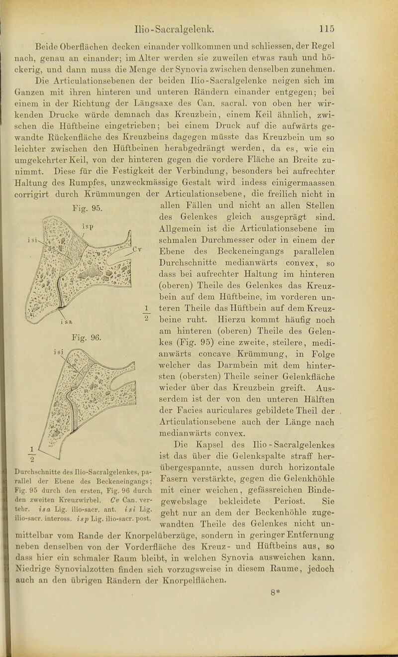 Fig. 95. Beidc Oberflachen decken einander vollkominen und scbliessen, der Regel nach, genau an einander; im Alter werden sie zuweilen etwas raub und bo- ckerig, und dann muss die Menge der Synovia. zwiscben denselben zunebmen. Die Articulationaebenen der beiden Ilio-Sacralgelenke neigen sicb im Ganzen mit ibren binteren und unteren Randern einander entgegen; bei einem in der Iiicbtung der Langsaxe des Can. sacral, von oben ber wir- kenden Drucke wiirde demnacb das Kreuzbein, einem Keil abnlicb, zwi- scben die Huftbeine eingetrieben; bei einem Druck auf die aufwarts ge- wandte Riickenflache des Kreuzbeins dagegen miisste das Kreuzbein urn so leicbter zwiscben den Huftbeinen herabgedriingt werden, da es, wie ein umgekebrter Keil, von der binteren gegen die vordere Fliicbe an Breite zu- nimmt. Diese fur die Festigkeit der Verbindung, besonders bei aufrecbter Haltung des Rumpfes, unzweckmassige Gestalt wird indess einigermaassen corrigirt durch Kriimmungen der Articulationsebene, die freilicb nicbt in alien Fallen und nicbt an alien Stellen des Gelenkes gleicb ausgepragt sind. Allgemein ist die Articulationsebene im scbmalen Durcbmesser oder in einem der Ebene des Beckeneingangs parallelen Durcbscbnitte medianwarts convex, so dass bei aufrecbter Haltung im binteren (oberen) Tbeile des Gelenkes das Kreuz- bein auf dem Huftbeine, im vorderen un- teren Tbeile das Hiiftbein auf dem Kreuz- beine rubt. Hierzu kommt baufig nocb am binteren (oberen) Tbeile des Gelen- kes (Fig. 95) eine zweite, steilere, medi- anwarts concave Kriimmung, in Folge welcber das Darmbein mit dem binter- sten (obersten) Tbeile seiner Gelenkflacbe wieder iiber das Kreuzbein greift. Aus- serdem ist der von den unteren Halften der Facies auriculares gebildete Tbeil der Articulationsebene aucb der Liinge nacb medianwarts convex. Die Kapsel des Ilio - Sacralgelenkes ist das uber die Gelenkspalte straff ber- iibergespannte, aussen durcb borizontale Fasern verstjirkte, gegen die Gelenkboble mit einer weicben, gefassreicben Binde- gewebslage bekleidete Periost. Sie gebt nur an dem der Beckenboble zuge- wandten Theile des Gelenkes nicbt un- mittelbar vom Rande der Knorpcluberziige, sondern in geringer Entfernung neben denselben von der Vorderflacbe des Kreuz- und Huftbeins aus, so dass hier ein schmaler Raum bleibt, in welchen Synovia ausweicben kann. Niedrige Synovialzotten finden sicb vorzugsweise in diesem Raume, jedocb aucb an den iibrigen Randern der Knorpelflacben. 8* Fig. 96. Durchschnitte des Ilio-Saoralgelenkes, pa- rallel der Ebene des Beckeneingangs; Fig. 95 durch den ersten, Fig. 96 durch den zweiten Kreuzwirbel. Cv Can. ver- tebr. is a Lig. ilio-sacr. ant. isi Lig. ilio-sacr. inteross. isp Lig. ilio-sacr. post.