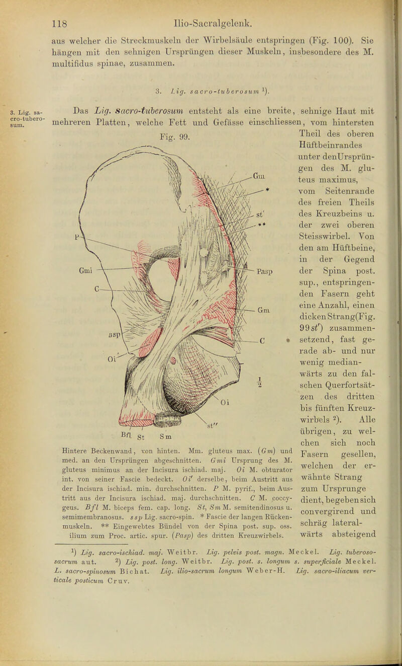 aus welcher die Streckmuskelu der Wirbelsaule entspringen (Fig. 100). Sie bangen mit den sehuigen Urspriingen dieser Muskeln, insbesondere des M. multifidus spinae, zusammen. 3. Lig. sa- cro-tubero- sum. Fier. 99. 3. Lig. s a cr o-lu b erosum l). Das Lig. Sacro-tuberosum entsteht als eine breite, sehnige Haut mit inebreren Flatten, welcbe Fett und Gefasse einscbliessen, vom bintersten Tbeil des oberen Huftbeinrandes unter denUrspriin- gen des M. glu- teus maximus, voni Seitenrande des freien Tbeils des Kreuzbeins u. der zwei oberen Steisswirbel. Von den am Huftbeine, in der Gegend Pasp der Spina post, sup., entspringen- den Fasern gebt eine Anzahl, einen dicken Strang(Fig. 9 9 si') zusammen- setzend, fast ge- rade ab- und nur wenig median- warts zu den fal- scben Querfortsat- zen des dritten bis funften Kreuz- wirbels 2). Alle iibrigen, zu wel- cben sicb nocb gesellen, welcben der er- Hintere Beckenwand, von hinten. Mm. gluteus max. (Gm) und fasern med. an den Urspriingen abgeschnitten. Gmi Ursprung des M. gluteus minimus an der Incisura ischiad. maj. Oi M. obturator int. von seiner Fascie bedeckt. Oi' derselbe, beim Austritt aus wabnte Strang der Incisura ischiad. min. durchschnitten. P M. pyrif., beim Aus- zum Ursprunge tritt aus der Incisura ischiad. maj. durchschnitten. C M. coccy- geus. Bfl M. biceps fern. cap. long. St, SmM. semitendinosus u. semimembranosus, ssp Lig. sacro-spin. * Fascie der langen Riicken- muskeln. ** Eingewebtes Biindel von der Spina post. sup. oss. ilium zum Proc. artic. spur. (Pasp) des dritten Kreuzwirbels. dient, begeben sicb convergirend und scbrag lateral- warts absteigend -1) Lig. sacro-ischiad. maj. Weitbr. Lig. pelvis post. magn. Meckel. Lig. luberoso- sacrum aut. 2) Lig. post. long. Weitbr. Lig. post. s. longum s. superjiciale Meckel. L. sacro-spinosum Bichat. Lig. ilio-sacrum longum Weber-H. Lig. sacro-iliacum ver- ticals poslicum Cruv.