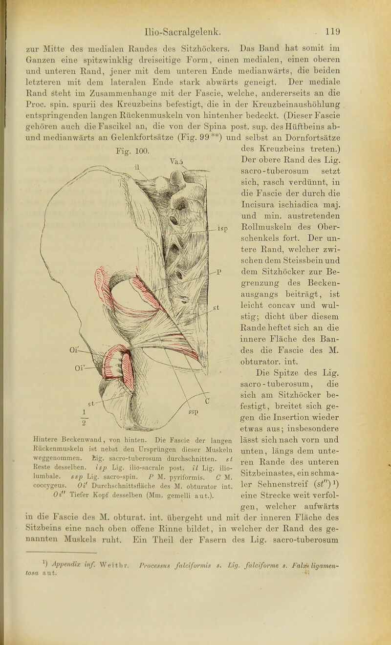 Va5 zur Matte des medialen Randes des SitzhSckers. Das Band hat somit im Ganzen eine spitzwinklig dreiseitige Form, einen medialen, einen oberen and unteren Rand, jener mit dem unteren Ende medianwiirts, die beiden letzteren mit dem lateralen Ende stark abwiirts geneigt. Der mediale Rand steht im Zusammenhango mit der Fascie, welche, andererseits an die Proc. spin, spnrii des Kreuzbeins befestigt, die in der Kreuzbeinaushohlung entspringenden langen Riickenmuskeln von hintenher bedeckt. (Dieser Fascie gehoren auch die Fascikel an, die von der Spina post. sup. des Huftbeins ab- nnd medianwarts au Gelenkfortsatze (Fig. 99**) und selbst an Dornfortsatze Fig. 100. des Kreuzbeins treten.) Der obere Rand des Lig. sacro-tuberosum setzt sicb, rasch verdunnt, in die Fascie der durch die Incisura ischiadica maj. und min. austretenden Rollmuskeln des Ober- schenkels fort. Der un- tere Rand, welcher zwi- schen dem Steissbein und dem Sitzhticker zur Be- grenzung des Becken- ausgangs beitragt, ist leicht concav und wul- stig; dicbt uber diesem Rande beftet sicb an die innere Flache des Ban- des die Fascie des M. obturator, int. Die Spitze des Lig. sacro - tuberosum, die sicb am Sitzhocker be- festigt, breitet sicb ge- gen die Insertion wieder etwas aus; insbesondere lasst sicb nacb vorn und unten, langs dem unte- ren Rande des unteren Sitzbeinastes, ein scbma- ler Sebnenstreif (si)1) eine Strecke weit verfol- gen, welcher aufwarts in die Fascie des M. obturat. int. iibergeht und mit der inneren Flache des Sitzbeins eine nach oben offene Rhine bildet, in welcher der Rand des ge- nannten Muskels ruht. Ein Theil der Fasern des Lig. sacro-tuberosum Hintere Beckenwand, von hinten. Die Fascie der langen Riickenmuskeln ist nebst den Urspriingen dieser Muskeln wcggenoininrn. hig. sacro-tuberosum durchschnitten. st Reste desselben. isp Lig. ilio-sacrale post, il Lig. ilio- lumbale. ssp Lig. sacro-spin. P M. pyrif'ormis. C M. coccygeus. Oi' Durchschnittsflache des M. obturator int. Oi Tiefer Kopf desselben (Mm. gemelli aut.). ') Appendix inf. Weitlir. Processus falciformis s. Lig. falciforme s. Faltfr ligamcn- losa ant.