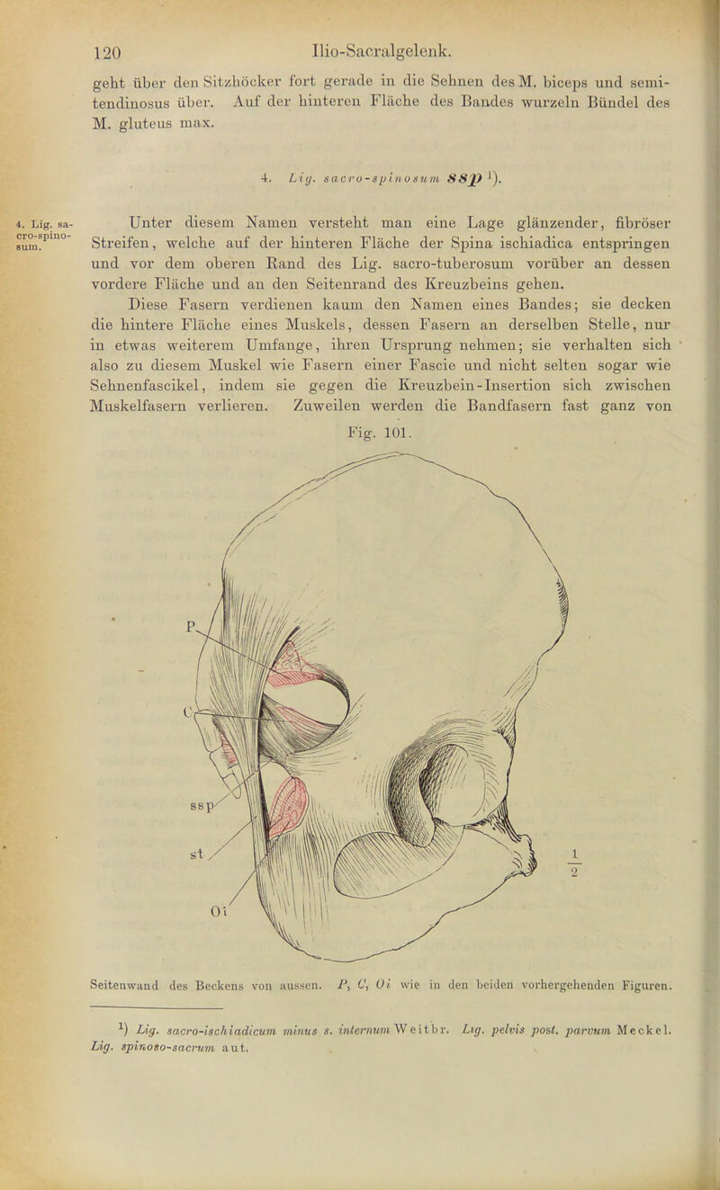 geht iiber den Sitzhocker fort gerade in die Sehnen desM. biceps und semi- tendiuosus iiber. Auf der binteren Flitcbe des Bandes wurzeln Biindel des M. gluteus max. 4. Lig. sacro-tyinosum SSJ)^. 4. Lig. sa- Unter diesem Namen versteht man eine Lage glanzender, fibroser sum!pm Streifen, welche auf der hinteren Flache der Spina ischiadica entspringen und vor dem oberen Rand des Lig. sacro-tuberosum voriiber an dessen vordere Fliicbe und an den Seitenrand des Kreuzbeins geben. Diese Fasern verdienen kaum den Namen eines Bandes; sie decken die bintere Flacbe eines Muskels, dessen Fasern an derselben Stelle, nur in etwas weiterem Umfange, ibren Ursprung nebmen; sie verbalten sicb also zu diesem Muskel wie Fasern einer Fascie und nicht selten sogar wie Sehnenfascikel, indem sie gegen die Kreuzbein-Insertion sicb zwiscben Muskelfasern verlieren. Zuweilen werden die Bandfasern fast ganz von Fig. 101.