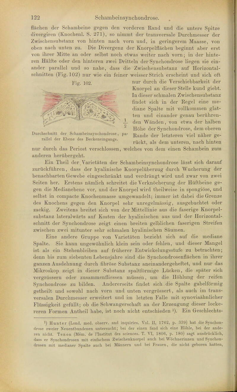 fhichen der Schambeine gegen den vorderen Rand und die untere Spitze divergiren (Kuochenl. S. 271), so nimmt der transversale Durchrnesser der Zwischensubstanz von hinten nach vorn und, in geringerem Maasse, von oben nach unten zu. Die Divergenz der Knorpelflachen beginnt aber erst von ibrer Mitte an oder selbst noch etwas weiter nacb vorn; in der hinte- ren Halfte oder den hinteren zwei Dritteln der Synchondrose liegen sie ein- ander parallel und so nahe, dass die Zwischensubstanz auf Horizontal- scbnitten (Fig. 102) nur wie ein feiner weisser Strich erscbeint und sicb oft nur durcb die Verscbiebbarkeit der Knorpel an dieser Stelle kund giebt. In dieser scbmalen Zwiscbensubstanz findet sicb in der Kegel eine me- diane Spalte mit vollkoinmen glat- ten und einander genau beriibren- den Wanden, von etwa der balben Hobe der Synchondrose, dem oberen Rande der letzteren viel naber ge- riickt, als dem unteren, nach hinten nur durch das Periost verschlossen, welches von dem einen Schanibein zum anderen herubergeht. Ein Theil der Varietaten der Schanibeinsyncbondrose lasst sich darauf zuruckfiihren, dass der hyalinische Knorpeliiberzug durch Wucherung der benachbarten Gewebe eingeschrankt und verdrangt wird und zwar von zwei Seiten her. Erstens namlich schreitet die Verknocherung der Huftbeine ge- gen die Medianebene vor, und der Knorpel wird tbeilweise in spongiose, und selbst in compacte Knocheninasse umgewandelt; inirner ist dabei die Grenze des Knochens gegen den Knorpel sehr unregelniassig, ausgebuchtet oder zackig. Zweitens breitet sich von der Mittellinie aus die faserige Knorpel- substanz lateralwarts auf Kosten der hyalinischen aus und der Horizontal- schnitt der Synchondrose zeigt einen breiten gelblichen faserigen Streifen zwischen zwei mitunter sehr schmalen hyalinischen Saumen. Eine andere Gruppe von Varietaten bezieht sich auf die niediane Spalte. Sie kann ungewohnlich klein sein oder fehlen, und dieser Mangel ist als ein Stehenbleiben auf fruherer Entwickelungsstufe zu betrachten; denn bis zum siebenten Lebensjahre sind die Synchondrosenflachen in ibrer ganzen Ausdehnung durch fibrose Substanz aneinandergeheftet, und nur das Mikroskop zeigt in dieser Substanz spaltformige Liicken, die spater sicb vergrossern oder zusammenfliessen miissen, um die Ilohlung der reifen Synchondrose zu bilden. Andererseits findet sich die Spalte gabelformig getheilt und sowohl nach vorn und unten vergrossert, als auch im trans- versalen Durchmesser erweitert und im letzten Falle mit synoviaahnlicher Fliissigkeit gefiillt; ob die Schwangerschaft an der Erzeugung dieser locke- reren Formen Antheil habe, ist noch nicht entschieden x). Ein Geschlechts- J) Hunter (Lond. med. observ. and inquiries. Vol. II, 1762, p. 339) hat die Synchon- drose zweier Neuentbundenen untersucht; bei der einen land sich eine Hohle, bei der ande- ren nicht. Tenon (Mem. de lTnstitut des sciences. T. VI, 1806, p. 180) sagt ausdriieklich, dass er Synchondrosen mit einfachem Zwischenknorpol auch bei Wbchnerinnen und Synchon- drosen mit medianer Spalte auch bei Mannern und bei Frauen, die nicht geboren hatten, Fig. 102. Durchschnitt der Schambeinsynchondrose, pa> rallel der Ebene des Beckeneingangs.