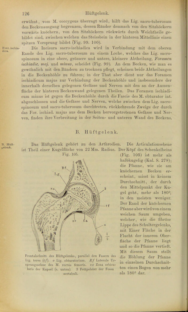 erwiibnt, vom M. coccygeus iiberragt wird, liilft das Lig. sacro-tuberosum deu Beckenausgang begrenzen, dessen Rander demnacb von den Sitzbockern vorwarts kuocbern, von den Sitzbockern ruckwarts durch Weicbtbeile ge- bildet sind, zwiscben welcben das Steissbein in der binteren Mittellinie einen spitzen Vorsprung bildet (Fig. 99. 100). Forr. ischia- Die Incisura sacro-iscbiadica wird in Verbindung mit dem oberen Rande des Lig. sacro-tuberosum zu einem Locbe, welcbes das Lig. sacro- spinosum in eine obere, grossere und untere, kleinere Abtbeilung, Foramen ■ischiadic, maj. und minus, scbeidet (Fig. 99). An dem Becken, wie man es gewobnlicb mit den Bandern zu trocknen pflegt, scbeinen beide Abtbeilungen in die Beckenboble zu fiibren; in der Tbat aber dient nur das Foramen iscbiadicum majus zur Verbindung der Beckenboble und insbesondere der innerbalb derselben gelegenen Gefasse und Nerven mit den an der Aussen- flacbe der binteren Beckenwand gelegenen Tbeilen. Das Foramen iscbiadi- cum minus ist gegen die Beckenboble durcb die Fascie des M. obturator int. abgescblossen und die Gefasse und Nerven, welcbe zwiscben dem Lig. sacro- spinosum und sacro-tuberosum durcbtreten, ruckkebrende Zweige der durcb das For. iscbiad. majus aus dem Becken bervorgetretenen Gefasse und Ner- ven, finden ibre Verbreitung in der Seiten- und unteren Wand des Beckens. B. Hiiftgelenk. B. Hiift- gelenk. Das Hiiftgelenk gebort zu den Artbrodien. Die Articulationsebene ist Tbeil einer Kugelflacbe von 22 Mm. Radius. DerKopf des Schenkelbeins Fig. 105. (Fig. 105) ist mebr als balbkugelig (Knl. S. 278); die Pfanne, wie sie am knocbernen Becken er- scbeint, misst in keinem Durcbscbnitt, der durcb den Mittelpunkt der Ku- gel geht, mebr als 180°, in den meisten weniger. Der Rand der knocbernen Pfanne aberwirdvon einem weicben Saum umgeben, welcber, wie die fibrose Lippe des Scbultergelenks, mit Einer Fliicbe in der Flucbt der inneren Ober- flache der Pfanne Hegt und so die Pfanne vertieft. Mit diesem Saum stellt Frontalsclinitt des Hiif'tgelenks, parallel den Fasern des JJobluno der Pfanne Lig. teres;(*/) o Lig. obturatorium. Rf Laterale Ur- in gmzelnen Durchschnit- sprungssehne des JVi. rectus femons. zo Zona orbieu- , laris der Kapsel (s. unten). 3 Fettpolster der Fossa ten emen Bogen von raehl' acetabuli. als 180° dar.