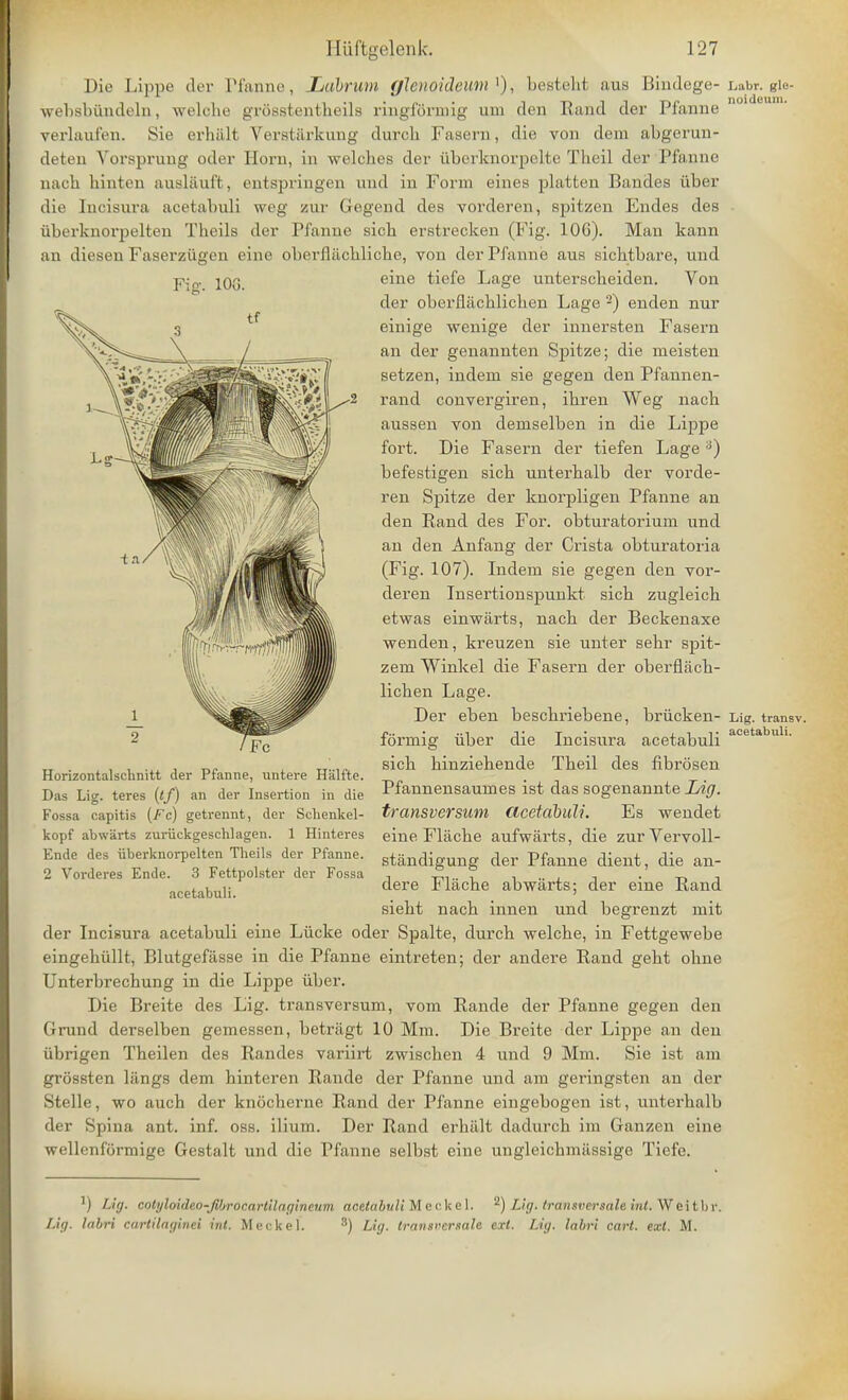 Die Lippe der IM'anne, Labrum gl&noideum '), besteht aus Bindege-Labr. gie- websbiindeln, welche grosstentheils ringformig um den Rand der Pfanne verlaufen. Sie erhiilt Verstarkung durch Fasem, die von dem abgerun- deten Vorsprung oder Horn, in welches der iiberknorpelte Tlioil dor I'fanne nach hinteu auslauft, entspringen und in Form eines platten Bandes iiber die Iucisnra acetabuli weg zur Gcgend des vorderen, spitzen Endes des uberknorpelteu Thcils der Pfanne sicb erstrecken (Fig. 10G). Man kann an diesen Faserzugen eine obei-fliickliche, von der Pfanne aus sicbtbare, und Fig. 100. eine tiefe Lage unterscbeiden. Von der oberfliichlichen Lage 2) enden nur einige wcnige der innersten Fasern an der genannten Spitze; die meisten setzen, indent sie gegen den Pfannen- rand convergiren, ibren Weg nach aussen von deniselben in die Lippe fort. Die Fasern der tiefen Lage 3) befestigen sich unterhalb der vorde- ren Spitze der knorpligen Pfanne an den Rand des For. obturatorium und an den Anfang der Crista obturatoria (Fig. 107). Indem sie gegen den vor- deren Insertionspunkt sich zugleich etwas einwarts, nach der Beckenaxe wenden, kreuzen sie unter sehr spit- zem Winkel die Fasern der oberflach- lichen Lage. Der eben beschriebene, briicken- Lig. transv. formic iiber die Incisura acetabuli acetabuli. „„,„ sich hinziehende Theil des fibrosen Honzontalschnitt der Pfanne, untei-e Halite. . Das Lig. teres (tf) an der Insertion in die Pfannensaumes ist das sogenannte Lig. Fossa capitis (Fc) getrennt, der Schenkel- tratlSVerSUm dcetabuli. Es wendet kopf abwarts zuriickgeschlagen. 1 Hinteres eine Flache aufwarts, die zur Vervoll- Ende des iiberknorpelten Theils der Pfanne. standigung der Pfanne dient, die an- 2 Vorderes Ende. 3 Fettpolster der Fossa , . , • . , . _ , acetabuli uere flache abwarts; der eine Rand siebt nach innen und begrenzt niit der Incisura acetabuli eine Liicke oder Spalte, durch welche, in Fettgewebe eingehiillt, Blutgefasse in die Pfanne eintreten; der andere Rand geht ohne Unterbrechung in die Lippe iiber. Die Breite des Lig. transversum, vom Rande der Pfanne gegen den Grand derselben gemessen, betriigt 10 Mm. Die Breite der Lippe an den ubrigen Theilen des Raiules variirt zwischen 4 und 9 Mm. Sie ist am grossten liings dem hinteren Rande der Pfanne und am geringsten an der Stelle, wo auch der knocherne Rand der Pfanne eingebogen ist, unterhalb der Spina ant. inf. oss. ilium. Der Rand erhiilt dadurch im Ganzen eine wellenformige Gestalt und die Pfanne selbst eine ungleichmiissige Tiefe. J) Lig. cotyloideo-Jibrocarttlar/ineum acetabuli M eokel. 2) Lig. Iransversale hit. Wei tbr. Lig. labri carlilaginei int. Meckel. 3) Lig. transrcrmle ext. Lig. labri cart. ext. M.