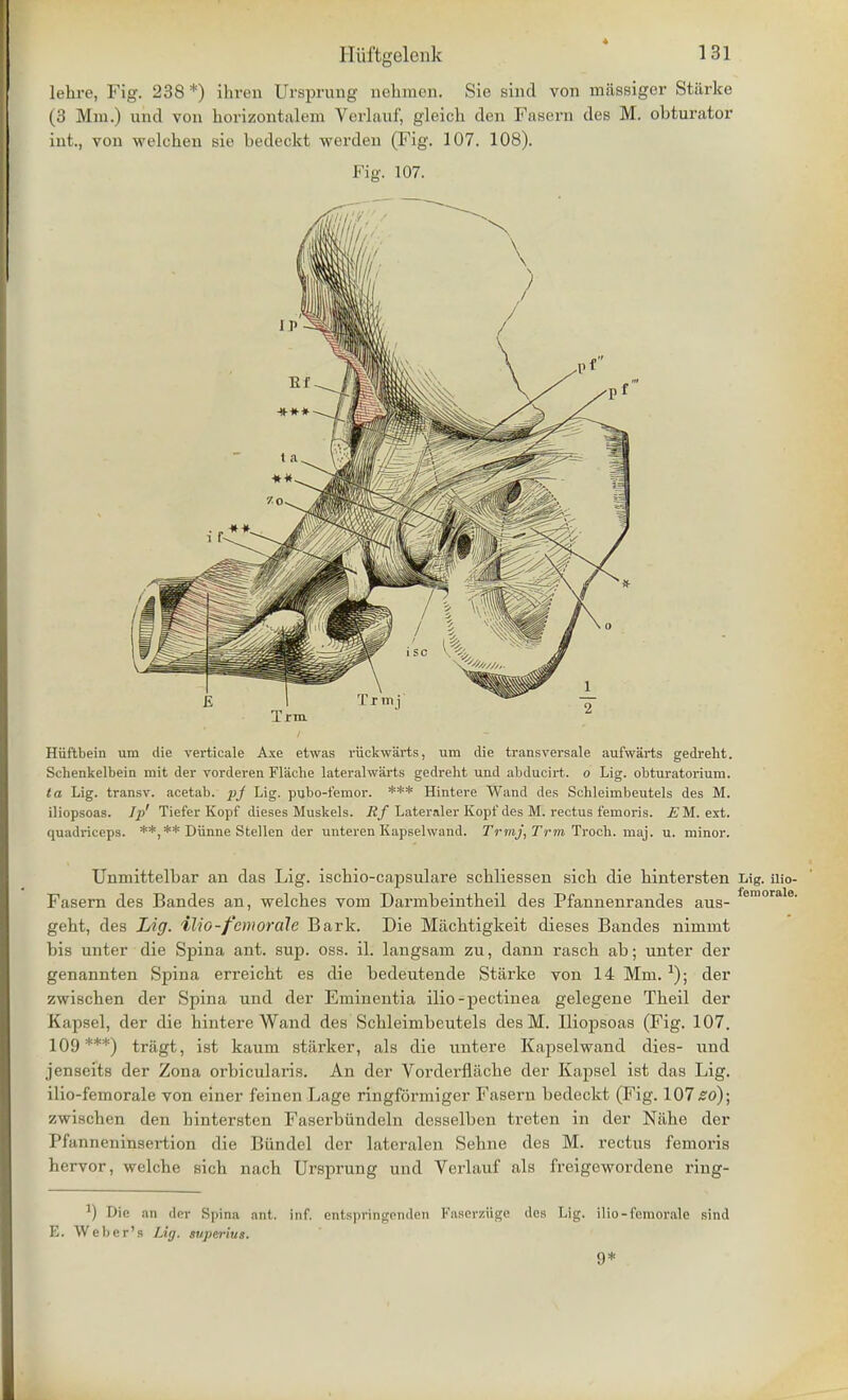 lehre, Fig. 238*) ihren Ursprung aehmen. Sie sind von massiger Starke (3 Mm.) unci von horizontalem Verlauf, gleich den Fasern cles M. obturator int., von welchen sie bedeckt werden (Fig. 107. 108). Fig. 107. Hiiftbein um die verticale Axe etwas riickwarts, um die transversale aufwarts gedreht. Schenkelbein mit der vorderen Flache lateralwarts gedreht und abducirt. o Lig. obturatorium. la Lig. transv. acetab. pj Lig. pubo-femor. *** Hinteve Wand des Schleimbeutels des M. iliopsoas. Ip' Tiefer Kopf dieses Muskels. Rf Lateraler Kopf des M. rectus f'emoris. EM. ext. quadriceps. **,** Dunne Stellen der unteren Kapselwand. Trrnj, Trm Troch. maj. u. minor. Unmittelbar an das Lig. iscbio-capsulare schliessen sick die kintersten Lig. nio- Fasern des Bandes an, welckes vom Darmbeintheil des Pfannenrandes aus- femorale- gekt, des Lig. ilio-femorale Bark. Die Macktigkeit dieses Bandes niinnit bis unter die Spina ant. sup. oss. il. langsam zu, dann rasck ab; unter der genannten Spina erreickt es die bedeutende Starke von 14 Mm. *); der zwiscken der Spina und der Eminentia ilio-pectinea gelegene Tkeil der Kapsel, der die hintere Wand des Schleimbeutels desM. Iliopsoas (Fig. 107. 109***) tragt, ist kaum starker, als die untere Kapselwand dies- und jenseits der Zona orbicularis. An der Vorderfliicbe der Kapsel ist das Lig. ilio-femorale von einer feinen Lage ringformiger Fasern bedeckt (Fig. 107£0); zwiscben den bintersten Faserbiindeln desselben treten in der Nahe der I'l nineninsertion die Biindel der lateralen Sehne des M. rectus femoris hervor, welcbe sicb nack Ursprung und Verlauf als freigewordene ring- 1) Die an der Spina ant. inf. entspringenden Faserziige des Lig. ilio-femorale sind E. Weber's Lig. superius. 9*