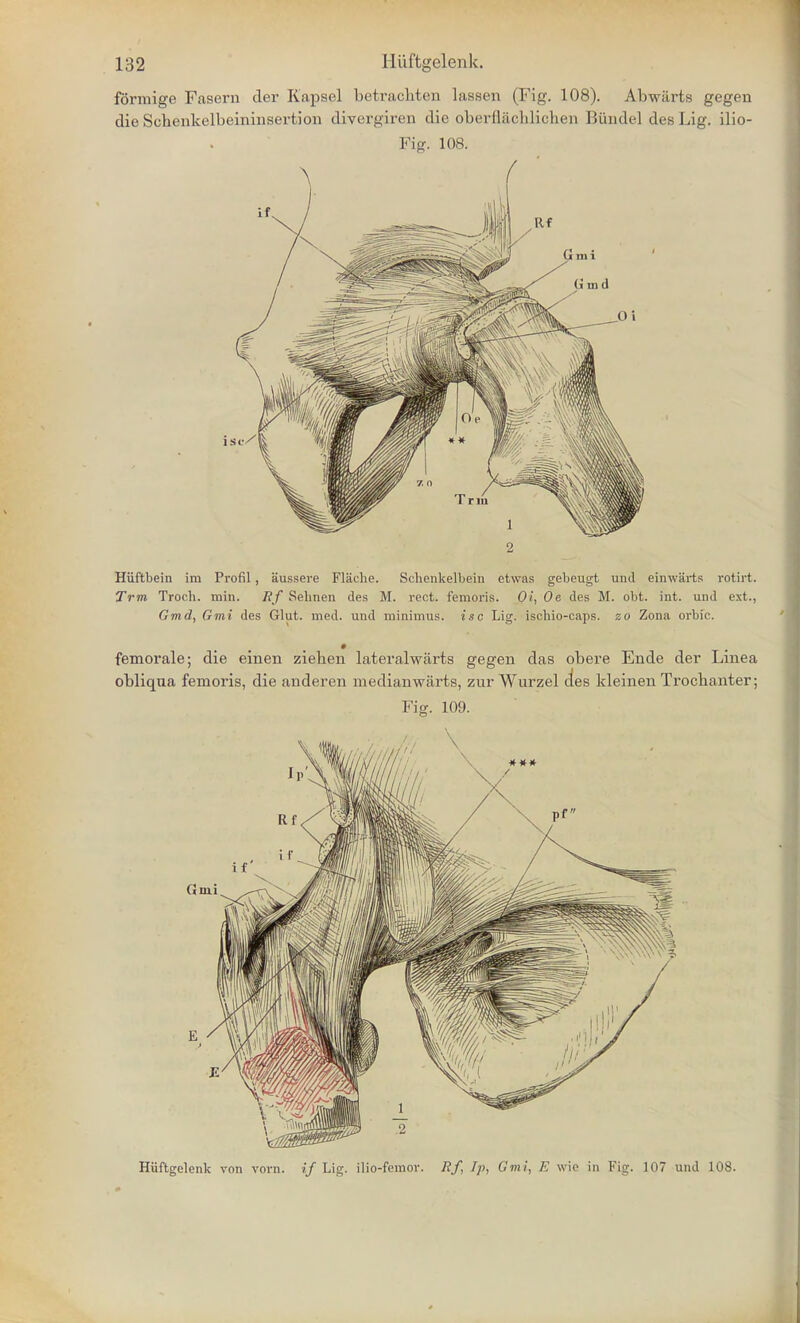 formige Fasern der Kapsel betrachten lassen (Fig. 108). Abwiirts gegen die Schenkelbeininsertion divergiren die oberflachlichen Biindel des Lig. ilio- Fig. 108. Huftbein im Profil , aussere Flache. Schenkelbein etwas gebeugt and einwarts rotirt. Trm Troch. min. Rf Sehnen des M. rect. femoris. Oi, Oe des M. obt. int. und ext., Gmd, Gmi des Glut. med. und minimus, isc Lig. ischio-caps. so Zona orbfc. femorale; die einen zieben lateralwarts gegen das obere Ende der Linea obliqua femoris, die anderen medianwarts, zur Wurzel des kleinen Trochanter; Fig. 109. Hiiftgelenk von vom. if Lig. ilio-femov. Rf, Ip, Gmi, E wie in Fig. 107 und 108.