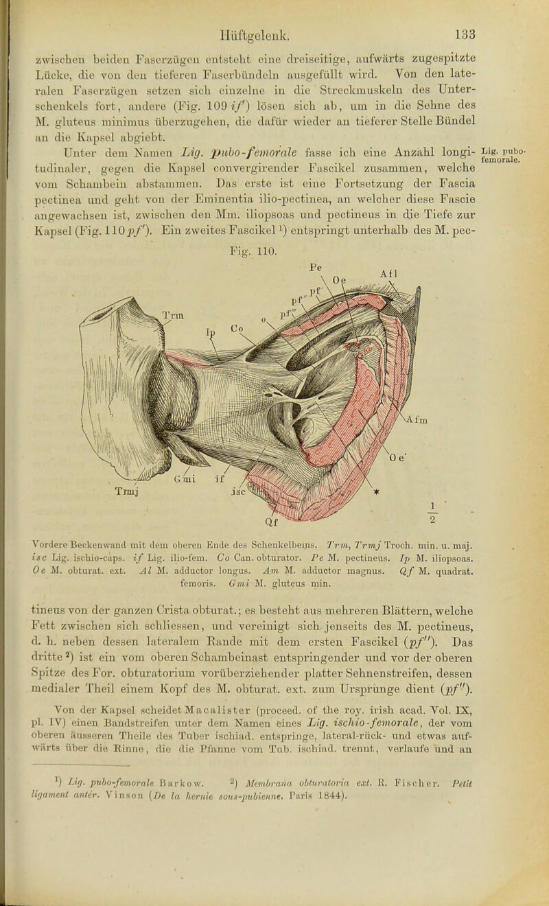 zwischen beiden Faserziigen entsteht eine dreiseitige, aufwarts zugespitzte Liicke, die von den tieferen Faserbiindeln ausgefullt wird. Von den late- ralen Faserziigen setzen sich einzelne in die Streckmuskeln des Unter- schenkels fort, antlere (Fig. 109 if) losen sick ab, um in die Sebne des M. gluteus minimus iiberzugehen, die dafur wieder an tieferer Stelle Biindel an die Kapsel abgiebt. Unter dem Namen Lig. pubo-femorale fasse icb eine Anzabl longi- tudinaler, gegen die Kapsel convergirender Fascikel zusammen, welcbe vom Schambein abstammen. Das erste ist eine Fortsetzung der Fascia pectinea und geht von der Eminentia ilio-pectinea, an welcher diese Fascie angewachsen ist, zwischen den Mm. iliopsoas und pectineus in die Tiefe znr Kapsel (Fig. 110^/'). Ein zweites Fascikell) entspringt unterhalb des M. pec- Fig. 110. Vordere Beckenwand mit dem oberen Ende des Schenkelbems. Trm, Trmj Troch. min. u. niaj. isc Ljg. ischio-caps. if Lig. ilio-fem. Co Can. obturator. Pe M. pectineus. Ip M. iliopsoas. Oe M. obturat. ext. AI M. adductor longus. Am M. adductor magnus. Qf M. quadrat. femoris. Gmi M. gluteus min. tineus von der ganzen Crista obturat.; es bestebt aus mebreren Blattern, welcbe Fett zwischen sich schliessen, und vereinigt sich jenseits des M. pectineus, d. h. neben dessen lateralem Eande mit dem ersten Fascikel (pf). Das dritte 2) ist ein vom oberen Schambeinast entspringender und vor der oberen Spitze des For. obturatorium voriiberziehender platter Sehnenstreifen, dessen medialer Theil einem Kopf des M. obturat. ext. zum Ursprunge dient (pf). Von der Kapsel se.heicletMacalister (proceed, of the roy. irish acad. Vol. IX, pi. IV) einen Bandatreifen unter dem Namen ernes Lig. ischio-femoralc, der vom oberen auaseren Theile des Tuber isohiad. entspringe, lateral-ruck- und etwas auf- warts aber die Rhine, die die Pfanne vom Tub. isohiad. trenut, verlaufe und an r) Lig. pubo-femorale Barkow. 2) Membrana obturatoria ext. K. Fischer. Petit ligament aider. Vinson (De la hernie sous-pubienne. Paris 1844).