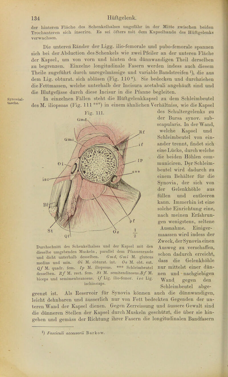 Synorial- taache. der hinteren Fliiche des Schenkelhalses ungefahr in der Mitte zwischen beiden Trochanteren sich inserire. Es sei ofters mit clem Kapselhande des Hiiftgelenks verwachsen. Die unteren Rander der Ligg. ilio-femorale und pubo-femorale spannen sich bei der Abduction des Scbenkels wie zwei Pfeiler an der unteren Fliiche der Kapsel, urn von vorn und hinten den diinnwandigen Theil derselben zu begrenzen. Einzelne longitudinale Fasern werden indess auch diesem Theile zugefiihrt durch unregelmassige und variable Bandstreifen'), die aus dem Lig. obturat. sich ablosen (Fig. 110*). Sie bedecken und durchziehen die Fettmassen, welche unterhalb der Incisura acetabuli angehauft sind und die Blutgefiisse durch diese Incisur in die Pfanne begleiten. In einzelnen Fallen steht die Hiiftgelenkkapsel zu dem Schleimbeutel des M. iliopsoas (Fig. Ill ***) in einem ahnlichen Verhaltniss, wie die Kapsel Fig. 111. Gmds isc des Schultergelenks zu der Bursa synov. sub- scapulars. In der Wand, welche Kapsel und Schleimbeutel von ein- ander trennt, findet sich eineLiicke, durch welche die beiden Hohlen coni- municiren. Der Schleim- beutel wird dadurch zu einem Behalter fiir die Synovia, der sich von der Gelenkhohle aus fiillen und entleeren kann. Immerhin ist eine solche Einrichtung eine, nach meinen Erfahrun- gen wenigstens, seltene Ausnahme. Einiger- maassen wird indess der Zweck, der Synovia einen Durchschnitt des Schenkelhalses und der Kapsel mit den Ausweg ZU verschaffen, dieselbe umgebenden Muskeln, parallel dem Pfannenrande schon und dicht unterhalb desselben. Gmd, Gmi M. gluteus medius und min. 0% M. obturat, int. Oe M. obt. ext. dass die Gelenkhohle Qf M. quadr. fem. Ip M. iliopsoas. *** Schleimbeutel nur mittelst einer diin- desselben. Rf M. rect. fem. St M. semitendinosus.fi/ M. nen und nachgiebigen biceps und semimenbranosus. if Lig. ilio-femor. isc Lig. Wand geo-en den ischio-caps. _ . . . . ■ ' . Schleimbeutel abge- grenzt ist. Als Reservoir fiir Synovia konnen auch die diinnwandigen, leicht dehnbaren und ausserlich nur von Fett bedeckten Gegenden der un- teren Wand der Kapsel dienen. Gegen Zerreissung und aussere Gewalt sind die diinneren Stellen der Kapsel durch Muskeln geschiitzt, die iiber sie hin- gehen und gemass der Richtung ihrer Fasern die longitudinalen Bandfasern ) Fasciculi accessorii Barkow.
