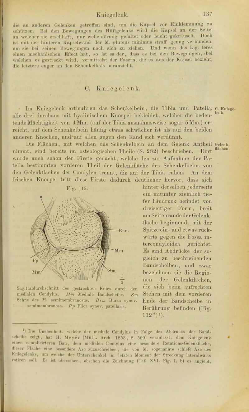 die an anderen Gelenkeu getroft'en Bind, uni die Kapsel vor Einklemnmng zu schutzen. Bei deu Bewegungen des Hiiftgelenks wird die Kapsel an der Seite, an weicher sie ersohlafft, nur wellenfSrmig gefaltet oder Leicht gekrauselt. Doch ist init der liinteren Kapsel'wand der M. gluteus minimns straff genug verbunden, urn sic bei seinen Bewegungen naoh sich zu ziehen. Und wenn das Lig. teres einen mechanischen Effect hat, so 1st es der, dass es bei den Bewegungen, »bei welchen es gestreckt wird, vermittelst der Fasern, dio es aus der Kapsel bezieht, die letztere euger an den Schenkelhals hcraiizieht. c. Kniegcle n k. flachen. • Im Kniegelenk articuliren das Schenkelbein, die Tibia und Patella, c. Kniegc- alle drei durchaus mit hyalinischem Knorpel bekleidet, weicher die bedeu- fcende Machtigkeit von 4 Mm. (auf der Tibia ausnahinsweise sogar 5 Mm.) er- reicht, auf dem Schenkelbein haufig etwas schwacher ist als auf den beiden anderen Knochen, und* auf alien gegen den Rand sich verdiinnt. Die Fliichen, mit welchen das Schenkelbein an dem Gelenk Antheil Geienk- nimmt, sind bereits im osteologischen Theile (S. 282) beschrieben. Dort wurde auch schon der Firste gedacht, welche den zur Aufnahme der Pa- tella bestimmten vorderen Theil der Gelenkflache des Schenkelbeins von den Gelenkflachen der Condylen trennt, die auf der Tibia ruhen. An dem frischen Knorpel tritt diese Firste dadurch deutlicher hervor, dass sich hinter derselben jederseits ein mitunter ziemlich tie- fer Eindruck befindet von dreiseitiger Form, breit am Seitenrande der Gelenk- flache beginnend, mit der Spitze ein- und etwas riick- warts gegen die Fossa in- terconclyloidea gerichtet. Es sind Abdriicke der so- gleich zu beschreibenden Bandscheiben, und zwar bezeichnen sie die Regio- nen der Gelenkflachen, die sich beim aufrechten Stehen mit dem vorderen Ende der Bandscheibe in Beriihrung befinden (Fig, 112*) ')• Sagittaldarchschintt des gestreckten Knies durch den medialen Condylus. Mm Mediale Bandscheibe. Sm Sehne des M. semimembranosus. Bsm Bursa synov. semimembranosa. Pp Plica synov. patellans. l) Die Unebenhoit, welche der mediale Condylus in Kolge des Abdrucks der Ban'd- icheibe zeigt, hat II. Meyer (Miill. Arch. 1853, S. 500) veranlasst, dem Kniegelenk einen complich-teren Ban, dem medialen Condylus eine besondere. Rotations-Gelenkflaohej dieser Flache eine besondere Axe zuzuschreiben, die von M. sogenannte schiei'e Axe des Kniegelenks, urn welclio der Unterschenkel im letzten Moment der Stn-eckung lateralwiirts rotiren soli. Es ist iibcrsehen, obschon die Zeichnung (Taf. XVI, Fig. 1. b) es angiebt,