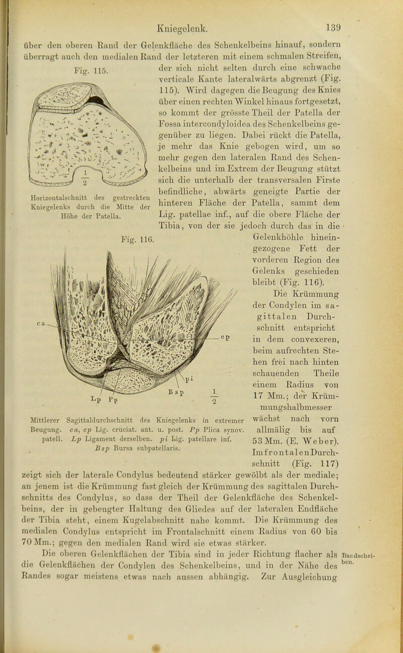 fiber den oberen Rand der Gelenkiliicbe des Scbenkelbeins hinauf, sondern iiberragt aucb den medialen Rand der letzteren mit einem scbmalen Streifen, Fig. 115. Horizontalschnitt des gestreckten Kuiegeleuks dureh die Mitte der Hbhe der Patella. Fig. 116. Mittlerer Sagittaldurchschnitt des Kniegelenks in extremer Beugung. ca, cp Lig. cruciat. ant. u. post. Pp Plica synov. patell. Lp Ligament derselben. pi Lig. patellare inf. Bsp Bursa subpatellaris. der sich nicbt selten durcb eine scbwacbe verticale Kanto lateralwarts abgrenzt (Fig. 115). Wird dagegen die Beugung des Knies iiber einen rechten Winkel hinaus fortgesetzt, so kommt der grosste Theil der Patella der Fossa intercondyloiclea des Scbenkelbeins ge- geniiber zu liegen. Dabei ruckt die Patella, je mebr das Knie gebogen wird, urn so mebr gegen den lateralen Rand des Scben- kelbeins und hn Extrem der Beugung stiitzt sicb die unterhalb der transversalen Firste belindlicbe, abwarts geneigte Partie der binteren Fliicbe der Patella, sainmt dem Lig. patellae inf., auf die obere Flacbe der Tibia, von der sie jedocb durcb das in die Gelenkhohle binein- gezogene Fett der vorderen Region des Gelenks gescbieden bleibt (Fig. 116). Die Kriiinniung der Condylen ini sa- gittalen Durch- scbnitt entspricbt in dern convexeren, beim aufrecbten Ste- ben frei nacb binten scbauenden Tbeile einem Radius von 17 Mm.; der Kriim- mungsbalbmesser wacbst allmalig nacb vorn bis auf 53 Mm. (E. Weber). Imf rontalenDurch- scbnitt (Fig. 117) zeigt sich der laterale Condylus bedeutend starker gewolbt als der mediale; an jenem ist die Kriimmung fast gleich der Krtimmung des sagittalen Durcb- schnitts des Condylus, so dass der Tbeil der Gelenkfiilcbe des Scbenkel- beins, der in gebeugter Haltung des Gliedes auf der lateralen Endfliicbe der Tibia stebt, einem Kugelabschnitt nahe kommt. Die Kriimmung des medialen Condylus entspricbt im Frontalscbuitt einem Radius von 60 bis 70 Mm.; gegen den medialen Rand wird sie etwas starker. Die oberen Gelenkfliicben der Tibia sind in jeder Ricbtung flacher als Bai:dschei- die Gelenkfliicben der Condylen des SchenkelbeiiiK, und in der Niibe des ben Randes sogar meistens etwas nach aussen abhiingig. Zur Ausgleichung *