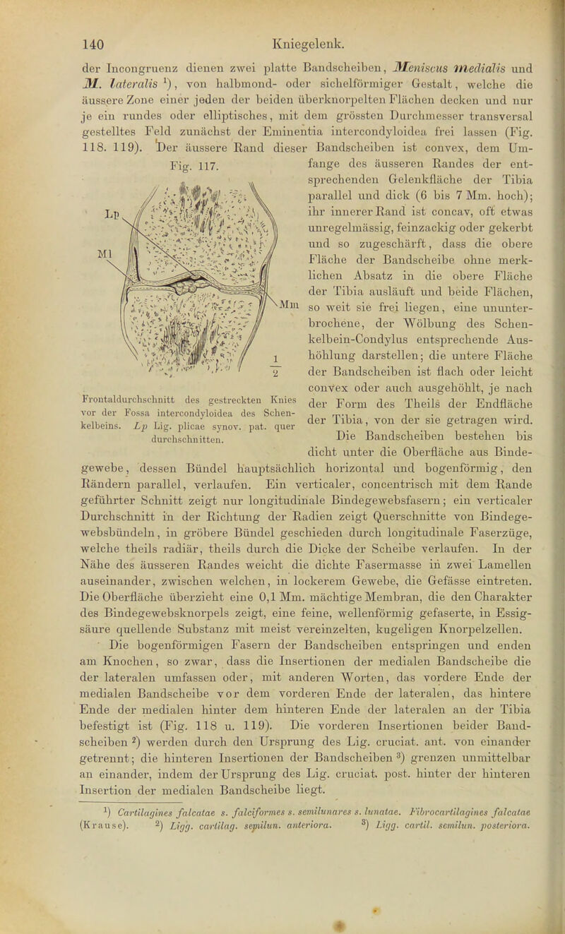 der Incongruenz dieuen zwei platte Bandscheiben, JMeniscus llledialis uud JM.. lateralis1), von halbmoiid- oder Bicb.elf5rmiger Gestalt, welcbe die iiussere Zone einer jedeu der beiden iiberknorpelten Fliicben decken uud nur je ein rundes oder elliptiscbes, mit deui grossten Durchmesser transversal gestelltes Feld zunachst der Eminentia intercondyloidea frei lasseu (Fig. 118. 119). Der iiussere Rand dieser Bandscheiben ist convex, dem Um- fange des ausseren Randes der eut- sprechendeu Gelenkflache der Tibia parallel und dick (6 bis 7 Mm. boch); ihr innererRand ist concav, oft etwas unregelmiissig, feinzackig oder gekerbt und so zugescharft, dass die obere Flache der Bandscheibe ohne merk- lichen Absatz in die obere Flache der Tibia auslauft und beide Flachen, so weit sie frei liegen, eine ununter- brochene, der Wolbung des Schen- kelbein-Condylus entsprechende Aus- hohlung darstellen; die untere Flache der Bandscheiben ist flach oder leicht convex oder auch ausgehohlt, je nach der Form des Theils der Endflache der Tibia, von der sie getragen wird. Die Bandscheiben besteheu bis dicht unter die Oberflache aus Biude- gewebe, dessen Biindel hauptsachlich horizontal und bogeuformig, den Raudern parallel, verlaufeu. Ein verticaler, concentrisch mit dem Rande gefuhrter Schnitt zeigt nur longitudinale Bindegewebsfasern; eiu verticaler Durchschnitt in der Richtung der Radien zeigt Querschnitte von Bindege- websbiindeln, in grobere Biindel geschieden durch longitudinale Faserziige, welche theils radiar, theils durch die Dicke der Scheibe verlaufeu. In der Nahe des ausseren Randes weicht die dichte Fasermasse in zwei Lamellen auseinander, zwischen welchen, in lockerem Gewebe, die Gefiisse eintreten. Die Oberflache uberzieht eine 0,1 Mm. machtige Membran, die den Charakter des Bindegewebsknorpels zeigt, eine feine, wellenformig gefaserte, in Essig- saure cpiellende Substanz mit meist vereinzelten, kugeligen Knorpelzellen. Die bogenformigen Fasern der Bandscheiben entspringen und enden am Knochen, so zwar, dass die Insertionen der medialen Bandscheibe die der lateralen umfassen oder, mit anderen Worten, das vordere Ende der medialen Bandscheibe vor dem vorderen Ende der lateralen, das hintere Ende der medialen hinter dem hinteren Ende der lateralen au der Tibia befestigt ist (Fig. 118 u. 119). Die vorderen Insertionen beider Band- scheiben 2) werden durch den Ursprung des Lig. cruciat. ant. von einander getrennt; die hinteren Insertionen der Bandscheiben 3) grenzen unmittelbar an einander, indem der Ursprung des Lig. cruciat, post, hinter der hinteren Insertion der medialen Bandscheibe liegt. ^ Cartilagines falcatae s. falciformes s. semilunares s. lunatae. Fibvocarlilagines falcalae (Krause). 2) Ligij. carlilag. sepiilun. anleriora. 3) Ligg. cartil. semilun. posteriora. Fig. 117. vor der Fossa intercondyloidea des Sclien- kelbeins. Lp Lig. plicae synov. pat. quer durchsclmitten.