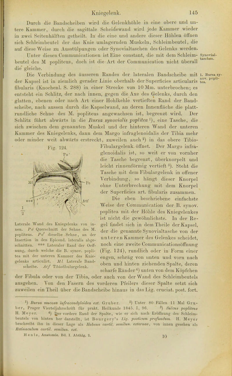 Duroh die Bandscheiben wird die GelenkhShle in eine obere und un- tere Kammer, (lurch die sagittale Scheid'ewand wird jede Kammer wieder iu zwei Seitenhiilften getheilt. In die eine und andere dieser Ildhlen Sffnen sich Schleimbeutel der das Knie umlagernden Muskeln, Schleimbeutel, die auf dieseWeise zu Aussttilpungen oder Synovialtasehon des Gelenks werden. Unter diesen Gommunicationen istEine constant, die mit dera Schleim- Synovial- beutel (It s M popliteus, doch ist die Art der Communication nicht iiberall die gleiche. Die Verbindung des ausseren Randes der lateralen Bandscheibe mit i. Bursa sy- der Kapsel ist in ziemlieh gerader Linie oberhalb der Superficies articularis tea!'1' P fibularis (Knochenl. S. 288) in einer Strecke von 10 Mm. unterbrochen; es i ntsteht ein Schlitz, der nach innen, gegen die Axe des Gelenks, durch den glatten, ebenen oder nach Art einer Hohlkehle vertieften Rand der Band- scheibe, nach aussen durch die Kapselwand, an deren Innenflache die platt- rundliche Sehne des M. popliteus angewachsen ist, begrenzt wird. Der Schlitz fuhrt abwiirts in die Bursa synovialis poplitea1), eine Tasche, die sich zwischen dem genannten Muskel und der hinteren Wand der unteren Kammer des Kniegelenks, dann dem Margo infraglenoidalis der Tibia mehr oder minder weit abwiirts erstreckt, zuweilen auch 2) in das obere Tibio- Fibulargelenk offnet. Der Margo infra- glenoidalis ist, so weit er von vornher die Tasche begrenzt, uberknorjoelt und leicht rinnenfbrmig vertieft 3). Steht die Tasche mit dem Fibulargeleuk in offener Verbindung, so hangt dieser Knorpel ohne Unterbrechung mit dem Knorpel der Superficies art. fibularis zusammen. Die eben beschriebene einfachste Weise der Communication der B. synov. poplitea mit der Hohle des Kniegelenkes ist nicht die gewohnlichste. In der Re- gel findet sich in dem Theile der Kapsel, der die genannte Synovialtasche von der unteren Kammer des Gelenkes scheidet, noch eine zweite Communicationsoffnung (Fig. 124), rundlich oder in Form einer en gen, schrag von unten und vorn nach oben und hinten ziehenden Spalte, deren scharfe Rander4) unten von dem Kopfchen der Fibula oder von der Tibia, oder auch von der Wand des Schleimbeutels ausgeben. Von den Fasern des vorderen Pfeilers dieser Spalte setzt sich zuweilen ein Theil iiber die Bandscheibe hinaus iu das Lig. cruciat. post. fort. ') Bursa mucosa infracondi/loidea ext. G ruber. 2) Unter 80 Fallen 11 Mill Gru- ber, PrageT Vierteljahrschrif't fiir prakt. Heilkunde 1845. I, 96. 3) Sulcus popliteus H. Meyer. 4) £cr vorderc Rand der Spalte, wie er sich nach Eroflfnung des Schlcim- beutels von hinten her darstellt, ist Bourgery's Lig. posticum profundum. H, Meyer beschreibt ihn in dieser I,age als lhbena cartil. semilun. extemae, von innen gesehen als Retinaculum cartil. semilun. ext. Henle, Anatomie. B<1. [. Abthlg, 2. iq Fig. 124. Laterale Wand des Kniegelenks von in- nen. Po Querschnitt der Sehne des M. popliteus. Po' dieselbe Sehne, an der Insertion in den Epicond. lateralis abge- schnitten. *** Lateraler Kami der Oeff- nung, durch welche die B. synov. popli- tea rait der unteren Kammer des Knie- gelenks articulirt. Ml Laterale Band- scheibe. Atf Tibiofibulargelenk.