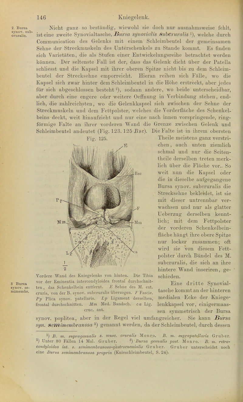 2. Bursa synov. sub- cruralis. 3 Bursa synov. se- raimembr. Nickt ganz so bestiindig, wiewolil sie docli nur ausnabmsweise fehlt, isteine zweite Synovialtascbe, Bursa synovialis SubCi uralis ]), welche durch Communication des Gelenks mit einem Scbleimbeutel der gemeinsamen Sehne der Streckmuskeln des Unterscbenkels zu Stande kommt. Es linden sick Varietiiten, die als Stufen einer Entwickclungsreike betrachtet werden konnen. Der seltenste Fall ist der, dass das Gelenk dicht iiber der Patella scbliesst unci die Kapsel mit ihrer oberen Spitze nickt bis zu dem Sckleim- beutel der Strecksekne einporreickt. Hieran reiben sick Falle, wo die Kapsel sick zwar kinter dern Sckleirnbeutel in die Hobe erstreckt, aber jedes fur sicb abgescblosseu bestebt2), sodann andere, wo beide untersckeidbar, aber durcb erne engere oder weitere Oeffnung in Verbindung stehen, end- licb, die zablreicbsten, wo die Gelenkkapsel sick zwiscken der Sekne der Streckmuskeln und dem Fettpolster, welckes die Vorderflacke des Sckenkel- beins deckt, weit kinaufziekt und nur eine nack innen vorspringende, riug- formige Falte an ikrer vorderen Wand die Grenze zwiscken Gelenk und Sckleimbeutel andeutet (Fig. 123. 125 Bsc). Die Falte ist in ikrem obersten Fig. 125. Bsc Mm Vordere Wand des Kniegelenks von hinten. Die Tibia vor der Eminentia intercondyloidea frontal durehschnit- ten , das Schenkelbein entf'evnt. E Sehne des M. ext. cruris, von der B. synov. subcruralis iiberzogen. FFasoie. Pp Plica synov. patellaris. Lp Ligament derselben, frontal durchschnitten. Mm Med. Bandsch. ca Lig. cruc. ant. Tbeile meistens ganz verstri- cken, auck unten ziemlick sckmal und nur die Seiten- tkeile derselben treten merk- lick iiber die Fl&cbe vor. So weit nun die Kaj^sel oder die in dieselbe aufgegangene Bursa synov. subcruralis die Strecksekne bekleklet, ist sie mit dieser untrennbar ver- wacbsen und nur als glatter Ueberzug derselben kennt- lick; mit dem Fettpolster der vorderen Sckenkelbein- flache biingt ibre obere Spitze nur locker zusammen; oft wird sie von diesem Fett- polster durck Biindel des M. subcruralis, die sicb an ibre bintere Wand inseriren, ge- sckieden. Eine dritte Synovial- tascke kommt an der kinteren medialen Ecke der Kniege- lenkkapsel vor, einigermaas- sen symmetrisck der Bursa synov. poplitea, aber in der Kegel viel umfangreicker. Sie kann Bursa syn. Semimembranosa 3) genannt werden, da der Sckleimbeutel, durck dessm ^ B. m. supvagenualis s. muse, cruralis Monro. B. m. svprapatellaris Gruber. 2) Unter 80 Fallen 14 Mai. Gruber. 3) Bursa genualis post. Monro. B. m. re.tro- condyloidea int. s. semimembranoso-ghstrocnemialis Gruber. Gruber unterscheidei noch eine Bursa semimembranosa propria (Knieschlcimbeutel, S. 24). s