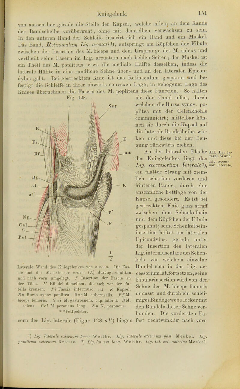 von ausseu her gerade die Stelle der Kapsel, welobe allein an dem Rande der Bandscheibe voriibergeht; oluie mit demsclben verwacbsen zu sein. In don unteren Rand der Scbleife inserirt sicb ein Band and ein Muskel. Das Baud, Retinaculum Lig. arcuati1), entBpringt am Kopfchen der Fibula zwischen dor Insertion des M.biceps und dem Ursprunge des M. soleus und vertheilt seine Fasern ira Lig. areuatum nacb beiden Seiten; der Muskel ist eiu Tbeil des M. popliteus, etwa die mediale Halfte desselben, iudess die laterale Halfte in eine rundliche Sehue iiber- und an den lateralen Epicon- dylus gebti Bei gestrecktem Knie ist das Retiuaculum gespannt tmd be- festigt die Scbleife in ibrar abwiirts convexen Lage; in gebogener Lage des Kniees iiberuebinen die Faseru des M. popliteus diese Function. So balten Fig. 128. sie den Canal offen, durcb welcben die Bursa synov. po- plitea mit der Gelenkboble communicirt; mittelbar kon- nen sie durcb die Kapsel auf die laterale Bandscbeibe wir- ken und diese bei der Beu- Pel Laterale Wand des Kniegelenkes von ausseu. Die Fas- • ie und der M. extensor cruris (E) dtirehgeschnitten und nacb vorn umgelegt. F Insertion der Fascie an der Tibia. /■' Biindel derselben, die sicb, vor der Pa- tella kreuzen. Ft Fascia intermu.se. [at. K Kapsel. Bp Bursa synov. poplitea. Sor M. suboruralis. B fM. biceps lemons. Cal M. gastrocnem. cap. lateral. SM. soleus. Pel M. peroneus long. Ap N. peroneus. * *Fettpolster. gung riickwiirts zieben. An der lateralen Flacbe in. Der la- -i rr • it t j teral. Wand. des Kniegelenkes hegt das . ° ° Lig. acces- Lig. Clccessorium laterale sor. laterale. ein platter Strang mit ziein- lich scbarfem vorderen und hinteren Rande, durcb eine ansebnlicbe Fettlage von der Kapsel gesondert. Es ist bei gestrecktem Knie ganz strafF zwiscben dem Scbenkelbein und dem Kopfcben der Fibula gespannt; seineScbenkelbein- insertion baftet am lateralen Epicondylus, gerade unter der Insertion des lateralen Lig.intermusculare des Scben- kels, von welcbem einzelne Biindel sicb in das Lig. ac- cessoriumlat.fortsetzen; seine Fibularinsertion wird von der Sebne des M. biceps femoris umfasst und durcb ein scblei- migesBindegewebe locker mit den Biindeln dieser Sebne ver- bunden. Die vordersten Fa- Bern des Lig. laterale (Figur 128 al') biegen fast recbtwinklig nacb vorn ]) Lig. laterale externum breve Weitbr. Lig. laterale externum post. Meckel. Lig. poplileum externum K ran sc. *) Lig. lat. ext. long. Weitbr. Lig. lot. ext. anterius M-eckel.