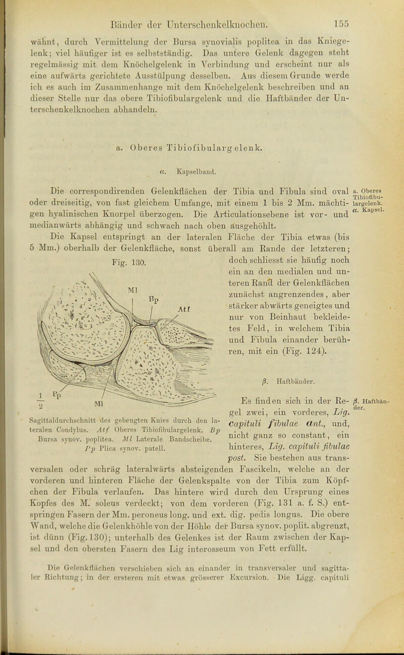 wiihnt, (lurch Vermittelung der Bursa synovialis poplitea in das Kniege- lenk; yiel haiifiger ist es selbststandig. Das untere Gelenk dagcgen sfceht regelmassig mit dem Knochelgelenk iu Yerbindung und erscheint nur als eine aufwiirts gericntete Ausstiilpung desselbeu. Aus diesem Gruude werde icb es audi im Zusainmeiibange mit dem Knochelgelenk beschreiben und an dieser Stelle nur das obere Tibiofibulargelcnk und die Haffcbander der Un- terschenkelknochen abhandeln. a. Oberes Tibiofibularg elenk. «. Kapselband. Die correspondirenden Gelenkflachen der Tibia und Fibula siud oval *-.19b^e9 oder dreiseitig, vou fast gleichem Umfange, mit einem 1 bis 2 Mm. machti- largeienk. gen hyalinischen Knorpel iiberzogen. Die Articulationsebene ist vor- und Kapsel medianwarts abhangig und schwach nach oben ausgehohlt. Die Kapsel entspringt an der lateralen Flache der Tibia etwas (bis 5 Mm.) oberhalb der Gelenkflache, sonst uberall am Rande der letzteren; Fig. 130. Sagittaldurchschnitt des gebeugten Knies durch den la- teralen Condylus. Atf Oberes Tibiofibulargelenk. Bp Bursa synov. poplitea. Ml Laterale Bandscheibe. f'j> Plica synov. patell. doch schliesst sie haufig noch ein an den medialen und un- teren Rancl der Gelenkflachen zurjachst angrenzendes, aber starker abwarts geneigtes und nur von Beinhaut bekleide- tes Feld, in welchem Tibia und Fibula einander beruh- ren, mit ein (Fig. 124). /?. Hat'tbander. Es find en sich in der Re- /S. Haftban- gel zwei, ein vorderes, Lig. Capituli fibulae Ont, und, nicht ganz so constant, ein hinteres, Lig. capituli fibulae post. Sie bestehen aus trans- versalen oder schrag lateralwarts absteigenden Fascikeln, welche an der vorderen und hinteren Flache der Gelenkspalte von der Tibia zum Kopf- chen der Fibula verlaufen. Das hintere wird durch den Ursprung eines Kopfes des M. soleus verdeckt; von dem vorderen (Fig. 131 a. f. S.) ent- springen Fasern der Mm. peroneus long, und ext. dig. pedis longus. Die obere Wand, welche die Gelenkhohle von der Hohle der Bursa synov. poplit. abgreuzt, ist diinn (Fig. 130); unterhalb des Gelenkes ist der Raura zwischen der Kap- sel und den obersten Fasern des Lig interosseum von Fett erftillt. Die Q-elenkflaohen verschieberj sich an einander in bransverBaler und sagitta- Icr Eichtung; in der ersteren mit etwas grcisserer Excursion. Die Ligg. capituli