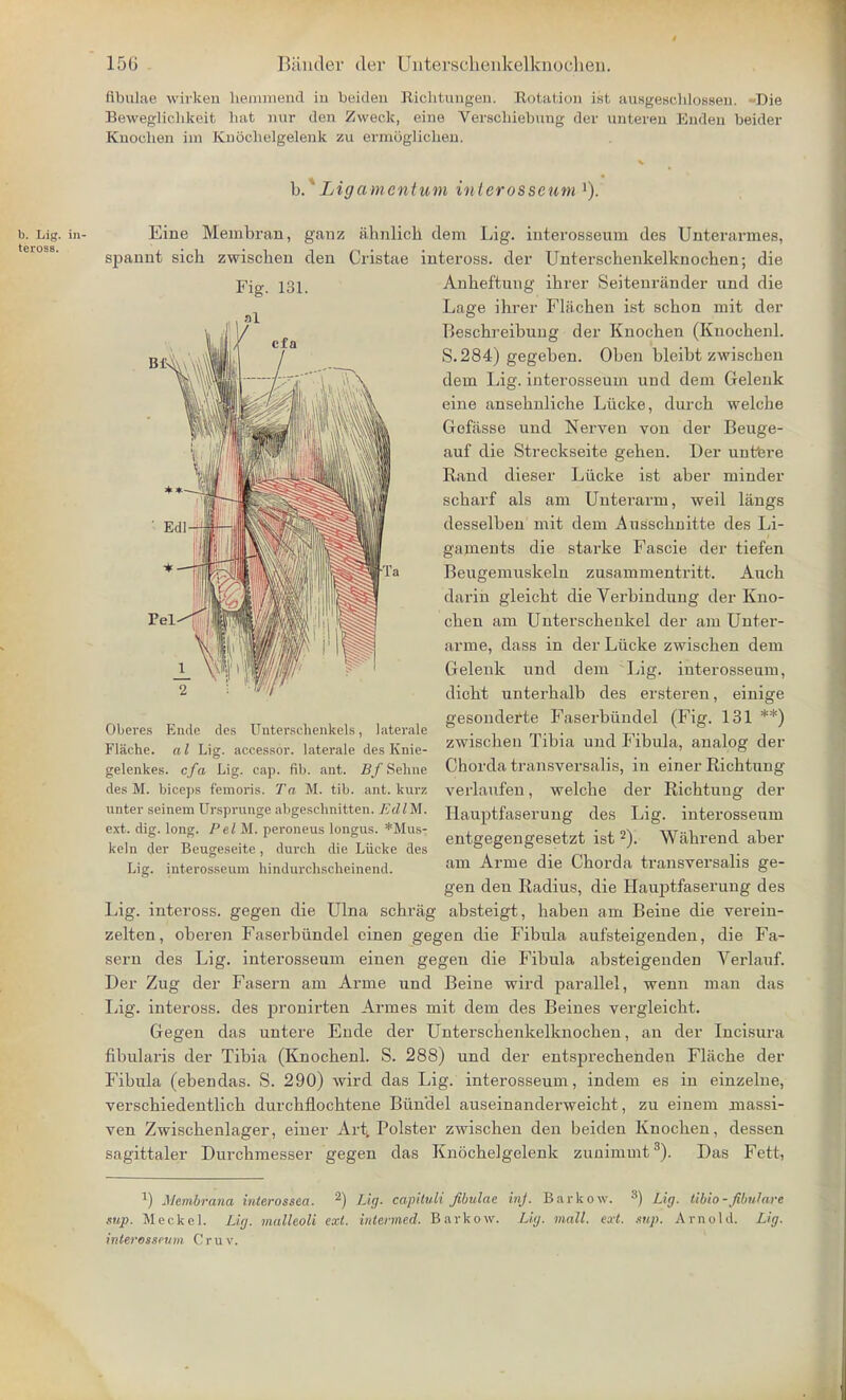 fibulae wirken heinuiend in beiden Richtungen. Rotation ist ansgmwhlosseii. -Die Beweglichkeit luit nur den Zweck, eine Verschiebimg der unteren Enden beider Knochen bu Knochelgelenk zu ermogliohen. b. Lig. in- teross. b. Lig amentum interosseum '). Eine Membran, ganz ahnlich clem Lig. interosseum ties Unterarmes, spannt sicb zwiscbeu den Cristae inteross. der Unterscbenkelknochen; die Anheftung ibrer Seiteurander nnd die Lage ihrer Fliicben ist scbon mit der Beschreibung der Knocben (Knochenl. S.284) gegeben. Oben bleibt zwiscben dem Lig. interosseum und dem Geleuk eine ansebnliche Liicke, durcb welche Gofasse und Nerven von der Beuge- auf die Streckseite geben. Der unfere Rand dieser Liicke ist aber minder scbarf als am Unterarm, weil langs desselben mit dem Ausschnitte des Li- gaments die starke Fascie der tiefen Beugemuskeln zusammentritt. Auch darin gleicbt die Verbindung der Kno- cben am Unterscbenkel der am Unter- arme, dass in der Liicke zwiscben dem Gelenk und dem Lig. interosseum, dicbt unterbalb des ersteren, einige gesonderte Faserbiindel (Fig. 131 **) zwiscben Tibia und Fibula, analog der Chorda transversalis, in einer Ricbtung verlaufen, welcbe der Ricbtung der Hauptfaserung des Lig. interosseum entgegengesetzt ist2). Wiibrend aber am Arme die Cborda transversalis ge- Pel Oberes Ende des Unterschenkels, laterale Flache. a I Lig. accessor, laterale des Knie- gelenkes. cfa Lig. cap. fib. ant. Bf Sehne des M. biceps femoris. Ta M. tib. ant. kurz unter seinem Ursprunge abgescbnitten. EdlM. ext. dig. long. Pel M. peroneus longus. *Mus- keln der Beugeseite, durch die Liicke des Lig. interosseum bindurcbscheinend. gen den Radius, die Hauptfaserung des Lig. inteross. gegen die Ulna scbrag absteigt, baben am Beine die verein- zelten, oberen Faserbiindel cinen gegen die Fibula aufsteigenden, die Fa- sern des Lig. interosseum einen gegen die Fibula absteigenden Verlauf. Der Zug der Fasern am Arme und Beine wird parallel, wenn man das Lig. inteross. des pronirten Armes mit dem des Beines vergleicbt. Gegen das untere Ende der Unterscbenkelknochen, an der Incisura fibularis der Tibia (Knochenl. S. 288) und der entsprechenden Fliicbe der Fibula (ebendas. S. 290) wird das Lig. interosseum, indem es in einzelne, verschiedentlich durcbflochtene Btindel auseinanderweicht , zu einem massi- ven Zwiscbenlager, einer Art, Polster zwischen den beiden Knochen, dessen sagittaler Durchmesser gegen das Knochelgelenk zunimmt3). Das Fett, x) Membrana interossea. 2) Lig- cap'duli fibulae inj. Barkow. 3) Lig. tibio-fibulare sup. Meckel. Lig. malleoli ext. intermed. Barkow. Lig. mall. ext. .nip. Arnold. Lig. interosseum Cruv.