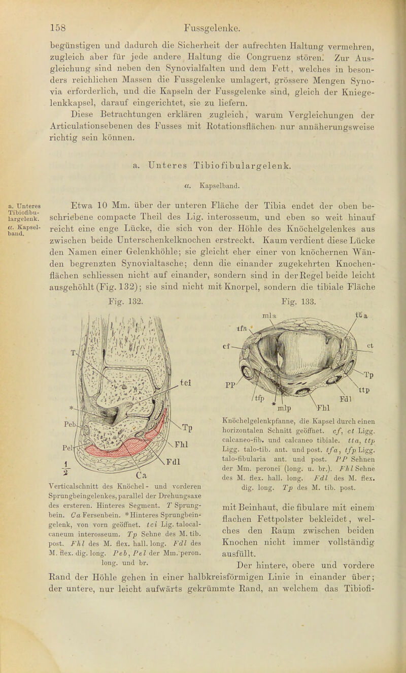 begiinstigen und dadurch die Sicherheit der aufrechten Ilaltung vermehren, zugleich aber fiir jede andere Haltung die Congruenz storen! Zur Aus- gleichung sind neben den Synovialfalten und dein Fett, welches in beson- ders reichliclien Massen die Fussgelenke umlagert, grossere Mengen Syno- via erforderlich, und die Kapseln der Fussgelenke sind, gleich der Kniege- lenkkapsel, darauf eingericbtet, sie zu liefern. Diese Betrachtungen erkliiren zugleicb, waruni Vergleiebungen der Articulationsebenen des Fusses mit Rotationsflacben. nur annilherungsweise ricbtig sein konnen. a. Unteres Tibiofibulargelenk. a. Unteres Tibiofibu- largelenk. <(. Kapsel- band. a. Kapselband. Etwa 10 Mm. iiber der unteren Flacbe der Tibia endet der oben be- scbriebene cornpacte Tbeil des Lig. interosseum, und eben so weit binauf reicbt eiue enge Liicke, die sicb von der Hoble des Knocbelgelenkes aus zwiscben beide Unterscbenkelknochen erstreckt. Kaum verdient diese Liicke den Namen einer Gelenkhoble; sie gleicbt eber einer von knocbernen Wan- den begrenzten Synovialtascbe; denn die einander zugekebrten Knocben- flacben scbliessen uicbt auf einander, sondern sind in der Regel beide leicbt ausgeboblt (Fig. 132); sie sind nicbt mit Knorpel, sondern die tibiale Flacbe Fig. 132. Fig. 133. ml a ft' a Verticalschnitt des Knochel - und vorderen Sprungbeingelenkes, parallel der Drehungsaxe des ersteren. Hinteres Segment. T Sprung- bein. Ca Fersenbein. * Hinteres Sprungbein- gelenk, von vorn geoffnet. tci Lig. talocal- caneum interosseum. Tp Sehne des M. tib. post. Fhl des M. flex. hall. long. Fell des M. flex. dig. long. Feb, Pel der Mm. peron. long, und br. per hiutere, obei'e und vordere Rand der Hoble geben in einer balbkreisformigen Linie in einander iiber; der untere, nur leicbt aufwarts gekriiramte Rand, an welcbem das Tibiofi- Knochelgelenkpf'anne, die Kapsel durcb einen horizontalen Schnitt geoffnet. cf, ct Ligg. calcaneo-fib. und calcaneo tibiale. tta, ttp Ligg. talo-tib. ant. und post, if a, tfp Ligg. talo-fibularia ant. und post. PP Sehnen der Mm. peronei (long. u. br.). Fh I Sehne des M. flex. hall. long. Fdl des M. flex, dig. long. Tp des M. tib. post. mit Beinbaut, die fibulare mit einem flacbeu Fettpolster bekleidet, wel- cbes den Raum zwiscben beiden Knocben nicbt immer aiisfiillt. vollstaudig