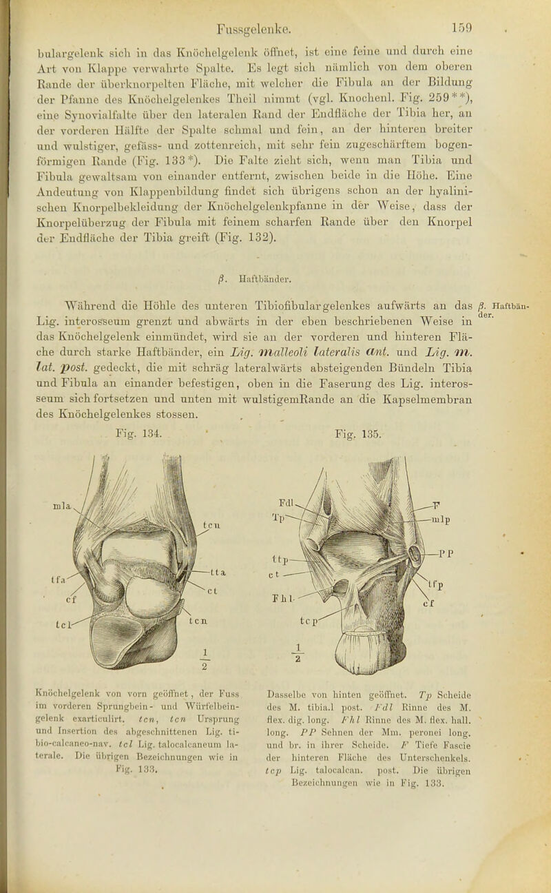 bulargeleni sicb in das Knoobelgelenk Bflhet, 1st cine feiue and durch eine Art von Klappe verwabrte Spalte. Es Legt sich namlicb vou dem oberen Rande der iiberknorpelten Flacbe, mit welcber die Fibula an der Bildung der Pfanne des KnSobelgelenkes Tbeil nimmt (vgl. Knochenl. Fig. 259**), eine Synovialfalte iiber den lateralen Rand der Eudfliicbe der Tibia ber, an der vorderen Halfte der Spalte scbnial und fein, an der binteren breiter nud wulstiger, gefiiss- und zottenreicb, mit sehr fein zugescbarftem bogen- formigen Rande (Fig. 133*). Die Falte ziebt sicb, wenn man Tibia und Fibula gewaltsam von einander entfernt, zwiscben beide in die Hoke. Eine Andeutung von Klapj^enbildung findet sicb ubrigens scbon an der byalini- scben Knorpelbekleidung der Knocbelgelenkpf'anne in der Weise, dass der Knorpeliiberzng der Fibula mit feinem scbarfen Rande iiber den Knorpel der Eudniicbe der Tibia greift (Fig. 132). /?. Haftbander. Wabrend die Hoble des unteren Tibiofibular gelenkes aufwiirts an das p. Haftbau- Lig'. interosseum grenzt und abwarts in der eben bescbriebenen Weise in das Knocbelgelenk einmiindet, wird sie an der vorderen und binteren Fla- cbe durcb starke Haftbander, ein Lig. malleoli lateralis Clnt. und Lig. m. lat. J)o$>t. gedeckt, die mit scbrag lateralwarts absteigenden Biindeln Tibia und Fibula an einander befestigen, oben in die Faserung des Lig. interos- seum sicb fortsetzen und unten mit wulstigemRande an die Kapselmembran des Knbcbelgelenkes stossen. Fig. 134. Fig. 135. Knochelgelenk von vorn gciifFnct, der Fuss ini vorderen Sprungbein- und Wiirfelbein- gelenk exarticulirt, ten, ten (Jrsprung und [nsertion dea abgesehnittenen Lig. ti- bio-calcaneo-nav. tel Lig. talocalcaneum ia- terale. Die iibrigen Bezeichnungen wie in Fig. 133. Dasselbe von hinten geoflnet. Tp Scheide des M. tibia.l post. Fill Rinne des M. flex. dig. long. Fhl Rinne des M. flex. hall, long. PP Sehnen dor Mm. peronei long, und br. in ihrer Scheide. F Tiefe Fascie der binteren Flache des Unterschenkels. top Lig. talocalcan. post. Die iibrigen Bezeichnungen wie in Fig. 133.