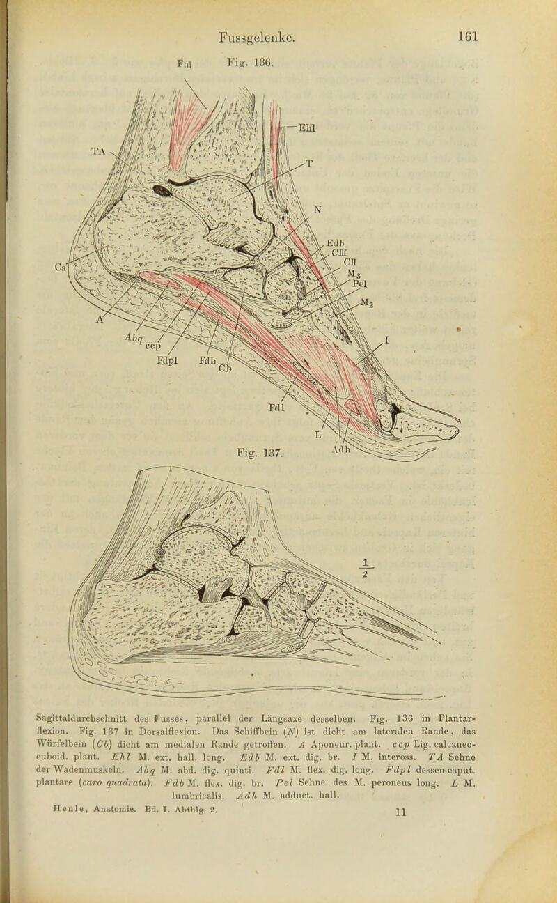 Sagittaldurchschnitt des Fusses, parallel dcr Liingsaxe desselben. Fig. 136 in Plantar- flexion. Fig. 137 in Dorsalflexion. Das Schifl'bein (N) ist dicht am lateralen Rande, das Wiirfelbein (Cb) dicht am mcdialen Rande getroffen. A Aponeur. plant, ccp Lig. calcaneo- cuboid, plant. Khl M. ext. hall. long. Kdb M. ext. dig. br. / M. inteross. TA Sehne der Wadenmuskeln. Abq M. abd. dig. quinti. Fdl M. flex. dig. long. Fdpl dessen caput, plantare (caro quadrata). FdbM. flex. dig. br. Pel Sehne des M. peroneus long. L M. lumbricalis. Adh M. adduct. hall. Henle, Anatomie. Bd. I. AlithlR. 2. 11