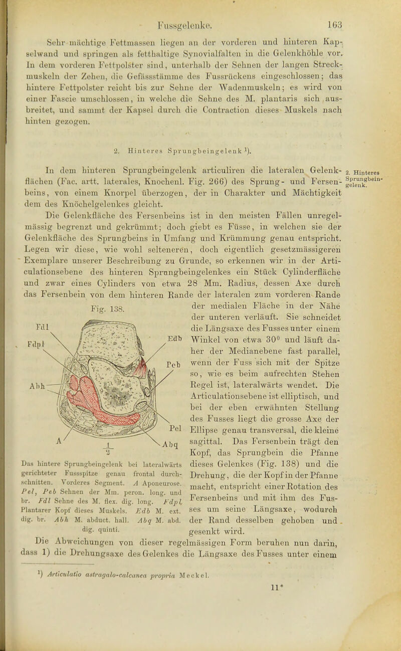Sehr machtigo Kettnuisscu liegen an dor vorderen mid hinteren Kap-. Belwand and Bpringen ale fetthaltige Synovialfalten in die GelenkhShle vor. In dem vorderen Pettpolster sind, anterhalb dor Sehnen dor langen Streek- muskeln der Zebon, die Gefassstamme des Fussriickeus eingcschlossen; das bintere Fettpolster reicht bis zur Sehne der Wadenmuskeln; es wird vou einer Fascie nmschlosseii, in welcbe die Sehne des M. plantaris sicb aus- breitet, and sammt der Kapsel durcb die Contraction dieses Maskels nach hinten gezogen. 2. H i n t c r e s S p r u n gb e i n g e 1 e n k 1). In dem hinteren Sprangbeingelenk articaliren die lateralen Gelenk- 2. Hintere flachen (Fac. artt. laterales, Knocbenl. Fig. 266) des Sprang- and Fersen- gS2£*bl beins, von einem Knorpel iiberzogen, der in Charakter und Miicbtigkeit dem des Knochelgelenkes gleicbt. Die Gelenkflacbe des Fersenbeins ist in den meisten P'allen unregel- miissig begrenzt imd gekriimmt; docb giebt es Fiisse, in welcben sie der Gelenkflache des Sprungbeins in Unifang und Kriimmung genau entspricbt. Legen wir diese, wie wobl selteneren, docb eigentlicb gesetzmassigeren  Exemplare anserer Bescbreibting za Grande, so erkennen wir in der Arti- cnlationsebene des hinteren Sprungbeingelenkes ein Stuck Cylinderflacbe und zwar eines Cylinders von etwa 28 Mm. Radius, dessen Axe durcb das Fersenbein von dem hinteren Rande der lateralen znm vorderen Rande der medialen Flache in der Nahe der unteren verlauft. Sie schneidet die Langsaxe des Fusses unter einem Winkel von etwa 30° und lauft da- her der Medianebene fast parallel, wenn der Fuss sich mit der Spitze so, wie es beim aufrechten Stehen Regel ist, lateralwarts wendet. Die Articulationsebene ist elliptisch, und bei der eben erwahnten Stellung des Fusses liegt die grosse Axe der Ellipse genau transversal, die kleine sagittal. Das Fersenbein tragt den Kopf, das Sprungbein die Pfanne dieses Gelenkes (Fig. 138) und die Drehung, die der Kopf in der Pfanne macht, entspricht einer Rotation des Fersenbeins und mit ihm des Fus- ses um seine Langsaxe, wodurch der Rand desselben gehoben und gesenkt wird. Die Abweichungen von dieser regelmassigen Form beruhen nun darin, dass 1) die Drehungsaxe des Gelenkes die Liingsaxe des Fusses unter einem Fig. 138. 'i Das hintere Sprungbeingelenk bei lateralwarts gerichteter Fussspitze genau frontal durch- schnitten. Vorderes Segment. A Aponeurose. Pel, Peb Sehnen der Mm. peron. long, und br. Fdl Sehne des M. flex. dig. long. Fdpl Plantarer Kopf dieses Muskels. Edb M. ext. dig. br. A h It M. abduct, hall. Abq M. abd. dig. quinti. ) Artlcnlutio astragalo-cnlcanea propria Meckel. 11*