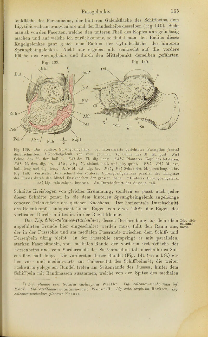 lenkflaehe des Fersenbeins, der hinteren Gelenkflache des Schiffbeins, dem Lig. tibio-calcaneo-naviculare mid der liaudscheibo desselben (Fig. 140). Sieht manab von den Facetted, welche den unteren Theil des Kopfes unregelmassig machen und auf welche ieh zuriickkomine, so findet man den Radius dieses Kugelgelenkes ganz gleich dem Radius der Cylinderflache des hinteren Sprungbeingelenkes. Nicht nur ergeben alle senkrecht auf die vordere Flaohe des Sprungbeins und durch den Mittelpunkt derselben gefiihrten Fig. 139. Das vordere. Sprungbeingelenk, bei lateral warts gerichteter Fussspitze .frontal durchschnitten. * Knochelgelenk, von vorn gebffnet. Tp Sehne des M. tib. post. Fhl Sehne des M. flex. hall. 1. Edl des Fl. dig. long. Fdbl Plantarer Kopf des letzteren. Fdb M. flex. dig. br. Abh, Abq M. abduct, hall, und dig. quint. Eh I, Ed I M. ext. hall, long und dig. long. Edb M. ext. dig. br. Peb, Pel Sehne des M. peron long. u. br. Fig. 140. Verticaler Durchschnitt des vorderen Sprungbeingelenkes parallel der Langsaxe des Fusses durch den Mittel- Fussknochen der grossen Zehe. *Hinteres Sprungbeingelenk. tci Lig. talo-calcan. inteross. Su Durchschnitt des Sustent. tali. Scbnitte Kreisbogen von gleicber Kriimmung, sondern es passt aucb jeder dieser Schnitte genau in die dem binteren Sprungbeingelenk angehorige concave Gelenkflacbe des gleicben Knocbens. Der borizontale Durcbschnitt des Gelenkkopfes entspricbt einem Bogen von etwa 120°; der Bogen des verticalen Dnrcbscbnittes ist in der Regel kleiner. Das Lig. tibio-Calcaneo-naviculare, dessen Beschreibung aus dem oben Lig. tibio- angefiihrten Grunde hier eingescbaltet werden muss, fullt den Raum aus, navic. der in der Fusssoble und am medialen Fussrande zwiscben dem Schiff- und Fersenbein ubrig bleibt. In der Fusssoble entspringt es mit parallelen, starken Faserbiindeln, vom medialen Rande der vorderen Gelenkfiache des Fcrsenbeins und vom Vorderrande des Sustentaculum tali oberbalb des Sul- cus flex. ball. long. Die vordersten dieser Biindel (Fig. 141 ten a. f. S.) ge- ben vor - und medianwarts zur Tuberositat des Schiffbeinsx); die weiter riickwarts gelegenen Biindel treten am Seitenrande des Fusses, binter dem Schiffbein mit Bandmassen zusammen, welche von der Spitze des medialen ') Litj. planum cum trochlea carlilaginea Weitbr. Lig. calcaneo-scaphoideum inf. Meek. Lig. cartilagineum calcaneo-navic. Weber-H. Lig. calo.-soaph. itit. Barkow. Lig- calcaneo-naviculare plantare Krause.