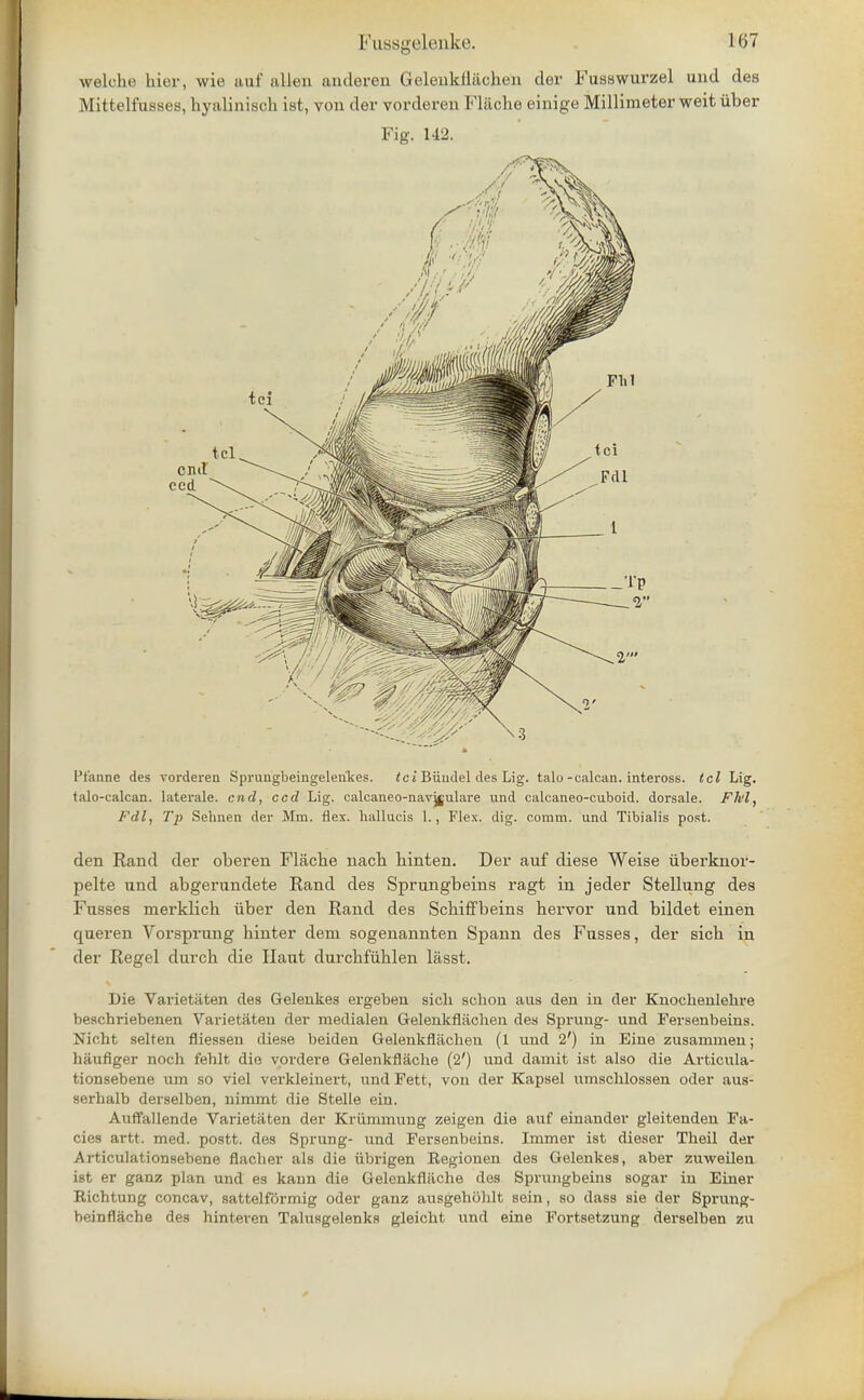 welche hior, wie auf alien anderen Geleukllachen der Fusswurzel und des Mittelfasses, hyalinisch ist, von der vorderen Fl&che einige Millimeter weit iiber Fig. U'2. I't'anne des vorderen Sprungbeingelenkes. tc i Biiudel des Lig. talo-calcan. inteross. Icl lag. talo-calcan. laterale. end, ccd Lig. calcaneo-navj^ulare und calcaneo-cuboid. dorsale. Fh'l, Fdl, Tp Sehnen der Mm. flex, hallucis 1., Flex. dig. comm. und Tibialis post. den Rand der oberen Flacbe nach hinten. Der auf diese Weise iiberknor- pelte und abgerundete Rand des Sprungbeins ragt in jeder Stellung des Fusses merklich iiber den Rand des Schiffbeins bervor und bildet einen queren Vorsprung hinter dem sogenannten Spann des Fusses, der sich in der Regel durcb die Haut durcbfiihlen lasst. Die Varietaten des Gelenkes ergeben sicli scbon aus den in der Knochenlehre beschriebenen Varietaten der medialen Gelenkfliichen des Sprung- und Fersenbeins. Nicht selten fliessen diese beiden Gelenkflachen (1 und 2') in Eine zusammen; haufiger noch fehlt die vordere Gelenkflache (2') und damit ist also die Articula- tionsebene um so viel verkleiuert, und Fett, von der Kapsel umschlossen oder aus- serhalb derselben, ninunt die Stelle ein. Auffallende Varietaten der Krummung zeigen die auf einander gleitenden Fa- des artt. med. postt. des Sprung- und Fersenbeins. Immer ist dieser Theil der Articulationsebene flacher als die ubi'igen Regionen des Gelenkes, aber zuweilen ist er ganz plan und es kann die Gelenkflache des Sprungbeins sogar in Einer Richtung concav, sattelformig oder ganz ausgehoblt sein, so dass sie der Sprung- beinflache des hinteren Talusgelenks gleicht und eine Fortsetzung derselben zu